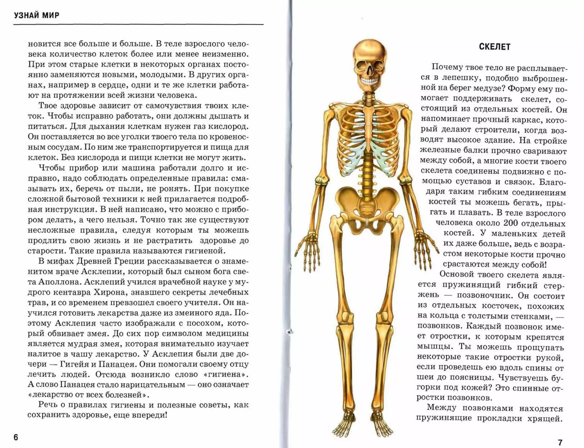 УЗНАЙ мир



    новится все больше и больше. В теле взрослого чело­
                                                                                   СКЕЛЕТ
    века количество клеток более или менее неизменно.
    При этом старые клетки в некоторых органах посто­
                                                                       Почему твое тело не расплывает­
    янно заменяются новыми, молодыми. В других орга­
                                                                  ся в лепешку, подобно выброшен­
    нах, например в сердце, одни и те же клетки работа­
                                                                  ной на берег медузе? Форму ему по­
    ют на протяжении всей жизни человека.
                                                                 могает      поддерживать       скелет,   со­
      Твое здоровье зависит от самочувствия твоих кле­
                                                                  стоящий из отдельных костей. Он
    ток. Чтобы исправно работать, они должны дышать и
                                                                  напоминает прочный каркас, кото­
    питаться. Для дыхания клеткам нужен газ кислород.
                                                                 рый делают строители, когда воз­
    Он поставляется во все уголки твоего тела по кровенос­
                                                                 водят высокое здание. На стройке
    ным сосудам. По ним же транспортируется и пища для
                                                                 железные балки прочно сваривают
    клеток. Без кислорода и пищи клетки не могут жить.
                                                                 между собой, а многие кости твоего
      Чтобы прибор или машина работали долго и ис­
                                                                  скелета соединены подвижно с по­
    правно, надо соблюдать определенные правила: сма­
                                                                  мощью суставов и связок. Благо­
    зывать их, беречь от пыли, не ронять. При покупке
                                                                      даря таким гибким соединениям
    сложной бытовой техники к ней прилагается подроб­
                                                                      костей ты можешь бегать, пры­
    ная инструкция. В ней написано, что можно с прибо­
                                                                      гать и плавать. В теле Взрослого
    ром делать, а чего нельзя. Точно так же существуют
                                                                        человека около    200     отдельных
    несложные      правила,   следуя   которым    ты   можешь
                                                                         костей. У маленьких детей
    продлить     свою жизнь   и   не растратить   здоровье до
                                                                         их даже больше, ведь с возра­
    старости. Такие правила называются гигиеной.
                                                                         стом некоторые кости прочно
      В мифах Древней Греции рассказывается о знаме­
                                                                         срастаются между собой!
    нитом враче Асклепии, который был сыном бога све­
                                                                        Основой твоего скелета явля­
    та Аполлона. Асклепий учился врачебной науке у му­           ется    пружинящий гибкий стер­
    дрого кентавра Хирона, знавшего секреты лечебных             жень    -   позвоночник. Он состоит
    трав, и со временем превзошел своего учителя. Он на­         из    отдельных      косточек,    похожих
    учился готовить лекарства даже из змеиного яда. По­          на кольца с толстыми стенками,           ­
    этому Асклепия часто изображали с посохом, кото­
                                                                 позвонков. Каждый позвонок име­
    рый обвивает змея. До сих пор символом медицины
                                                                 ет   отростки,   к   которым     крепятся
    является мудрая змея, которая внимательно изучает
                                                                 мышцы.       Ты можешь прощупать
    налитое в чашу лекарство. У Асклепия были две до­
                                                                 некоторые     такие    отростки    рукой,
    чери   -   Гигейя и Панацея. Они помогали своему отцу
                                                                 если проведешь ею вдоль спины от
    лечить людей.     Отсюда возникло слово        «гигиена».
                                                                 шеи до поясницы. Чувствуешь бу­
    А слово Панацея стало нарицательным      -    оно означает
                                                                 горки под кожей? Это спинные от­
    «лекарство ОТ всех болезней».                                ростки позвонков.
      Речь о правилах гигиены и полезные советы, как
                                                                      Между позвонками находятся
    сохранить здоровье, еще впереди!
                                                                 пружинящие        прокладки       хрящей.



б
                                                                                                          7
 