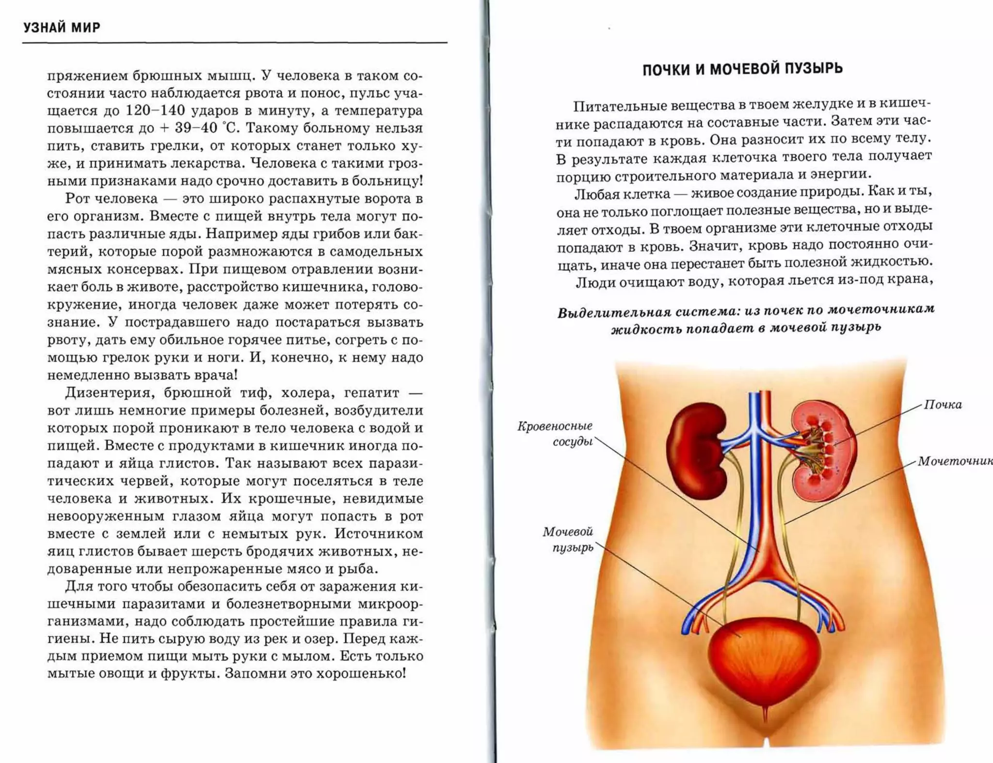УЗНАЙ мир



  пряжением брюшных мышц. У человека в таком со­
                                                                             ПОЧКИ И МОЧЕВОЙ ПУЗЫРЬ

  стоянии часто наблюдается рвота и понос, пульс уча­
                                                                   Питательные вещества в твоем желудке и в кишеч­
  щается до120-140 ударов     в минуту, а температура
  повышается до + 39-40 ос.   Такому больному нельзя            нике распадаются на составные части. Затем эти час­
                                                                ти попадают в кровь. Она разносит их по всему телу.
  пить, ставить грелки, от которых станет только ху­
                                                                В результате каждая клеточка твоего тела получает
  же, и принимать лекарства. Человека с такими гроз­
                                                                порцию строительного материала и энергии.
  ными признакаминадо срочно доставить в больницу!
                                                                   Любая клетка -   живое создание природы . Как и ты,
    Рот человека -   это широко распахнутые ворота в
                                                                она не только поглощает полезные вещества, но и Bыд-­
  его организм. Вместе с пищей внутрь тела могут по­
                                                                ляет отходы. В твоем организме эти клеточные отходы
  пасть различные яды. Например яды грибов или бак­
                                                                попадают в кровь. Значит, кровь надо постоянно очи­
  терий, которые порой размножаются в самодельных
                                                                 щать, иначе она перестанет быть полезной жидкостью.
  мясных консервах. При пищевом отравлении возни­
                                                                   Люди очищают воду, которая льется из-под крана,
  кает боль в животе, расстройство кишечника, голово­
  кружение, иногда человек даже может потерять со­
                                                                Выделительная система: из nоч,ек по моч,еточ,никам
  знание. У пострадавшего надо постараться вызвать
                                                                         жидкость попадает в моч,евоu пузырь
  рвоту, дать ему обильное горячее питье, согреть с по­
  мощью грелок руки и ноги. И, конечно, к нему надо
  немедленно вызвать врача!
    Дизентерия, брюшной тиф,       холера,   гепатит   ­
                                                                                                                    Почка
  вот лишь немногие при меры болезней, возбудители
  которых порой проникают в тело человека с водой и        Кровеносные

  пищей. Вместе с продуктами в кишечник иногда по­              сосуды

  падают и яйца глистов. Так называют всех парази­                                                                  мочеmочнu/

  тических червей, которые могут поселяться в теле
  человека и животных. Их крошечные, невидимые
  невооруженным глазом яйца могут попасть в рот
  вместе с землей или с немытых рук. Источником
  яиц глистов бывает шерсть бродячих животных, не­
  доваренные или непрожаренные мясо и рыба.
    Для того чтобы обезопасить себя от заражения ки­
  шечными паразитами и болезнетворными микроор­
  ганизмами, надо соблюдать простейшие правила ги­
  гиены. Не пить сырую воду из рек и озер. Перед каж­
  дым приемом пищи мыть руки с мылом. Есть только
  мытые овощи и фрукты. Запомни это хорошенько!
 