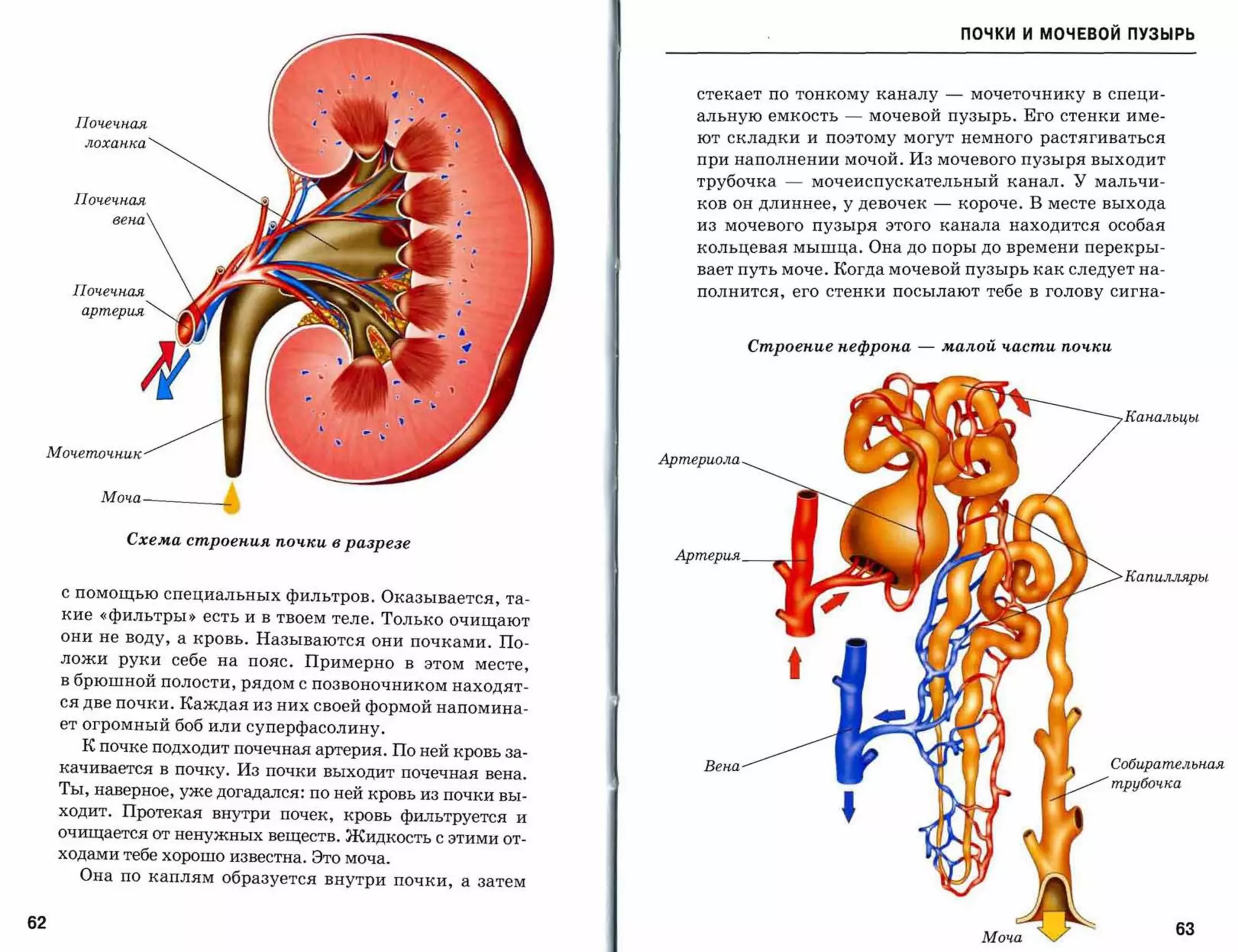 ПОЧКИ И МОЧЕВОЙ ПУЗЫРЬ



                                                                   стекает по тонкому каналу          -    мочеточнику в специ­


        Почечная
                                                                   альную емкость    -   мочевой пузырь. Его стенки име­
                                                                   ют складки и поэтому могут немного растягиваться
         лоханка
                                                                   при наполнении мочой. Из мочевого пузыря выходит
                                                                   трубочка   -   мочеиспускательный канал. У мальчи­
       Почечная                                                    ков он длиннее, у девочек      -       короче. В месте выхода
            вена
                                                                   из мочевого пузыря этого канала находится особая
                                                                   кольцевая мышца. Она до поры до времени перекры­
                                                                   вает путь моче. Когда мочевой пузырь как следует на­
       Почечная                                                    полнится, его стенки посылают тебе в голову сигна­
        артерия



                                                                           Сmроеnие nефроnа   -       малой   't-acmu nO't-"u


                                                                                                                                Канальцы


     Мочеточник
                                                               Артериола


          Моча           •

             Схема сmроеnuя    nO't-"u в разрезе
                                                                Артерия
                                                                                                                                Капилляры
      с помощью специальных фильтров. Оказывается, та­
      кие «фильтры» есть и в твоем теле. Только очищают
      они не воду, а кровь. Называются они почками. По­
      ложи руки себе на пояс. Примерно в этом месте,
      в брюшной полости, рядом с позвоночником находят­
      ся две почки. Каждая из них своей формой напомина­
      ет огромный боб или суперфасолину.
        К почке подходит почечная артерия. По ней кровь за­
                                                                    Вена                                                    Собирательная
      качивается в почку. Из почки выходит почечная вена.
                                                                                                                            трубочка
      Ты, наверное, уже догадался: по ней кровь из почки вы­
      ходит. Протекая внутри почек, кровь фильтруется и
      очищается от ненужных веществ. Жидкость с этими от­
      ходами тебе хорошо известна. Это моча.
        Она по каплям образуется внутри почки, а затем

62                                                                                                                                   63
 