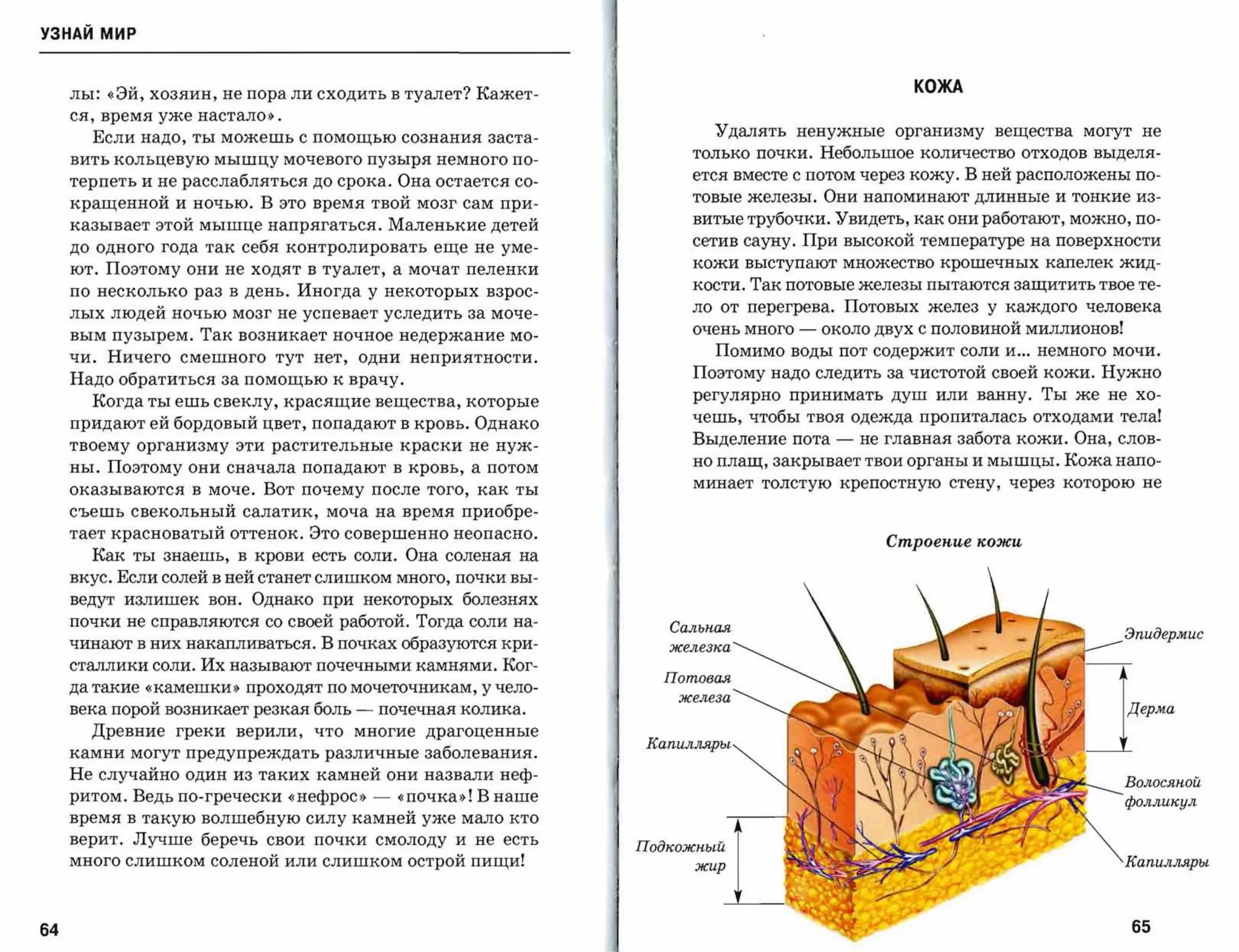 УЗНАЙ мир



     лы: «Эй, хозяин, не пора ли сходить в туалет? Кажет­
                                                                                                   КОЖА

     ся, время уже настало».
                                                                         Удалять ненужные организму вещества могут не
       Если надо, ты можешь с помощью сознания заста­
     вить кольцевую мышцу мочевого пузыря немного по­
                                                                      только почки. Небольшое количество отходов выделя­
                                                                      ется вместе с потом через кожу. В ней расположены по­
     терпеть и не расслабляться до срока. Она остается со­
                                                                      товые железы. Они напоминают длинные и тонкие из­
     кращенной и ночью. В это время твой мозг сам при­
     казывает этой мышце напрягаться. Маленькие детей                 витые трубочки. Увидеть, как они работают, можно, по­
                                                                      сетив сауну. При высокой температуре на поверхности
     до одного года так себя контролировать еще не уме­
                                                                      кожи выступают множество крошечных капелек жид­
     ют. Поэтому они не ходят в туалет, а мочат пеленки
                                                                      кости. Так потовые железы пытаются защитить твое те­
     по несколько раз в день. Иногда у некоторых взрос­
     лых людей ночью мозг не успевает уследить за моче­               ло от перегрева. Потовых желез у каждого человека

     вым пузырем. Так возникает ночное недержание мо­                 очень много   -   около двух с половиной миллионов!
                                                                         Помимо воды пот содержит соли и ... немного мочи.
     чи. Ничего смешного тут нет, одни неприятности.
                                                                      Поэтому надо следить за чистотой своей кожи. Нужно
     Надо обратиться за помощью к врачу.
                                                                      регулярно принимать душ или ванну. Ты же не хо­
       Когда ты ешь свеклу, красящие вещества, которые
     придают ей бордовый цвет, попадают в кровь. Однако               чешь, чтобы твоя одежда пропиталась отходами тела!

     твоему организму эти растительные краски не нуж­
                                                                      Выделение пота     -   не главная забота кожи. Она, слов­

     ны. Поэтому они сначала попадают в кровь, а потом
                                                                      но плащ, закрывает твои органы и мышцы. Кожа напо­
                                                                      минает толстую крепостную стену,       через которою не
     оказываются в моче. Вот почему после того, как ты
     съешь свекольный салатик, моча на время приобре­
     тает красноватый оттенок. Это совершенно неопасно.
                                                                                               Строеnие кожu
       Как ты знаешь, в крови есть соли. Она соленая на
     вкус. Если солей в ней станет слишком много, почки вы­
     ведут излишек вон. Однако при некоторых болезнях
     почки не справляются со своей работой. Тогда соли на­          Сальная
                                                                                                                            Эпидермис
     чинают в них накапливаться. В почках образуются кри­           железка

     сталлики соли. Их называют почечными камнями. Ког­
                                                                   Потовая
     да такие «камешки»   проходят по мочеточникам, у чело­
                                                                     железа
     века порой возникает резкая боль   -   почечная колика.
       Древние греки верили, что многие драгоценные
                                                                  Капилляры
     камни могут предупреждать различные заболевания.
     Не случайно один из таких камней они назвали неф­
                                                                                                                            Волосяной
     ритом. Ведь по-гречески «нефрос»       -   «почка»! В наше                                                             фолликул
     время в такую волшебную силу камней уже мало кто
     верит. Лучше беречь свои почки смолоду и не есть
     много слишком соленой или слишком острой пищи!                                                                         Капилляры




64                                                                                                                          65
 