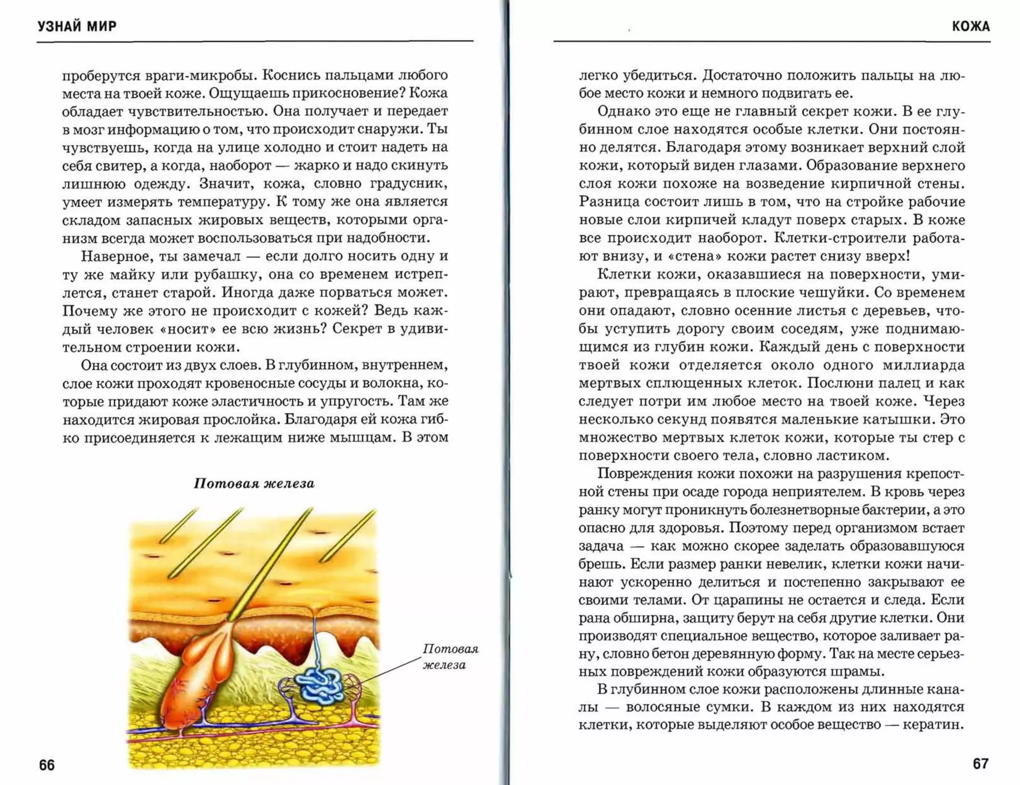 УЗНАЙ мир                                                                                                                КОЖА



     проберутся враги-микробы. Коснись пальцами любого              легко убедиться. Достаточно положить пальцы на лю­
     места на твоей коже. Ощущаешь прикосновение? Кожа              бое место кожи и немного подвигать ее.
     обладает чувствительностью. Она получает и передает                 Однако это еще не главный секрет кожи. В ее глу­
     в мозг информацию о том, что происходит снаружи. Ты            бинном слое находятся особые клетки. Они постоян­
     чувствуешь, когда на улице холодно и стоит надеть на           но делятся. Благодаря этому возникает верхний слой
     себя свитер, а когда, наоборот   -   жарко и надо скинуть      кожи, который виден глазами. Образование верхнего
     лишнюю одежду. Значит, кожа, словно градусник,                 слоя кожи похоже на возведение кирпичной стены.
     умеет измерять температуру. К тому же она является             Разница состоит лишь в том, что на стройке рабочие
     складом запасных жировых веществ, которыми орга­               новые слои кирпичей кладут поверх старых. В коже
     низм всегда может воспользоваться при надобности.              все происходит наоборот. Клетки-строители работа­
       Наверное, ты замечал    -   если долго носить одну и         ют внизу, и «стена,) кожи растет снизу вверх!
     ту же майку или рубашку, она со временем истреп­                 Клетки кожи, оказавшиеся на поверхности, уми­
     лется, станет старой. Иногда даже порваться может.             рают, превращаясь в плоские чешуйки. Со временем
     Почему же этого не происходит с кожей? Ведь каж­               они опадают,    словно осенние листья с деревьев, что­

     дый человек «носит» ее всю жизнь? Секрет в удиви­              бы уступить дорогу своим соседям, уже поднимаю­
     тельном строении кожи.                                         щимся из глубин кожи. Каждый день с поверхности
       Она состоит из двух слоев. В глубинном, внутреннем,          твоей кожи отделяется около одного миллиарда
     слое кожи проходят кровеносные сосуды и волокна, ко­           мертвых сплющенных клеток. Послюни палец и как
     торые придают коже эластичность и упругость. Там же            следует потри им любое место на твоей коже. Через
     находится жировая прослойка. Благодаря ей кожа гиб­            несколько секунд появятся маленькие катышки. Это
     ко присоединяется к лежащим ниже мышцам. В этом                множество мертвых клеток кожи, которые ты стер с

                                                                    поверхности своего тела, словно ластиком.

                                                                      Повреждения кожи похожи на разрушения крепост­
                       Потовая железа
                                                                    ной стены при осаде города неприятелем. В кровь через
                                                                    ранку могут проникнуть болезнетворные бактерии, а это
                                                                    опасно для здоровья. Поэтому перед организмом встает
                                                                    задача   -   как можно скорее заделать образовавшуюся
                                                                    брешь. Если размер ранки невелик, клетки кожи начи­
                                                                    нают ускоренно делиться и постепенно     закрывают ее

                                                                    своими телами. От царапины не остается и следа. Если
                                                                    рана обширна, защиту берут на себя другие клетки. Они
                                                                    производят специальное вещество, которое заливает ра­
                                                          Потовая
                                                                    ну, словно бетон деревянную форму. Так на месте серьез­
                                                          железа
                                                                    ных повреждений кожи образуются шрамы.
                                                                      В глубинном слое кожи расположены длинные кана­
                                                                    лы   -   волосяные сумки. В каждом из них находятся
                                                                    клетки, которые выделяют особое вещество   -   кератин.


66                                                                                                                            67
 