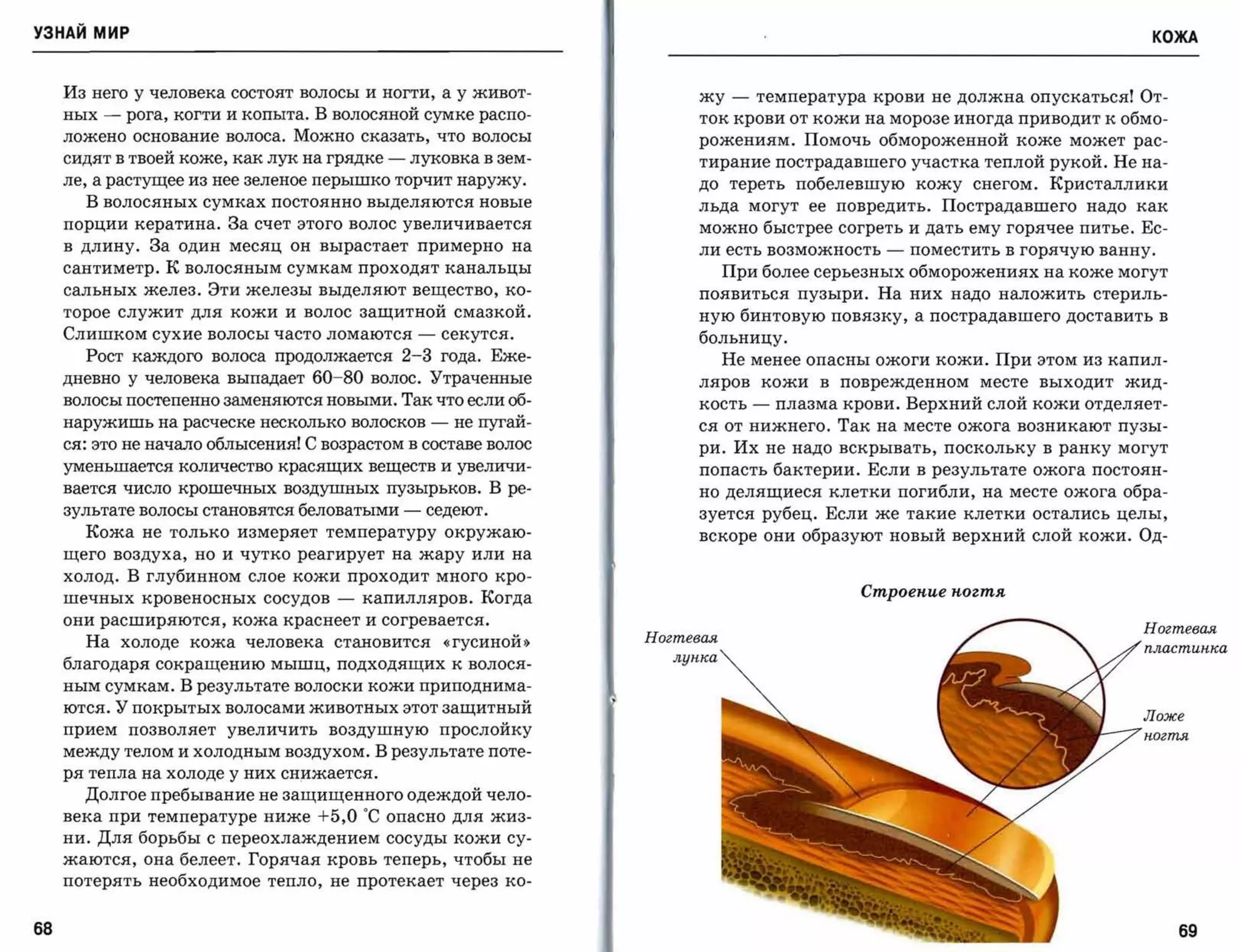 УЗНАЙ мир                                                                                                                                КОЖА



     Из него у человека состоят волосы и ногти, а у живот­                   жу    -   температура крови не должна опускаться! От­
     ных   -   рога, когти и копыта. В волосяной сумке распо­                ток крови от кожи на морозе иногда приводит к обмо­
     ложено основание волоса. Можно сказать, что волосы                      рожениям. Помочь обмороженной коже может рас­
     сидят в твоей коже, как лук на грядке    -       луковка в зем­         тирание пострадавшего участка теплой рукой. Не на­
     лe' а растущее из нее зеленое перышко торчит наружу.                    до тереть побелевшую кожу снегом. Кристаллики
       В волосяных сумках постоянно выделяются новые                         льда могут ее повредить. Пострадавшего надо как
     порции кератина. За счет этого волос увеличивается                      можно быстрее согреть и дать ему горячее питье. Ес­
     в длину. За один месяц он вырастает примерно на                         ли есть возможность          -   поместить в горячую ванну.
     сантиметр. К волосяным сумкам проходят канальцы                              При более серьезных обморожениях на коже могут
     сальных желез. Эти железы выделяют вещество, ко­                        появиться пузыри. На них надо наложить стериль­
     торое служит для кожи и волос защитной смазкой.                         ную бинтовую повязку, а пострадавшего доставить в
     Слишком сухие волосы часто ломаются            -    секутся.            больницу.
       Рост каждого волоса продолжается           2-3    года. Еже­               Не менее опасны ожоги кожи. При этом из капил­
     дневно у человека выпадает     60-80   волос. Утраченные                ляров         кожи   в   поврежденном   месте   выходит   жид­

     волосы постепеннозаменяютсяновыми. Так что если об­                     кость     -    плазма крови. Верхний слой кожи отделяет­
     наружишь на расческе несколько волосков -             не пугай­         ся от нижнего. Так на месте ожога возникают пузы­
     ся: это не начало облысения! С возрастом в составе волос                ри. Их не надо вскрывать, поскольку в ранку могут
     уменьшается количество красящих веществ и увеличи­                      попасть бактерии. Если в результате ожога постоян­
     BaeTcя число крошечных воздушных пузырьков. В ре­                       но делящиеся клетки погибли, на месте ожога обра­
     зультате волосы становятся беловатыми        -    седеют.               зуется рубец. Если же такие клетки остались целы,
       Кожа не только измеряет температуру окружаю­                          вскоре они образуют новый верхний слой кожи. Од­
     щего воздуха, но и чутко реагирует на жару или на

     холод. В глубинном слое кожи проходит много кро­
                                                                                                       Строеnuе nогтя
     шечных кровеносных сосудов        -   капилляров. Когда
     они расширяются, кожа краснеет и согревается.
                                                                                                                                        Ногтевая
       На холоде кожа человека становится                «гусиной »    Ногтевая
                                                                                                                                        nластиnка
                                                                          лупка
     благодаря сокращению мышц, подходящих к волося­
     ным сумкам. В результате волоски кожи приподнима­
     ются. У покрытых волосами животных этот защитный
                                                                                                                                        Ложе
     прием позволяет увеличить воздушную прослойку                                                                                      nогтя

     между телом и холодным воздухом. В результате поте­
     ря тепла на холоде у них снижается.

       Долгое пребывание не защищенного одеждой чело­
     века при температуре ниже      +5,0    ос опасно для жиз­
     ни. Для борьбы с переохлаждениемсосуды кожи су­
     жаются, она белеет. Горячая кровь теперь, чтобы не
     потерять необходимое тепло, не протекает через ко­


68                                                                                                                                            69
 