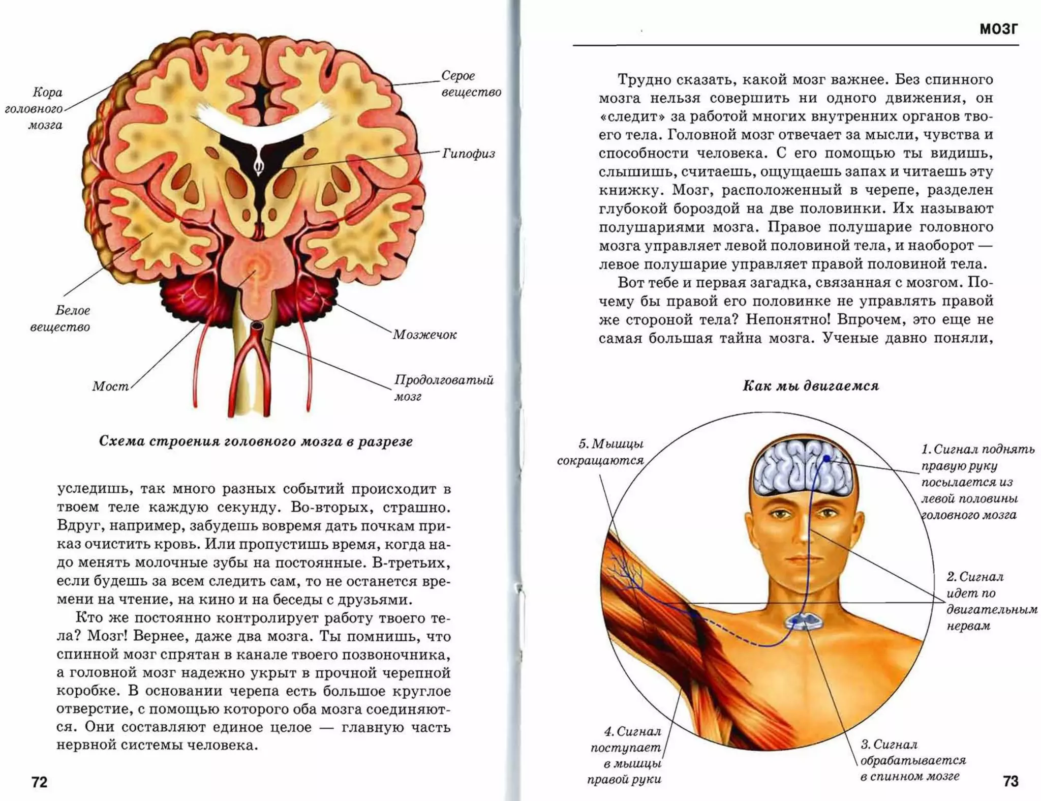 мозг



                                                         ~          Серое          Трудно сказать, какой мозг важнее. Без спинного
    Кора                                                            вещество
                                                                                мозга   нельзя    совершить   ни   одного   движения,         он
головного
                                                                                «следит» за работой многих внутренних органов тво­

   мозга
                                                                                его тела. Головной мозг отвечает за мысли, чувства и

                                                     _    """ , -   Гипофиз     способности человека. С его помощью ты видишь,

                                                                                слышишь, считаешь, ощущаешь запах и читаешь эту

                                                                                книжку. Мозг, расположенный в черепе, разделен

                                                                                глубокой бороздой на две половинки. Их называют

                                                                                полушариями мозга. Правое полушарие головного

                                                                                мозга управляет левой половиной тела, и наоборот              ­
                                                                                левое полушарие управляет правой половиной тела.
                                                                                   Вот тебе и первая загадка, связанная с мозгом. По­

                                                                                чему бы правой его половинке не управлять правой

         Белое
                                                                                же стороной тела? Непонятно! Впрочем, это еще не

   вещество
                                                          Мозжечок              самая большая тайна мозга. Ученые давно поняли,



                                                          Продолговатый
                 Мост                                                                                Как мы двигаемся
                                                          мозг




                 Схема строения головного мозга в разрезе
                                                                                                                                   1. Сигнал поднять
                                                                                                                                   правую руку

                                                                                                                                   посылается из
         уследишь,      так много разных событий происходит в
         твоем    теле каждую    секунду.   Во-вторых,   страшно.
         Вдруг, например, забудешь вовремя дать почкам при­
         каз очистить кровь. Или пропустишь время, когда на­
         до менять молочные зубы на постоянные. В-третьих,
         если будешь за всем следить сам, то не останется вре­                                                                         2. Сигнал
         мени на чтение, на кино и на беседы с друзьями.
            Кто же постоянно контролирует работу твоего те­
                                                                                             ~-         ..'"                           идет по
                                                                                                                                    " ........
 двигательным

                                                                                                                                       нервам
         ла? Мозг! Вернее, даже два мозга. Ты помнишь, что
         спинной мозг спрятан в канале твоего позвоночника,
         а головной мозг надежно укрыт в прочной черепной
         коробке. В основании черепа есть большое круглое
         отверстие, с помощью которого оба мозга соединяют­
         ся. Они составляют единое целое       -   главную часть                 4. Сигнал
         нервной системы человека.                                             поступает                               3. Сигнал
                                                                                 в мышцы
                              обрабатывается

                                                                               правой руки                             в спинном мозге

    72                                                                                                                                              7З
 