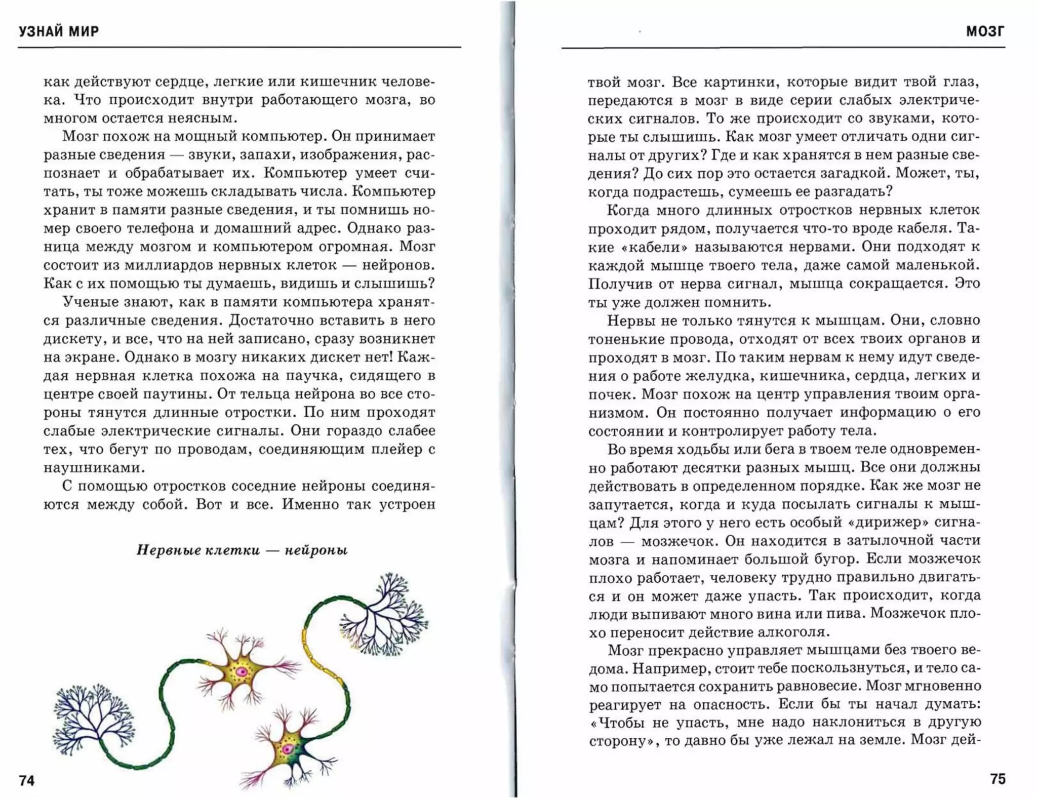 УЗНАЙ мир                                                                                                       МОЗГ



     как действуют сердце, легкие или кишечник челове­       твой мозг. Все картинки, которые видит твой глаз,
     ка. Что происходит внутри работающего мозга, во         передаются в мозг в виде серии слабых электриче­
     многом остается неясным.                                ских сигналов. То же происходит со звуками, кото­
       Мозг похож на мощный компьютер. Он принимает          рые ты слышишь. Как мозг умеет отличать одни сиг­
     разные сведения -   звуки, запахи, изображения, рас­    налы от других? Где и как хранятся в нем разные све­
     познает и обрабатывает их. Компьютер умеет счи­         дения? До сих пор это остается загадкой. Может, ты,
     тать, ты тоже можешь складывать числа. Компьютер        когда подрастешь, сумеешь ее разгадать?
     хранит в памяти разные сведения, и ты помнишь но­         Когда много длинных отростков нервных клеток
     мер своего телефона и домашний адрес. Однако раз­       проходит рядом, получается что-то вроде кабеля. Та­
     ница между мозгом и компьютером огромная. Мозг          кие «кабели»    называются нервами. Они подходят к
     состоит из миллиардов нервных клеток   -    нейронов.   каждой мышце твоего тела, даже самой маленькой.
     Как с их помощью ты думаешь, видишь и слышишь?          Получив от нерва сигнал, мышца сокращается. Это
       Ученые знают, как в памяти компьютера хранят­         ты уже должен помнить.

     ся различные сведения. Достаточно вставить в него         Нервы не только тянутся к мышцам. Они, словно
     дискету, и все, что на ней записано, сразу возникнет    тоненькие провода, отходят от всех твоих органов и

     на экране. Однако в мозгу никаких дискет нет! Каж­      проходят в мозг. По таким нервам к нему идут сведе­
     дая нервная клетка похожа на паучка,       сидящего в   ния о работе желудка, кишечника, сердца, легких и
     центре своей паутины. От тельца нейрона во все сто­     почек. Мозг похож на центр управления твоим орга­
     роны тянутся длинные отростки. По ним проходят          низмом. Он постоянно получает информацию о его
     слабые электрические сигналы. Они гораздо слабее        состоянии и контролирует работу тела.
     тех, что бегут по проводам, соединяющим плейер С          Во время ходьбы или бега в твоем теле одновремен­
     наушниками.                                             но работают десятки разных мышц. Все они должны
       С помощью отростков соседние нейроны соединя­         действовать в определенном порядке. Как же мозг не
     ются между собой. Вот и все. Именно так устроен         запутается, когда и куда посылать сигналы к мыш­

                                                             цам? Для этого у него есть особый «дирижер» сигна­
                                                             лов   -   мозжечок. Он находится в затылочной части
                 нервnые клетки   -   nейроnы
                                                             мозга и напоминает большой бугор. Если мозжечок
                                                             плохо работает, человеку трудно правильно двигать­
                                                             ся и он может даже упасть. Так происходит, когда
                                                             люди выпивают много вина или пива. Мозжечок пло­
                                                             хо переносит действие алкоголя.
                                                               Мозг прекрасно управляет мышцами без твоего ве­
                                                             дома. Например, стоит тебе поскользнуться, и тело са­
                                                             мо попытается сохранить равновесие. Мозг мгновенно
                                                             реагирует на опасность. Если бы ты начал думать:
                                                             (,Чтобы не упасть, мне надо наклониться в другую
                                                             сторону>), то давно бы уже лежал на земле. Мозг дей­


74                                                                                                                   75
 