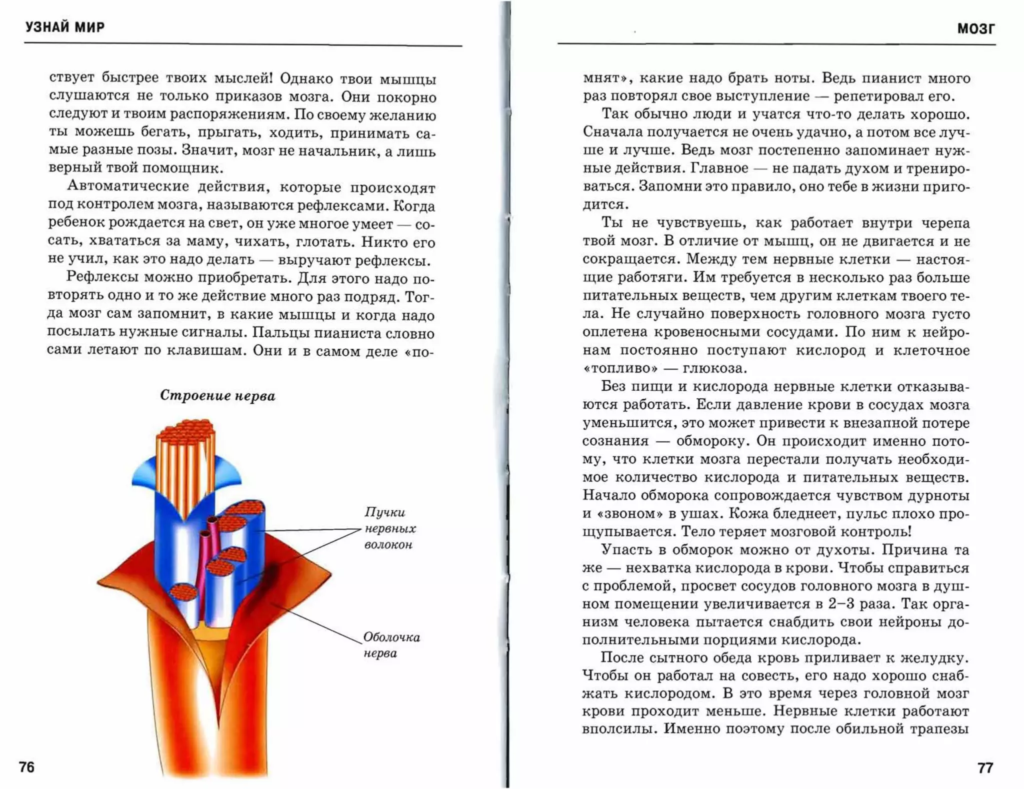 УЗНАЙ мир                                                                                                                                    МОЗГ



     ствует быстрее твоих мыслейl Однако твои мышцы                     мнят», какие надо брать ноты. Ведь пианист много
     слушаются не только приказов мозга. Они покорно                    раз повторял свое выступление              -   репетировал его.

     следуют и твоим распоряжениям. По своему желанию                        Так обычно люди и учатся что-то делать хорошо.
     ты можешь бегать, прыгать, ходить, принимать са­                   Сначала получается не очень удачно, а потом все луч­
     мые разные позы. Значит, мозг не начальник, а лишь                 ше и лучше. Ведь мозг постепенно запоминает нуж­
     верный твой помощник.                                              ные действия. Главное           -   не падать духом и трениро­
       Автоматические действия,             которые происходят          ваться. Запомни это правило, оно тебе в жизни приго­
     под контролем мозга, называются рефлексами     . .когда            дится.

     ребенок рождается на свет,   он уже многое умеет - со­                  Ты не чувствуешь, как работает внутри черепа
     сать, хвататься за маму, чихать, глотать. Никто его                твой мозг. В отличие от мышц, он не двигается и не
     не учил, как это надо делать   -       выручают рефлексы.          сокращается. Между тем нервные клетки                      -    настоя­
       Рефлексы можно приобретать. Для этого надо по­                   щие работяги. Им требуется в несколько раз больше
     вторять одно и то же действие много раз подряд. Тог­               питательных веществ, чем другим клеткам твоего те­

     да мозг сам запомнит, в какие мышцы и когда надо                   ла. Не случайно поверхность головного мозга густо
     посылать нужные сигналы. Пальцы пианиста словно                    оплетена кровеносными сосудами. По ним к нейро­
     сами летают по клавишам. Они и в самом деле «по­                   нам      постоянно      поступают        кислород      и   клеточное

                                                                        «топливо»        -   глюкоза.

                                                                          Без пищи и кислорода нервные клетки отказыва­
                    Сmроеnuе nерва
                                                                        ются работать. Если давление крови в сосудах мозга
                                                                        уменьшится, это может привести к внезапной потере
                                                                        сознания     -       обмороку. Он происходит именно пото­
                                                                        му, что клетки мозга перестали получать необходи­
                                                                        мое      количество     кислорода    и   питательных           веществ.

                                                                        Начало обморока сопровождается чувством дурноты
                                                            Пучки       и «звоном» В ушах . .кожа бледнеет, пульс плохо про­
                                        .           :;;;-   н.ервн.ых   щупывается. Тело теряет мозговой контроль!
                                                            волокон.
                                                                          Упасть в обморок можно от духоты. Причина та
                                                                        же   -    нехватка кислорода в крови. Чтобы справиться
                                                                        с проблемой, просвет сосудов головного мозга в душ­
                                                                        ном помещении увеличивается в                  2-3   раза. Так орга­
                                                                        низм человека пытается снабдить свои нейроны до­
                                                            Оболочка    полнительнымиПорциЯми кислорода.
                                                            н.ерва
                                                                          После сытного обеда кровь приливает к желудку.
                                                                        Чтобы он работал на совесть, его надо хорошо снаб­
                                                                        жать кислородом. В это время через головной мозг
                                                                        крови проходит меньше. Нервные клетки работают
                                                                        вполсилы. Именно поэтому после обильной трапезы


76                                                                                                                                                77
 