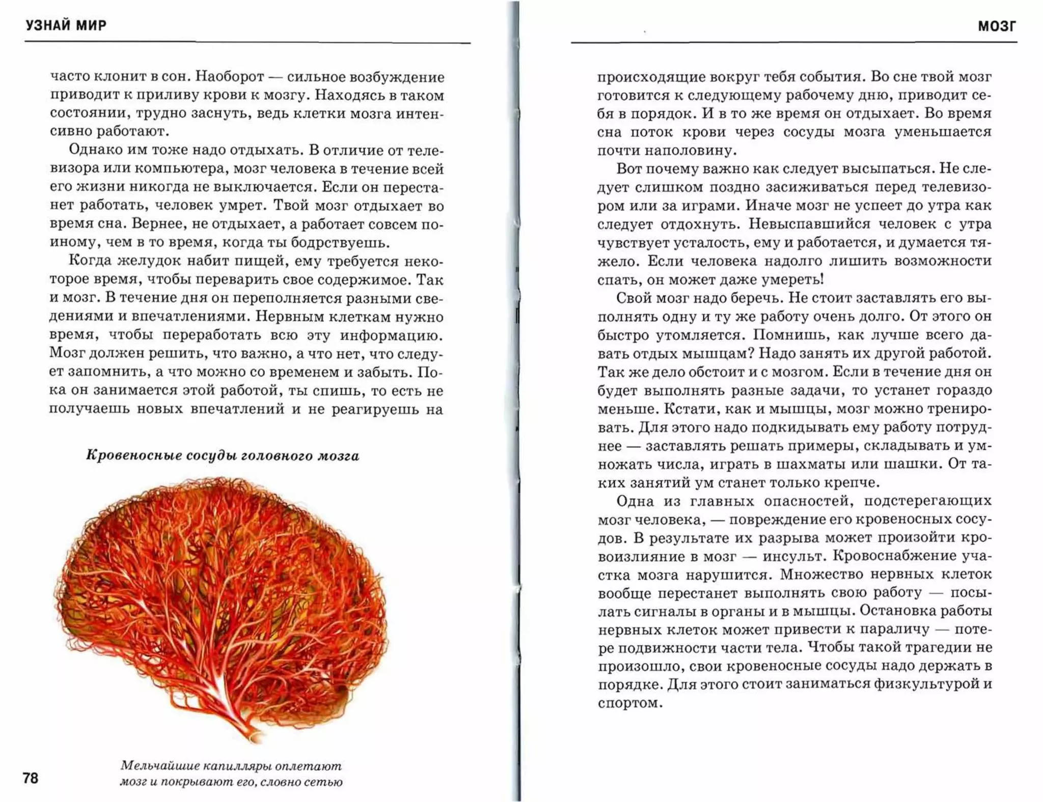 УЗНАЙ мир                                                                                                                                                                                                                      МОЗГ



     часто клонит в сон. Наоборот                                                                        -           сильное возбуждение                        происходящие вокруг тебя события. Во сне твой мозг
     приводит к приливу крови К мозгу. Находясь в таком                                                                                                         готовится к следующему рабочему дню, приводит се­
     состоянии, трудно заснуть, ведь клетки мозга интен­                                                                                                        бя в порядок. И в то же время он отдыхает. Во время
     сивно работают.                                                                                                                                            сна    поток   крови   через   сосуды   мозга   уменьшается

           Однако им тоже надо отдыхать. В отличие от теле­                                                                                                     почти наполовину.

     визора или компьютера, мозг человека в течение всей                                                                                                          Вот почему важно как следует высыпаться. Не сле­
     его жизни никогда не выключается. Если он переста­                                                                                                         дует слишком      поздно     засиживаться   перед   телевизо­

     нет работать, человек умрет. Твой мозг отдыхает во                                                                                                         ром или за играми. Иначе мозг не успеет до утра как
     время сна. Вернее, не отдыхает, а работает совсем по­                                                                                                      следует отдохнуть.          Невыспавшийся    человек с утра
     иному, чем в то время, когда ты бодрствуешь.                                                                                                               чувствует усталость, ему и работается, и думается тя­
           Когда желудок набит пищей, ему требуется неко­                                                                                                       жело. Если человека надолго лишить возможности
     торое время, чтобы переварить свое содержимое. Так                                                                                                         спать, он может даже умереть!
     и мозг. В течение дня он переполняется разными све­                                                                                                          Свой мозг надо беречь. Не стоит заставлять его вы­
     дениями и впечатлениями. Нервным клеткам нужно                                                                                                             полнять одну и ту же работу очень долго. От этого он
     время, чтобы переработать всю эту информацию.                                                                                                              быстро утомляется.          Помнишь,    как лучше всего да­
     Мозг должен решить, что важно, а что нет, что следу­                                                                                                       вать отдых мышцам? Надо занять их другой работой.
     ет запомнить, а что можно со временем и забыть. По­                                                                                                        Так же дело обстоит и с мозгом. Если в течение дня он
     ка он занимается этой работой, ты спишь, то есть не                                                                                                        будет выполнять разные задачи, то устанет гораздо
     получаешь новых впечатлений и не реагируешь на                                                                                                             меньше. Кстати, как и мышцы, мозг можно трениро­
                                                                                                                                                                вать. Для этого надо подкидывать ему работу потруд­
                                                                                                                                                                нее   -   заставлять решать примеры, складывать и ум­
                  Кровеносные сосуды головного мозга
                                                                                                                                                                ножать числа, играть в шахматы или шашки. От та­
                                                       ~~~';~";~41~.~.                                                                                         ких занятий ум станет только крепче .
                                           . ~:,       ~.,                                  ,/           ,'·Irl..
                          ....~,"',",-~. ) )"/.,.. ~.,
                                 . ' '-',I'J., "~'i;'"
                                          1'" ,.
                    ,~., '... ". )'1" '. ,/..
                                                                                                            ~"""
                                                                                                           .... '. ."

                                                                                                              ,'                                                  Одна из       главных опасностей,        подстерегающих



                     '~~.",,~.t~:"·f~' . ,.:rtf;, '?'..~:. '~.•.,) '.. ~. ,
                                                                  '
                    '"      '       -...'1' "                                          I           ""r-:­ '1(.." '..,
                                                                                                 './.                                                           мозг человека,    -    повреждение его кровеносных сосу­
                         " "               .•                                       "                   "i.f,.                               "                  дов. В результате их разрыва может произойти кро­

           ~.,~ '.1-'" . r"',," ._~ ",,' j;~ ..•(( ~~,.~,~
            ••'
                 7'fl. "~'
                      •           h..              ,       '                  ' . "."                   •   (',.! , .I                          f.             воизлияние в мозг       -    инсульт. Кровоснабжение уча­
                                                                                                             . ,.,~. ~
                                                                                                                ~
     W~~ ~~~;:~ 'f.1~,t ,,': ,., '. ;'.~ ";о-, ~ ','
                                      ·'f;J!}~~>'J.I(;, ,.J/,1'.~~.~I'
           't , .     . ,  .                             .,                              ..               "                   •                    • "
           'f ,-',
           .  .' --.     ., '   . ·1'
                            ' .. ,. "                      I
                                                                .,                          .. , , : " ,
                                                                                            . "                            ';                I        ., f
                                                                                                                                                  . '.<'i       cTKa      мозга нарушится. Множество нервных клеток


               ~'. ~
               ~.~~~.
         ~ "'.":':,'"'!."'I.'~~-:_~~'
     !;' ....                    '. -          ~."I.
                                                  '/1.                , .•• "                      "".'
                                                                                                                           f    ';',..
                                                                                                                                                      ,
                                                                                                                                                                вообще перестанет выполнять свою работу             -       посы­


      ' ~ ......':..' +. ::.:.~ . ,
                                                                                                                                                                лать сигналы в органы и в мышцы. Остановка работы
                          --                   ..               101        . '.•..1     "          .                  :: .• /         .-#_. '1,           ,",

                      .~....,..                                    /rt;
       ~                                   1/1 .                '1            ..           •                    I     ,        -        /..'                   нервных клеток может привести к параличу                -   поте­

        ~~ ~. " . •:''Ж1
                ~!."~'(:                                                                                             А' Х
           -.-          ./ '1'                    ,. .,
                                                    ,                 I'                ,        .v.             / / .. ' - , . __ '-
                                                                                                                     '     . 7-/ ' ."

         .,~~,,~~~~~ ..
           •.
            .
                      -".                                                      .,
                                                                                    •
                                                                                        / /                           '_.~'
                                                                                                                       ,':.
                                                                                                       '"':'0- .. . , '1 .;.,
                                                                                                         /-
                                                                                                                                  ,}"                           ре подвижности части тела. Чтобы такой трагедии не
                      -~~'~."""'. . ~
                           ~.,,~ .;"..!'.                                                                 ......... ,.... ",,,

                                                                                                                               I
                                                                                                                                                                произошло, свои кровеносные сосуды надо держать в

                                          ~';-'                                                    ~".
                                                                                                           .,         /(7'/_
                                  '-                   '.                                                                            ...i,                      порядке. Для этого стоит заниматься физкультурой и

                                             ".~ ~~ . oJ4,.-;:-://'~ .. ~"
                                              ~-.:    ...... -~'­ ,;
                                                                                                                                                                спортом.




                            Мельчайшие капилляры оплетают
78                         мозг и nокрывают его, словно сетью
 