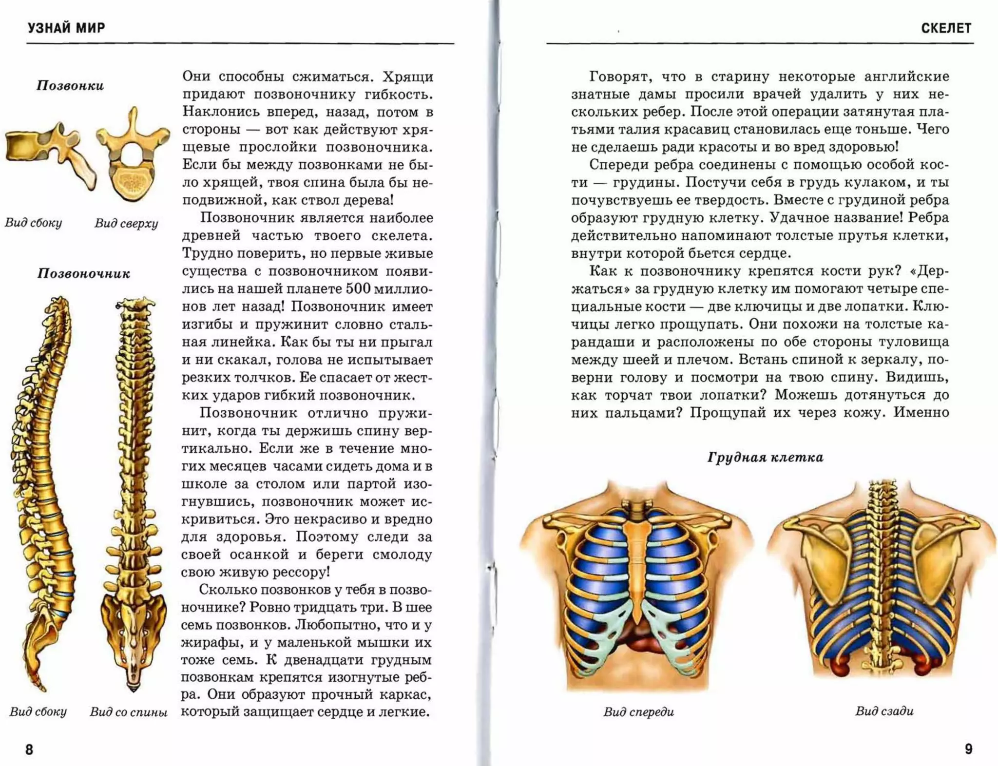 УЗНАЙ мир                                                                                                                         СКЕЛЕТ



                            Они способны сжиматься. Хрящи                       Говорят, что в старину некоторые          английские
       Позвоnкu
                            придают позвоночнику гибкость.                 знатные дамы просили врачей удалить у них не­
                            Наклонись вперед, назад, потом в               скольких ребер. После этой операции затянутая пла­
                            стороны   -    вот как действуют хря­          тьями талия красавиц становилась еще тоньше. Чего
                            щевые прослойки позвоночника.                  не сделаешь ради красоты и во вред здоровью!
                            Если бы между позвонками не бы­                     Спереди ребра соединены с помощью особой кос­
                            ло хрящей, твоя спина была бы не­              ти   -    грудины. Постучи себя в грудь кулаком, и ты
                            подвижной, как ствол дерева!                   почувствуешь ее твердость. Вместе с грудиной ребра

Вид сбоку    Вид сверху
                              Позвоночник является наиболее                образуют грудную клетку. Удачное название! Ребра
                            древней       частью   твоего   скелета.       действительно напоминают толстые прутья клетки,
                            Трудно поверить, но первые живые               внутри которой бьется сердце.
       позвоnочnuк          существа с     позвоночником     появи­             Как к позвоночнику крепятся кости рук? «Дер­
                            лись на нашей планете      500 миллио­         жатьсЯ»       за грудную клетку им помогают четыре спе­

                            нов лет назад! Позвоночник имеет               циальные кости         -   две ключицы и две лопатки. Клю­
                            изгибы и пружинит словно сталь­                чицы легко прощупать. Они похожи на толстые ка­
                            ная линейка. Как бы ты ни прыгал               рандаши и расположены по обе стороны туловища
                            и ни скакал, голова не испытывает              между шеей и плечом. Встань спиной к зеркалу, по­
                            резких толчков. Ее спасает от жест­            верни голову и посмотри на твою спину. Видишь,
                            ких ударов гибкий позвоночник.                 как торчат твои лопатки? Можешь дотянуться до
                              Позвоночник отлично пружи­                   них пальцами? Прощупай их через кожу. Именно
                            нит, когда ты держишь спину вер­

                            тикально. Если же в течение мно­
                                                                                                      Грудпая клетка
                            гих месяцев часами сидеть дома и в

                            школе за столом или партой изо­
                            гнувшись, позвоночник может ис­

                            кривиться. Это некрасиво и вредно
                            для здоровья. Поэтому следи за
                            своей осанкой и береги смолоду
                            свою живую рессору!
                                                                       ,
                              Сколько позвонков у тебя в позво­
                            ночнике? Ровно тридцать три. В шее
                            семь позвонков. Любопытно, что и у
                            жирафы, и у маленькой мышки их
                            тоже семь. К двенадцати грудным
                            позвонкам крепятся изогнутые реб­
                            ра. Они образуют прочный каркас,
Вид сбоку    Вид со спины   который защищает сердце и легкие.                       Вид спереди                          Вид сзади



   8                                                                                                                                      9

 