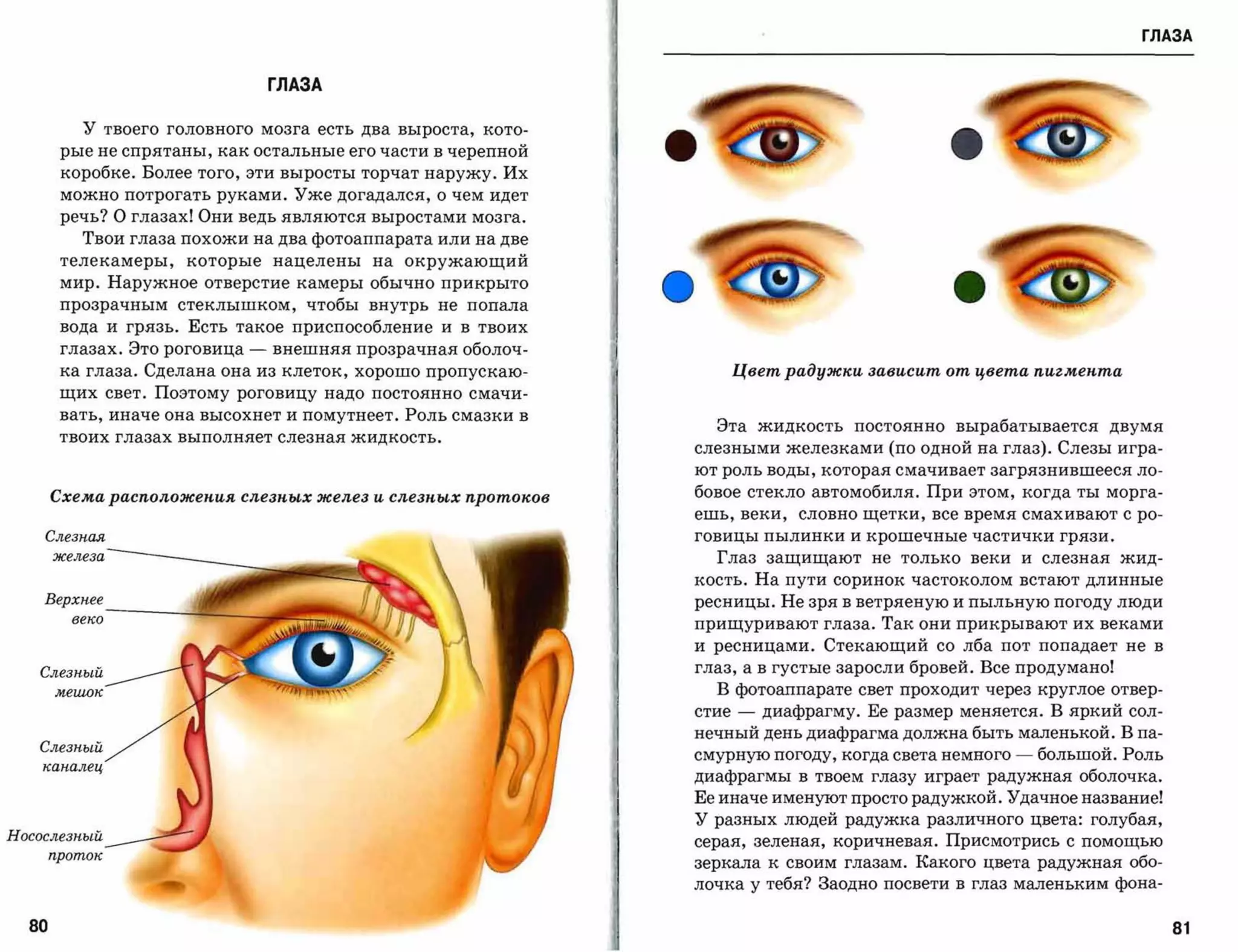 ГЛАЗА


                                      ГЛАЗА


          У твоего головного мозга есть два выроста, кото­
        рые не спрятаны, как остальные его части в черепной
        коробке. Более того, эти выросты торчат наружу. Их
        можно потрогать руками. Уже догадался, о чем идет
        речь? О глазах! Они ведь являются выростами мозга.
          Твои глаза похожи на два фотоаппарата или на две
        телекамеры,      которые      нацелены на окружающий
        мир. Наружное отверстие камеры обычно прикрыто
        прозрачным стеклышком, чтобы внутрь не попала
        вода и грязь. Есть такое приспособление и в твоих
        глазах. Это роговица      -   внешняя прозрачная оболоч­
        ка глаза. Сделана она из клеток, хорошо пропускаю­                Цвет радужки зависит от ц.вета nигмеnта
        щих свет. Поэтому роговицу надо постоянно смачи­
        вать, иначе она высохнет и помутнеет. Роль смазки в
                                                                     Эта жидкость постоянно вырабатывается двумя
        твоих глазах выполняет слезная жидкость.
                                                                   слезными железками (по одной на глаз). Слезы игра­
                                                                   ют роль воды, которая смачивает загрязнившееся ло­

       Схема расположепия слезnых желез и слезnых протоков         бовое стекло автомобиля. При этом, когда ты морга­
                                                                   ешь, веки,    словно щетки, все время смахивают с ро­

    Слезная                                                        говицы пылинки и крошечные частички грязи.

       железа                                                        Глаз защищают не только веки и слезная жид­
                                                                   кость. На пути соринок частоколом встают длинные
    Верхнее _ _ _ _ _   -"c~a.1
                                                                   ресницы. Не зря в ветряеную и пыльную погоду люди
         веко
                                                                   прищуривают глаза. Так они прикрывают их веками
                                                                   и ресницами. Стекающий со лба пот попадает не в
   Слезный                                                         глаз, а в густые заросли бровей. Все продумано!
       мешок                                                         В фотоаппарате свет проходит через круглое отвер­
                                                                   стие   -   диафрагму. Ее размер меняется. В яркий сол­
                                                                   нечный день диафрагма должна быть маленькой. В па­
   Слезный
                                                                   смурную погоду, когда света немного   -   большой. Роль
   каналец
                                                                   диафрагмы в твоем глазу играет радужная оболочка.
                                                                   Ее иначе именуют просто радужкой. Удачное название!
                                                                   У разных людей радужка различного цвета: голубая,
носослезный                                                        серая, зеленая, коричневая. Присмотрись с помощью
       проток
                                                                   зеркала к своим глазам. Какого цвета радужная обо­
                                                                   лочка у тебя? Заодно посвети в глаз маленьким фона­


  80                                                                                                                         81
 