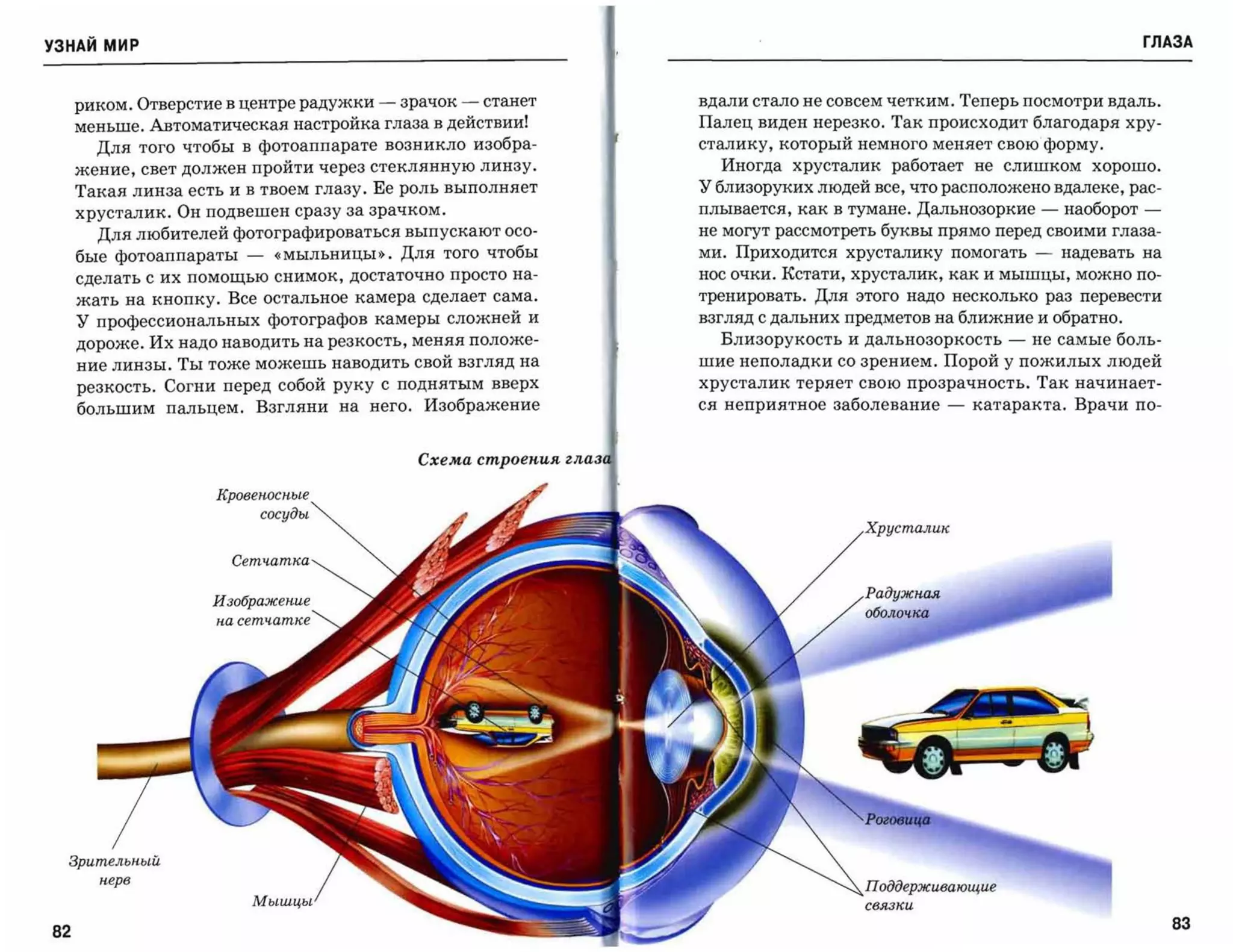 УЗНАЙ мир                                                                                                               ГЛАЗА



     риком. Отверстие в центре радужки   -   зрачок   -   станет    вдали стало не совсем четким. Теперь посмотри вдаль.
     меньше. Автоматическая настройка глаза в действии!             Палец виден нерезко. Так происходит благодаря хру­
       Для того чтобы в фотоаппарате возникло изобра­               сталику, который немного меняет свою форму.
     жение, свет должен пройти через стеклянную линзу.                Иногда хрусталик работает не слишком хорошо.
     Такая линза есть и в твоем глазу. Ее роль выполняет            у близоруких людей все, что расположено вдалеке, рас­
     хрусталик. Он подвешен сразу за зрачком.                       плывается, как в тумане. Дальнозоркие   -   наоборот­
       Для любителей фотографироваться выпускают осо­               не могут рассмотреть буквы прямо перед своими глаза­
     бые фотоаппараты   -    «мыльницы». Для того чтобы             ми. Приходится хрусталику помогать      -   надевать на
     сделать с их помощью снимок, достаточно просто на­             нос очки. Кстати, хрусталик, как и мышцы, можно по­
     жать на кнопку. Все остальное камера сделает сама.             тренировать. Для этого надо несколько раз перевести
     у профессиональных фотографов камеры сложней и                 взгляд с дальних предметов на ближние и обратно.
     дороже. Их надо наводить на резкость, меняя положе­              Близорукость и дальнозоркость    -   не самые боль­
     ние линзы. Ты тоже можешь наводить свой взгляд на              шие неполадки со зрением. Порой у пожилых людей
     резкость. Согни перед собой руку с поднятым вверх              хрусталик теряет свою прозрачность. Так начинает­
     большим пальцем. Взгляни на него. Изображение                  ся неприятное заболевание   -   катаракта. Врачи по­



                                              Схема строепия zлаз


                    Кровеnосные
                            сосуды


                      Сетч.атка


                    изображеnие
                    па сетч.атке




  Зрительnый
       nерв




82                                                                                                                            83
 
