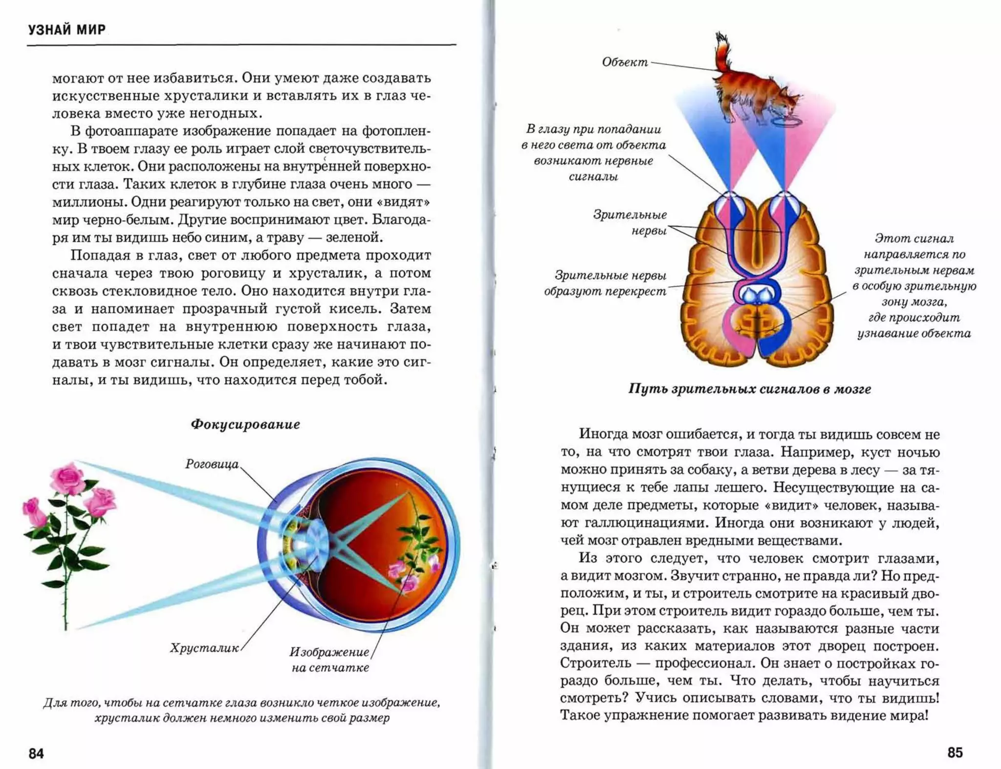 УЗНАЙ мир

                                                                                           Обоект
     могают от нее избавиться. Они умеют даже создавать
     искусственные хрусталики и вставлять их в глаз че­

     ловека вместо уже негодных.

       В фотоаппарате изображение попадает на фотоплен­                       в глазу при попадании


     ку. В твоем глазу ее роль играет слой светочувствитель­                  в нега света от обоекта


     ных клеток. Они расположены на внутренней поверхно­                        возникают нервные


                                                                                     сигналы

     сти глаза. Таких клеток в глубине глаза очень много­
     миллионы. Одни реагируют только на свет, они «видят»
                                                                                         Зрительные
     мир черно-белым. Другие воспринимают цвет. Благода­
                                                                                                 нервы-':::      ~
     ря им ты видишь небо синим, а траву      -   зеленой.                                                                                  Этот сигнал
       Попадая в глаз, свет от любого предмета проходит                                                                                 направляется по

                                                                                                                                       зрительным нервам
     сначала через    твою   роговицу   и   хрусталик,    а   потом                Зрительные нервы              .
     сквозь стекловидное тело. Оно находится внутри гла­                         образуют перекрест ~                                  в особую зрительную
                                                                                                                                              зону мозга,
     за и напоминает прозрачный густой кисель. Затем
                                                                                                                                            где происходит
     свет   попадет   на   внутреннюю       поверхность       глаза,
                                                                                                                                       узнавание обоек та
     и твои чувствительные клетки сразу же начинают по­

     давать в мозг сигналы. Он определяет, какие это сиг­
     налы, и ты видишь, что находится перед тобой.
                                                                                                Путь зрительnых сиг палов в мозге


                           ФОJCусироваnие
                                                                                       Иногда мозг ошибается, и тогда ты видишь совсем не
                                                                                    то, на что смотрят твои глаза. Например, куст ночью
                           Роговица
                                                                                    можно принять за собаку, а ветви дерева в лесу            -   за тя­
                                                                                    нущиеся к тебе лапы лешего. Несуществующие на са­
                                                                                    мом деле предметы, которые «видит»             человек, называ­

                                                                                    ют галлюцинациями. Иногда они возникают у людей,
                                                                                    чей мозг отравлен вредными веществами.
                                                                                       Из этого следует, что человек смотрит глазами,
                                                                       ,',.

                                                                                    а видит мозгом. Звучит странно, не правда ли? Но пред­
                                                                                    положим, и ты, и строитель смотрите на красивый дво­
                                                                                    рец. При этом строитель видит гораздо больше, чем ты.
                                                                                    Он может рассказать, как называются разные части
                       Хрусталик                                                    здания,     из       каких   материалов   этот дворец   построен.
                                            Изображение
                                            на сетчатке
                                                                                    Строитель        -    профессионал. Он знает о постройках го­
                                                                                    раздо больше, чем ты. Что делать, чтобы научиться

 Для того, чтобы на сетчатке глаза возниlCЛО четкое изображение,                    смотреть? Учись описывать словами, что ты видишь!
            хрусталик должен немного изменить свой размер                           Такое упражнение помогает развивать видение мира!


84                                                                                                                                                          85
 