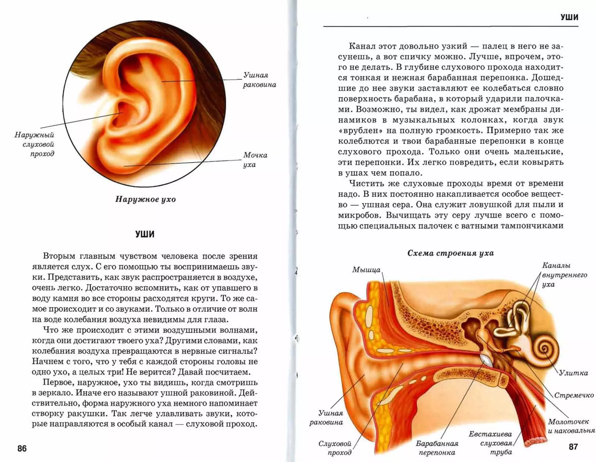 УШИ



                                                                                Канал этот довольно узкий   -   палец в него не за­
                                                                           сунешь, а вот спичку можно. Лучше, впрочем, это­
                                                                           го не делать. В глубине слухового прохода находит­
                                                            Ушная
                                                                           ся тонкая и нежная барабанная перепонка. Дошед­
                                                           раковина
                                                                           шие до нее звуки заставляют ее колебаться словно
                                                                           поверхность барабана, в который ударили палочка­
                                                                           ми. Возможно, ты видел, как дрожат мембраны ди­
                                                                           намиков      в   музыкальных   колонках,    когда   звук

                                                                           «врублен,) на полную громкость. Примерно так же
Наружный
 слуховой
                                                                           колеблются и твои барабанные перепонки в конце
     проход                                                                слухового прохода. Только они очень маленькие,
                                   ro:;, ,__         /     Мочка
                                                 7         уха
                                                                           эти перепонки. Их легко повредить, если ковырять
                                                                           в ушах чем попало.

                                                                                Чистить же слуховые проходы время от времени
                                                                           надо. В них постоянно накапливается особое вещест­
                        Наружное ухо
                                                                           во   -   ушная сера. Она служит ловушкой для пыли и
                                                                           микробов. Вычищать эту серу лучше всего с помо­
                                                                           щью специальных палочек с ватными тампончиками

                             УШИ


        Вторым главным чувством человека после зрения
                                        Схема строения уха

     является слух. С его помощью ты воспринимаешь зву­
                                                                       Каналы
                                                                                                                               внутреннего
     ки. Представить, как звук распространяется в воздухе,

                                                                                                                               уха
     очень легко. Достаточно вспомнить, как от упавшего в

     воду камня во все стороны расходятся круги. То же са­

     мое происходит и со звуками. Только в отличие от волн

     на воде колебания воздуха невидимы для г лаза.

        Что же происходит с этими воздушными волнами,
     когда они достигают твоего уха? Другими словами, как             '
     колебания воздуха превращаются в нервные сигналы?
     Начнем с того, что у тебя с каждой стороны головы не
     одно ухо, а целых три! Не верится? Давай посчитаем.
        Первое, наружное, ухо ты видишь, когда смотришь

     в зеркало. Иначе его называют ушной раковиной. Дей­
                                                                            Стремечко
     ствительно, форма наружного уха немного напоминает

     створку ракушки. Так легче улавливать звуки, кото­

     рые направляются в особый канал       -   слуховой проход.



86                                                                                                                                      87
 
