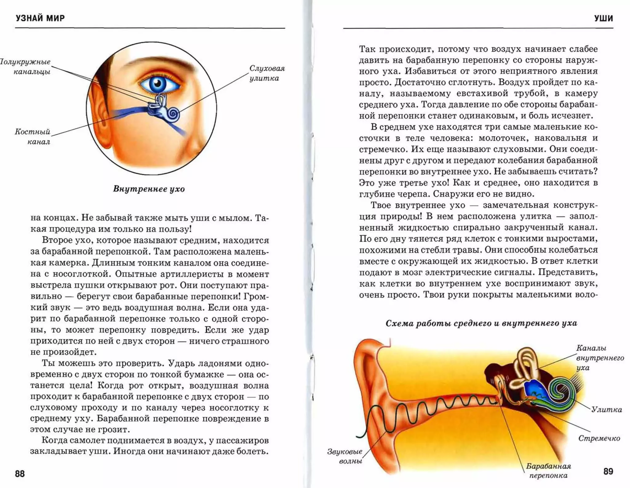 УЗНАЙ мир                                                                                                                                  уши




                                                                                 Так происходит, потому что воздух начинает слабее
Jолукружные                                                                      давить на барабанную перепонку со стороны наруж­
                                                              Слуховая
   канальцы
                                                                     ного уха. Избавиться от этого неприятного явления
                                                              улитка

                                                                                 просто. Достаточно сглотнуть. Воздух пройдет по ка­
                                                                                 налу,    называемому      евстахивой    трубой,   в камеру
                                                                                 среднего уха. Тогда давление по обе стороны барабан­
                                                                                 ной перепонки станет одинаковым, и боль исчезнет.
                                                                                   В среднем ухе находятся три самые маленькие ко­
   Костный
                                                                                 сточки    в   теле   человека:   молоточек,   наковальня     и
        канал
                                                                                 стремечко. Их еще называют слуховыми. Они соеди­
                                                                                 нены друг с другом и передают колебания барабанной
                                                                                 перепонки во внутреннее ухо. Не забываешь считать?
                                                                                 Это уже третье ухо! Как и среднее, оно находится в
                                Вкутреккее ухо
                                                                                 глубине черепа. Снаружи его не видно.
                                                                                   Твое внутреннее ухо        -   замечательная конструк­

        на концах. Не забывай также мыть уши с мылом. Та­                        ция природы! В нем расположена улитка             -   запол­
        кая процедура им только на пользу!                                       HeHHый жидкостью спирально закрученный канал.
           Второе ухо, которое называют средним, находится                       По его дну тянется ряд клеток с тонкими выростами,

        за барабанной перепонкоЙ. Там расположена малень­                        похожими на стебли травы. Они способны колебаться
        кая камерка. Длинным тонким каналом она соедине­                         вместе с окружающей их жидкостью. В ответ клетки
        на с носоглоткой. Опытные артиллеристы в момент                          подают в мозг электрические сигналы. Представить,
        выстрела пушки открывают рот. Они поступают пра­                 I
                                                                         ~
                                                                                 как клетки во внутреннем ухе воспринимают звук,

        вильно   -       берегут свои барабанные перепонки! Гром­                очень просто. Твои руки покрыты маленькими воло­

        кий звук     -    это ведь воздушная волна. Если она уда­
        рит по барабанной перепонке только с одной сторо­
                                                                                         Схема работы средкего и вкутреккего уха
        ны, то может перепонку повредить. Если же удар
        приходится по ней с двух сторон      -   ничего страшного
                                                                                                                                        Каналы
        не произойдет .
                                                                                                                                        внутреннего
           Ты можешь это проверить. Ударь ладонями одно­
                                                                                                                                        уха
        временно с двух сторон по тонкой бумажке        -   она ос­
        танется цела! Когда рот открыт, воздушная волна
                                                                             f
        проходит к барабанной перепонке с двух сторон        -   по      I
        слуховому проходу и по каналу через носоглотку к                                                                                      Улитка
        среднему уху. Барабанной перепонке повреждение в
        этом случае не грозит.

           Когда самолет поднимается в воздух, у пассажиров                                                                             Стремечко

        закладывает уши. Иногда они начинают даже болеть.


   88                                                                                                                                             89
 