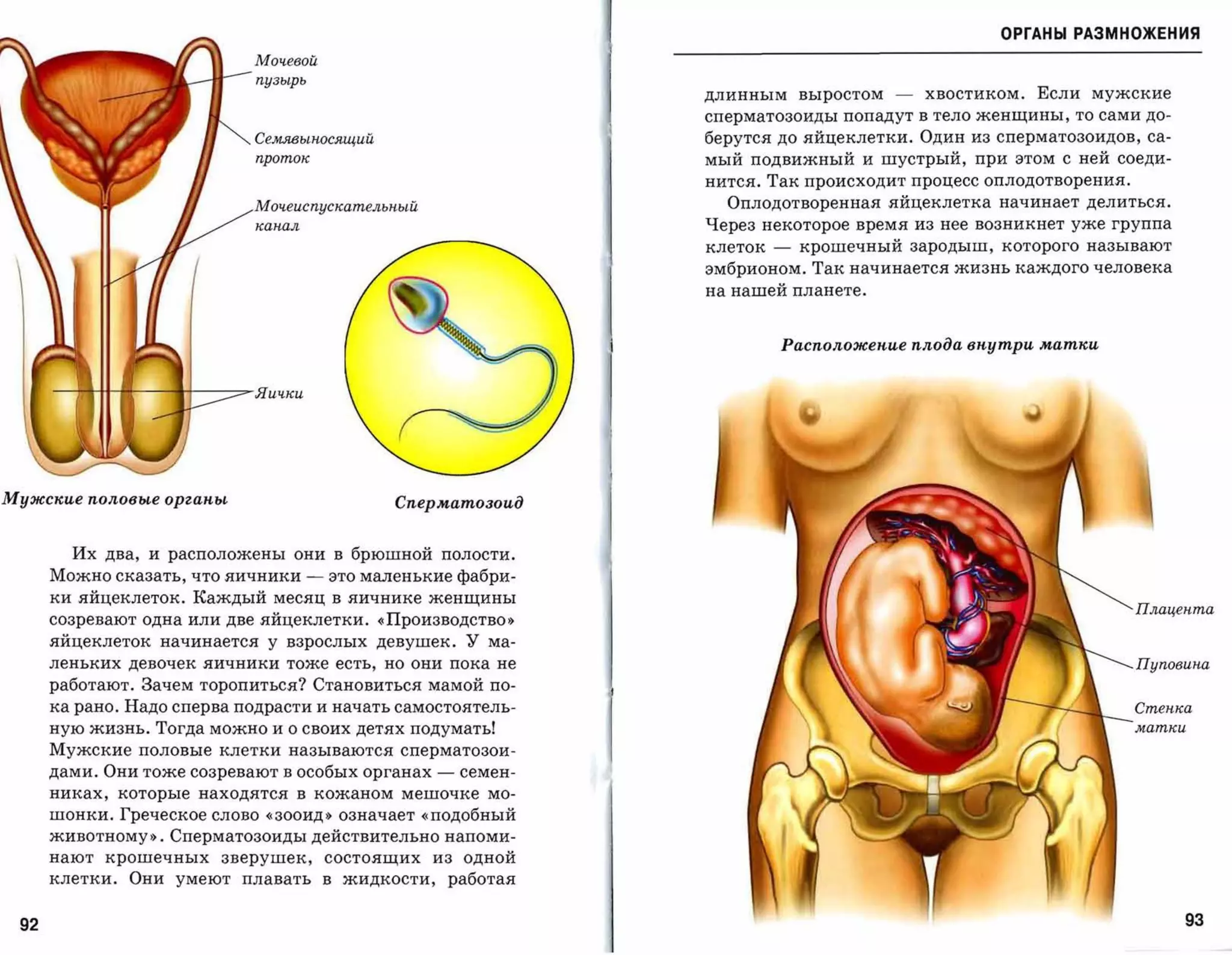 ОРГАНЫ РАЗМНОЖЕНИЯ

                                             Мочевой
                                             пузырь
                                                                                     длинным выростом        -   хвостиком. Если мужские
                                                                                     сперматозоиды попадут в тело женщины, то сами до­

                                             Се.lltЯ8ЫНОС,ящий                       берутся до яйцеклетки. Один из сперматозоидов, са­
                                             nротmс                                  мый подвижный и шустрый, при этом с ней соеди­
                                                                                     нится. Так происходит процесс оплодотворения.

                                             Мочеиспускательный                        Оплодотворенная яйцеклетка начинает делиться.
                                             канал                                   Через некоторое время из нее возникнет уже группа
                                                                                     клеток   -    крошечный зародыш, которого называют
                                                                                     эмбрионом. Так начинается жизнь каждого человека
                                                                                     на нашей планете.



                                                                                                  Расположение плода внутри матки


         "10 11   11I   •   j      ::::::>   Яички




Мужские половые органы                                             Сперматозоид


        Их два, и расположены                     они в брюшной полости.
      Можно сказать, что яичники                       -    это маленькие Фабри­
      ки яйцеклеток. Каждый месяц в яичнике женщины
                                                                                                                                     Плацента
      созревают одна или две яйцеклетки. «Производство»
      яйцеклеток начинается у взрослых девушек. У ма­
      леньких девочек яичники тоже есть,                         но они пока не                                                      Пуповина
      работают. Зачем торопиться? Становиться мамой по­
      ка рано. Надо сперва подрасти и начать самостоятель­                                                                           Стенка
      ную жизнь. Тогда можно и о своих детях подумать!                                                                               матки

      Мужские половые клетки называются сперматозои­
      дами. Они тоже созревают в особых органах                        -    семен­
      никах,      которые       находятся          в       кожаном мешочке     мо­

      шонки. Греческое слово «зооид» означает «подобный
      животному». Сперматозоиды действительно напоми­
      HaюT крошечных              зверушек,                состоящих   из   одной
      клетки.       Они умеют плавать в жидкости,                          работая


 92                                                                                                                                        93
 