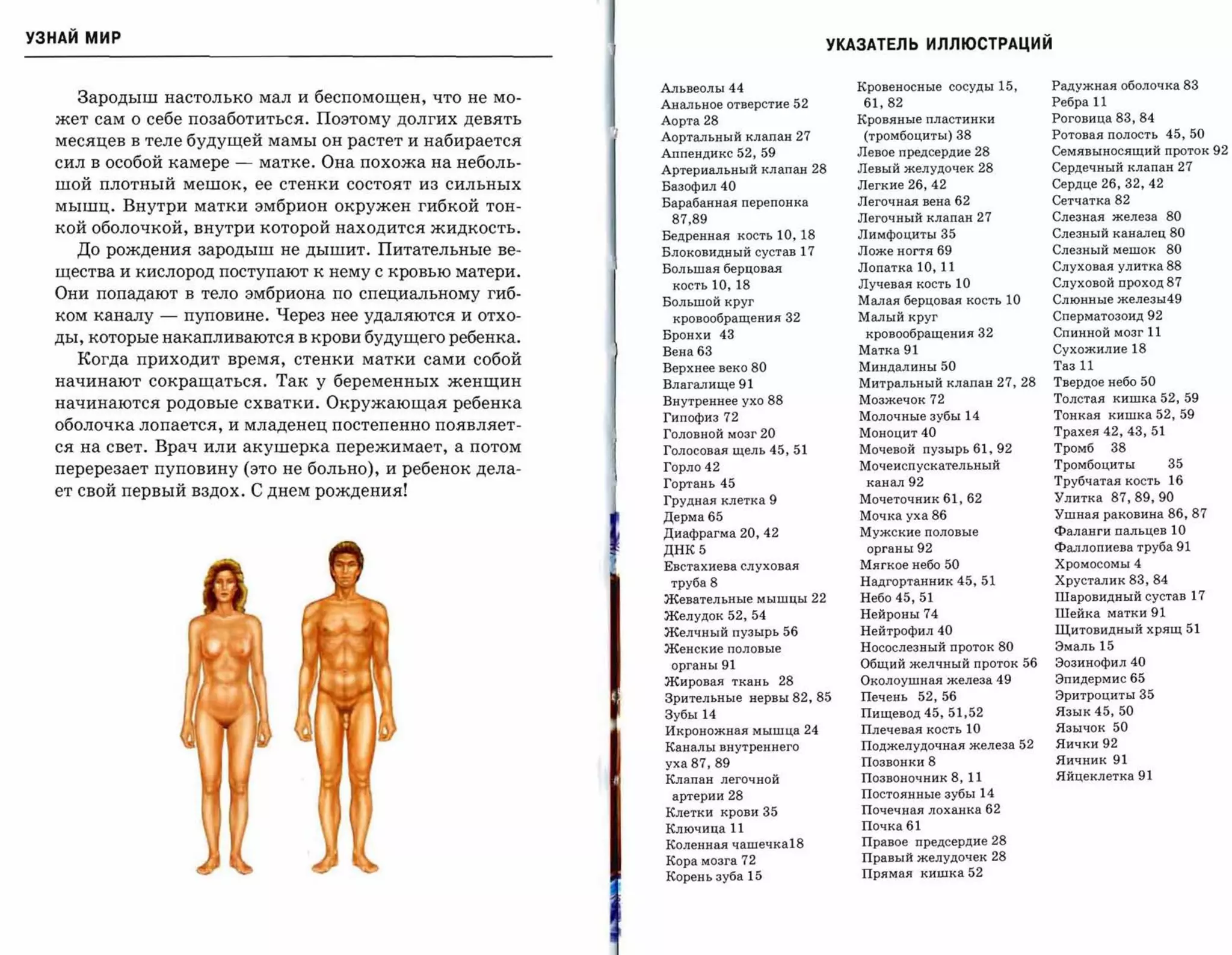 УЗНАЙ мир                                                                                              УКАЗАТЕЛЬ ИЛЛЮСТРАЦИЙ

                                                           Альвеолы       44
                            Кровеносные сосуды              15,
     Радужная оболочка         83

    Зародыш настолько мал и беспомощен, что не мо­         Анальное отверстие               52
           61,82
                                  Ребра   11

  жет сам о себе позаботиться. Поэтому долгих девять       Аорта   28
                                   Кровяные пластинки                       Роговица      83,84

                                                           Аортальный клапан                 27
          (тромбоциты) 38
                        Ротовая полость         45, 50

  месяцев в теле будущей мамы он растет и набирается
                                                           Аппендикс 52,          59
                    Левое предсердие 28
                     Семявыносящийпроток 92

  сил в особой камере   -   матке. Она похожа на неболь­   Артериальный клапан                    28
    Левый желудочек           28
            Сердечный клапан 27

  шой плотный мешок, ее стенки состоят из сильных          Базофил 40
                                   Легкие    26, 42
                        Сердце26, 32, 42

                                                           Барабанная перепонка
                         Легочная вена       62
                  Сетчатка82

  мышц. Внутри матки эмбрион окружен гибкой тон­
                                                            87,89
                                       Легочный клапан           27
            Слезная железа 80

  кой оболочкой, внутри которой находится жидкость.                                                      Лимфоциты 35
                            Слезный каналец 80

                                                           Бедренная кость10, 18

    До рождения зародыш не дышит. Питательные ве­          Блоковидный сустав 17
                        Ложе ногтя    69
                        Слезный мешок 80

                                                           Большая берцовая
                             Лопатка    10, 11
                       Слуховая улитка 88

  щества и кислород поступают к нему с кровью матери.
                                                            кость    10,18                                Лучевая   кость 1 О
                    Слуховой проход 87

  Они попадают в тело эмбриона по специальному гиб­                                                      Малая берцовая кость             10
     Слюнные железы49

                                                           Большой круг
  ком каналу   -   пуповине. Через нее удаляются и отхо­    кровообращения32
                             Малый круг
                             Сперматозоид92

                                                           Бронхи        43
                              кровообращения32
                       Спинной мозг      11

  ды, которые накапливаются в крови будущего ребенка.
                                                           Вена   63
                                     Матка   91
                             Сухожилие       18

    Когда приходит время, стенки матки сами собой                                                         Миндалины     50
                       Таз   11

                                                           Верхнее веко         80

  начинают сокращаться. Так у беременных женщин            Влагалище 91
                                  Митральный клапан              27,28
   Твердое небо     50

                                                           Внутреннее ухо             88
                 Мозжечок 72
                            Толстая кишка 52,
                                                                                                                                                        59

  начинаются родовые схватки. Окружающая ребенка
                                                           Гипофиз       72
                              Молочные зубы       14
                 Тонкая кишка
                                                                                                                                                   52,59

  оболочка лопается, и младенец постепенно появляет­                                                                               Трахея 42, 43, 51

                                                           Головной мозг          20
                     Моноцит 40

  ся на свет. Врач или акушерка пережимает, а потом        Голосовая щель          45,51
                 Мочевой пузырь 61, 92
   Тромб   38

                                                                                                          Мочеиспускательный
      Тромбоциты         35

  перерезает пуповину (это не больно), и ребенок дела­     Горло   42

                                                           Гортань   45
                                   канал 92
               Трубчатая кость 16

  ет свой первый вздох. С днем рождения!                                                                                           Улитка 87,89,90

                                                           Грудная клетка             9
                  Мочеточник 61,62

                                                           Дерма    65
                                   Мочка уха 86
            Ушная раковина 86, 87

                                                           Диафрагма 20,          42
                     Мужские половые
         Фаланги пальцев 10

                                                           ДНК5
                                           органы 92
              Фаллопиева труба 91

                                                           Евстахиева слуховая                            Мягкое небо 50
          Хромосомы 4

                                                            труба   8
                                    Надгортанник 45, 51
     Хрусталик 83,84

                                                           Жевательные мышцы                      22
     Небо 45,51
              Шаровидныйсустав 17

                                                           Желудок        52, 54
                         Нейроны 74
              Шейка матки 91

                                                           Желчный пузырь                  56
            Нейтрофил 40
            Щитовидный хрящ 51

                                                           Женские половые
                               Носослезный проток 80
   Эмаль 15

                                                            органы 91
                                    Общий желчный проток 56
 Эозинофил 40

                                                           Жировая ткань                28
               Околоушная железа 49
    Эпидермис 65

                                                           Зрительные нервы               82,85
          Печень 52, 56
           Эритроциты 35

                                                           Зубы    14
                                    Пищевод 45,51,52
        Язык 45,50

                                                           Икроножная мышца                      24
      Плечевая кость 10
       Язычок 50

                                                           Каналы внутреннего
                            Поджелудочная железа 52
 Яички 92

                                                           уха   87,89
                                   Позвонки 8
              Яичник 91

                                                           Клапан легочной
                               Позвоночник 8, 11
       Яйцеклетка 91


                                                            артерии 28
                                   Постоянные зубы 14

                                                           Клетки крови           35
                     Почечная лоханка 62

                                                           Ключица        11
                             Почка 61

                                                           Коленная чашечка18
                            Право е предсердие 28

                                                           Кора мозга          72
                        Правый желудочек 28

                                                           Корень зуба          15
                       Прямая кишка 52

 