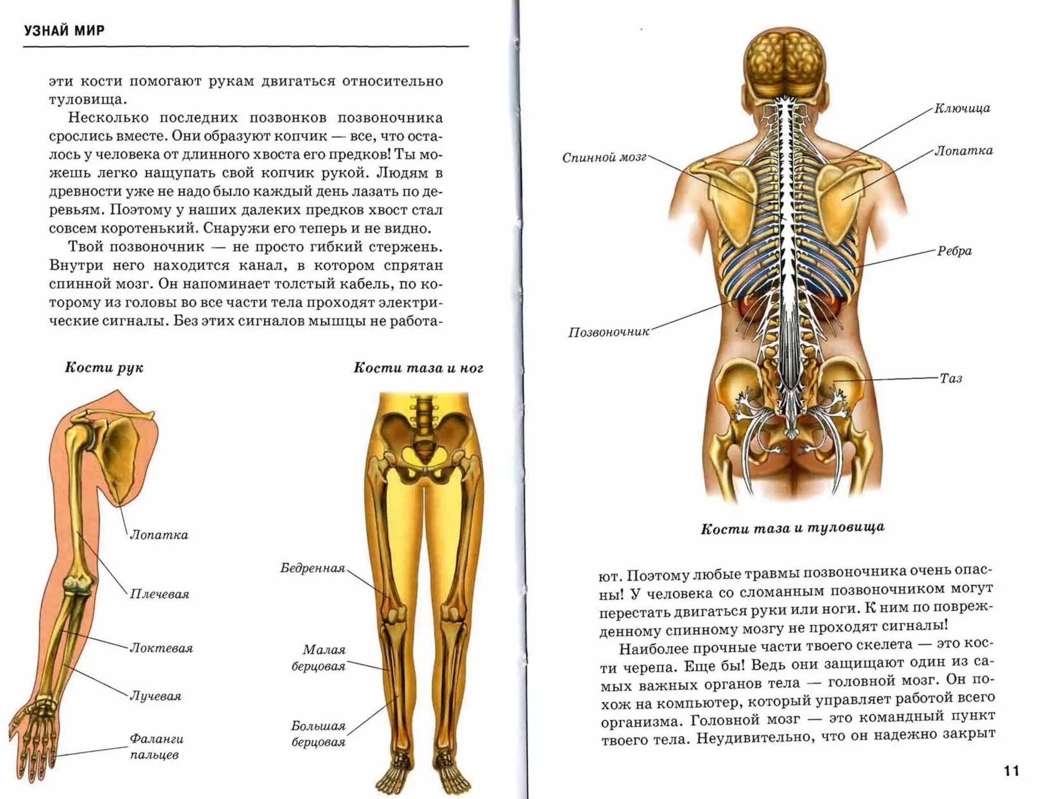 УЗНАЙ мир



  эти   кости помогают   рукам двигаться относительно

  туловища.
                                                                                                                     Ключuца
    Несколько     последних    позвонков       позвоночника
  срослись вместе. Они образуют копчик     -    все, что оста­
  лось у человека от длинного хвоста его предков! Ты мо­                                                             Лоnат/{а
                                                                   сnuнной мозг
  жешь легко нащупать свой копчик рукой. Людям в
  древности уже не надо было каждый день лазать по де­
  ревьям. Поэтому у наших далеких предков хвост стал
  совсем коротенький. Снаружи его теперь и не видно.
    Твой позвоночник     -   не просто гибкий стержень.                                                              Ребра
  Внутри него находится канал, в котором спрятан
  спинной мозг. Он напоминает толстый кабель, по ко­
  торому из головы во все части тела проходят электри­

  ческие сигналы. Без этих сигналов мышцы не работа­
                                                                   позвоночнu/{



    Кости рук                                   Кости таза и nог
                                                                                                        ,)}          Таз




                                                                                     Кости таза и туловища



                                  Бедренная
                                                                        ют. Поэтомулюбые травмы позвоночникаочень опас­
                                                                        ны! У человека со сломанным позвоночником могут
                                                                        перестатьдвигатьсяруки или ноги. К ним по повреж­
                                                                        денному спинному мозгу не проходят сигналы!
                                     Малая                                 Наиболее прочные части твоего скелета -   это кос­
                                    берцовая                            ти черепа. Еще бы! Ведь они защищают один из са­
                                                                        мых важных органов тела - головной мозг. Он по­
              Лучевая                                                   хож на компьютер, который управляет работой всего
                                    Большая
                                                                        организма. Головной мозг - это командный пункт
                                    берцовая
                                                                        твоего тела. Неудивительно, что он надежно закрыт

                                                                                                                                11
 