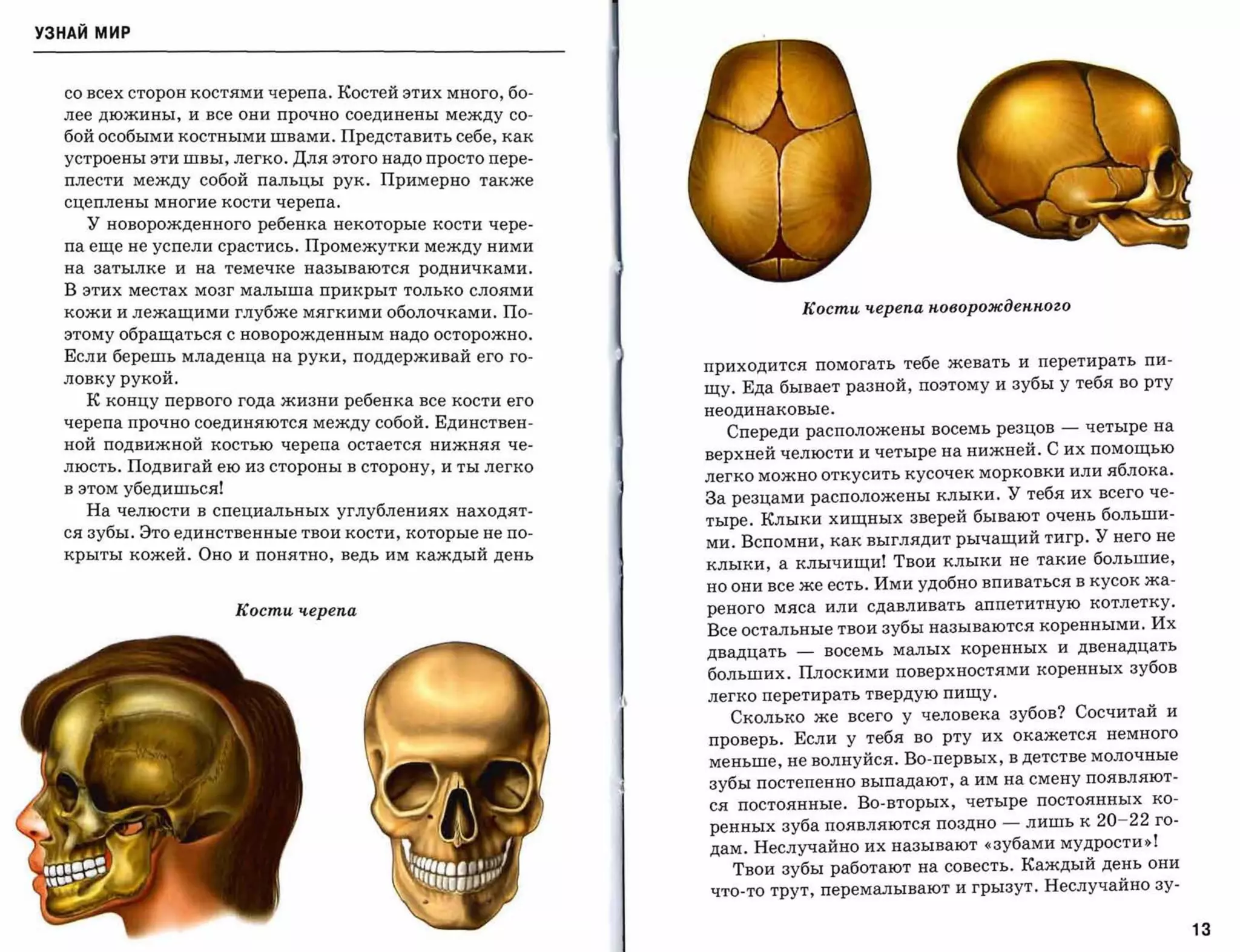 УЗНАЙ мир



  со всех сторон костями черепа. Костей этих много, бо­
  лее дюжины, и все они прочно соединены между со­

  бой особыми костными швами. Представить себе, как
  устроены эти швы, легко. Для этого надо просто пере­
  плести между собой пальцы рук. Примерно также
  сцеплены многие кости черепа.

       у новорожденного ребенка некоторые кости чере­
  па еще не успели срастись. Промежутки между ними
  на   затылке   и   на   темечке   называются   родничками.

  В этих местах мозг малыша прикрыт только слоями
  кожи и лежащими глубже мягкими оболочками. По­                          Кости черепа новорожденного
  этому обращаться с новорожденным надо осторожно.
  Если берешь младенца на руки, поддерживай его го­            приходится помогать тебе жевать и перетирать пи­
  ловку рукой.
                                                               щу. Еда бывает разной, поэтому и зубы у тебя во рту
       К концу первого года жизни ребенка все кости его
                                                               неодинаковые.
  черепа прочно соединяются между собой. Единствен­
                                                                 Спереди расположены восемь резцов    -   четыре на
  ной подвижной костью черепа остается нижняя че­              верхней челюсти и четыре на нижней. С их помощью
  люсть. Подвигай ею из стороны в сторону, и ты легко
                                                               легко можно откусить кусочек морковки или яблока.
  в этом убедишься!                                            За резцами расположены клыки. У тебя их всего че­
       На челюсти в специальных углублениях находят­
                                                               тыре. Клыки хищных зверей бывают очень больши­
  ся зубы. Это единственные твои кости, которые не по­         ми. Вспомни, как выглядит рычащий тигр. У него не
  крыты кожей. Оно и понятно, ведь им каждый день              клыки, а клычищи! Твои клыки не такие большие,
                                                               но они все же есть. Ими удобно впиваться в кусок жа­

                           Кости черепа                        реного мяса или сдавливать аппетитную котлетку.
                                                               Все остальные твои зубы называются коренными. Их
                                                               двадцать   -   восемь малых коренных и двенадцать
                                                               больших. Плоскими поверхностями коренных зубов
                                                               легко перетирать твердую пищу.
                                                                 Сколько же всего у человека зубов? Сосчитай и
                                                               проверь. Если у тебя во рту их окажется немного
                                                               меньше, не волнуйся. Во-первых, в детстве молочные
                                                               зубы постепенно выпадают, а им на смену появляют­
                                                               ся постоянные. Во-вторых, четыре постоянных ко­
                                                               ренных зуба появляются поздно - лишь к 20- 2 2 го­
                                                               дам. Неслучайно их называют «зубами мудрости»!
                                                                 Твои зубы работают на совесть. Каждый день они
                                                               что-то трут, перемалывают и грызут. Неслучайно зу­

                                                                                                                      13
 
