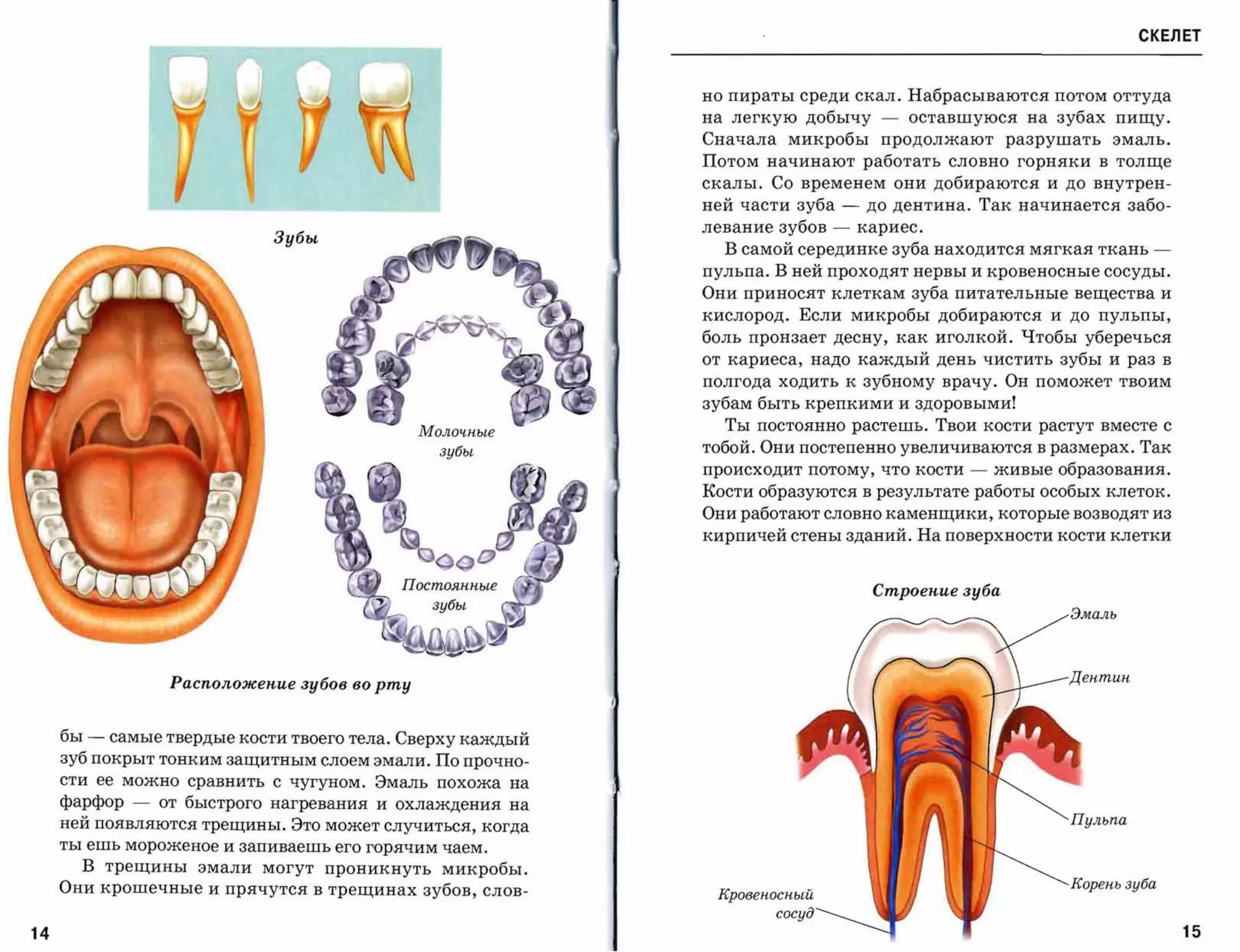 СКЕЛЕТ



                                                           но пираты среди скал. Набрасываются потом оттуда
                                                           на легкую добычу          -   оставшуюся на зубах пищу.
                                                           Сначала микробы           продолжают разрушать эмаль.
                                                           Потом начинают работать словно горняки в толще
                                                           скалы. Со временем они добираются и до внутрен­
                                                           ней части зуба      -    до дентина. Так начинается забо­
                                                           левание зубов   -       кариес.
                             Зубы
                                                             В самой серединке зуба находится мягкая ткань         ­
                                                           пульпа. В ней проходят нервы и кровеносные сосуды.
                                                           Они приносят клеткам зуба питательные вещества и
                                                           кислород. Если микробы добираются и до пульпы,
                                                           боль пронзает десну, как иголкой. Чтобы уберечься
                                                           от кариеса, надо каждый день чистить зубы и раз в
                                                           полгода ходить к зубному врачу. Он поможет твоим
                                                           зубам быть крепкими и здоровыми!

                                               Молочные
                                                             Ты постоянно растешь. Твои кости растут вместе с

                                                 зубы      тобой. Они постепенно увеличиваются в размерах. Так
                                                           происходит потому, что кости       -   живые образования.
                                                           Кости образуются в результате работы особых клеток.
                                                           Они работают словно каменщики, которые возводят из
                                                           кирпичей стены зданий. На поверхности кости клетки



                                                                                    Строеnuе зуба
                                                                                                         Эмаль




                   Расnоложеnuе зубов во рту



     бы ­ самые твердые кости твоего тела. Сверху каждый
     зуб покрыт тонким защитным слоем эмали. По прочно­
     сти ее можно сравнить с чугуном. Эмаль похожа на
     фарфор   -   от быстрого нагревания и охлаждения на
     ней появляются трещины. Это может случиться, когда                                                  Пульпа

     ты ешь мороженое и запиваешь его горячим чаем.

       В трещины эмали могут проникнуть микробы.
     Они крошечные и прячутся в трещинах зубов, слов­                                                    Корень зуба



14                                                                                                                     15
 