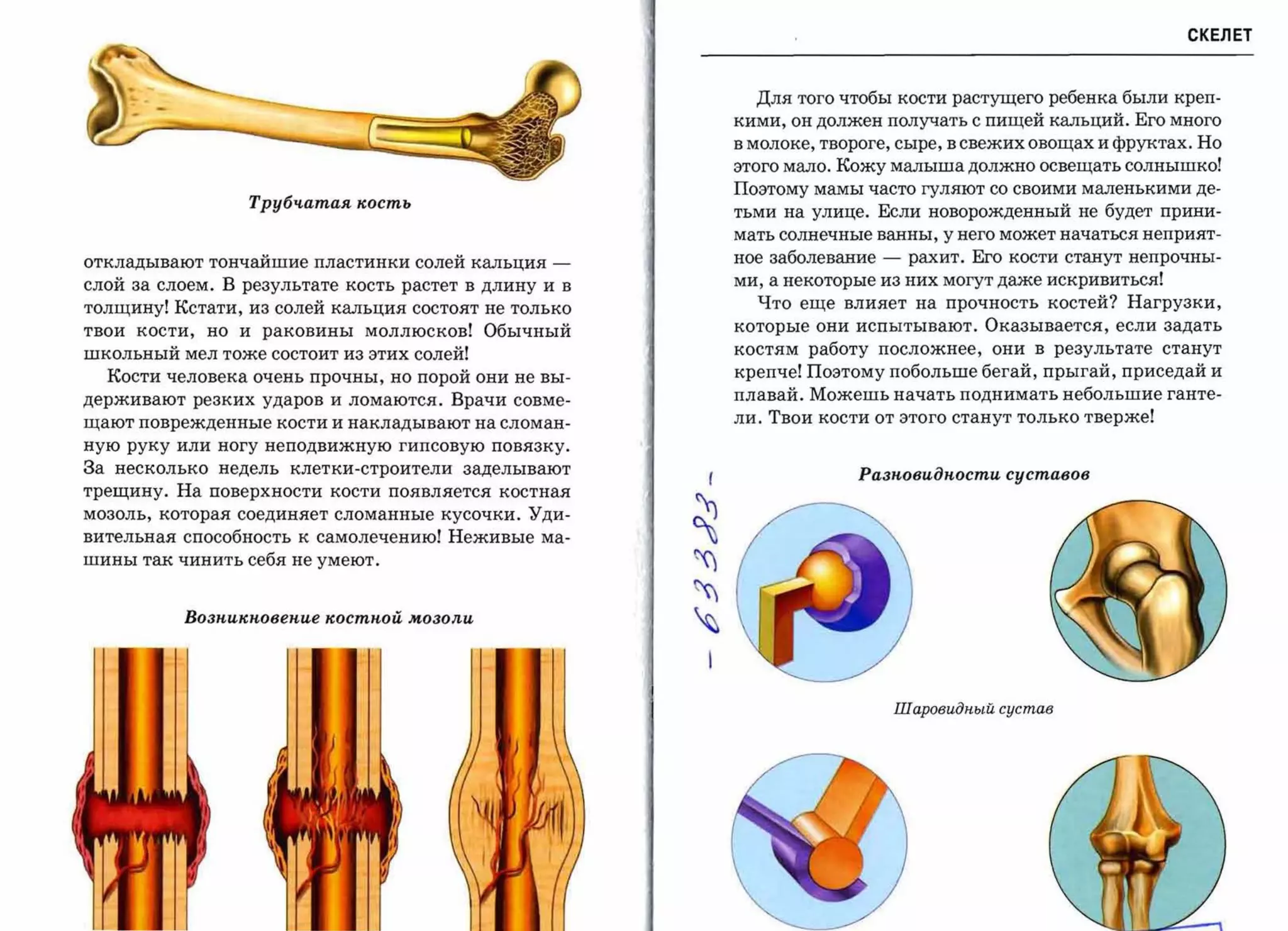 СКЕЛЕТ



                                                              Для того чтобы кости растущего ребенка были креп­
                                                            KиMи' он должен получать с пищей кальций. Его много
                                                            в молоке, твороге, сыре, в свежих овощах и фруктах. Но
                                                            этого мало. Кожу малыша должно освещать солнышко!
                                                            Поэтому мамы часто гуляют со своими маленькими де­
                 Трубч-атая кость
                                                            тьми на улице. Если новорожденный не будет прини­
                                                            мать солнечные ванны, у него может начаться неприят­

откладывают тончайшие пластинки солей кальция     ­         ное заболевание   -    рахит. Его кости станут непрочны­

слой за слоем. В результате кость растет в длину и в        ми, а некоторые из них могут даже искривиться!

толщину! Кстати, из солей кальция состоят не только           Что еще влияет на прочность костей? Нагрузки,

твои кости,   но и раковины моллюсков! Обычный              которые они испытывают. Оказывается, если задать

школьный мел тоже состоит из этих солей!                    костям работу посложнее, они в результате станут

  Кости человека очень прочны, но порой они не вы­          крепче! Поэтому побольше бегай, прыгай, приседай и

держивают резких ударов и ломаются. Врачи совме­            плавай. Можешь начать поднимать небольшие ганте­

щают поврежденные кости и накладывают на сломан­
                                                            ли. Твои кости от этого станут только тверже!

ную руку или ногу неподвижную гипсовую повязку.

За несколько недель клетки-строители заделывают         (                Разnовидnости суставов
трещину. На поверхности кости появляется костная
мозоль, которая соединяет сломанные кусочки. Уди­
вительная способность к самолечению! Неживые ма­       ~

шины так чинить себя не умеют.                         ~
                                                       ~
          Возnикnовеnие костnой мозоли
                                                       ~


                                                                                  шаровuдный сустав
 