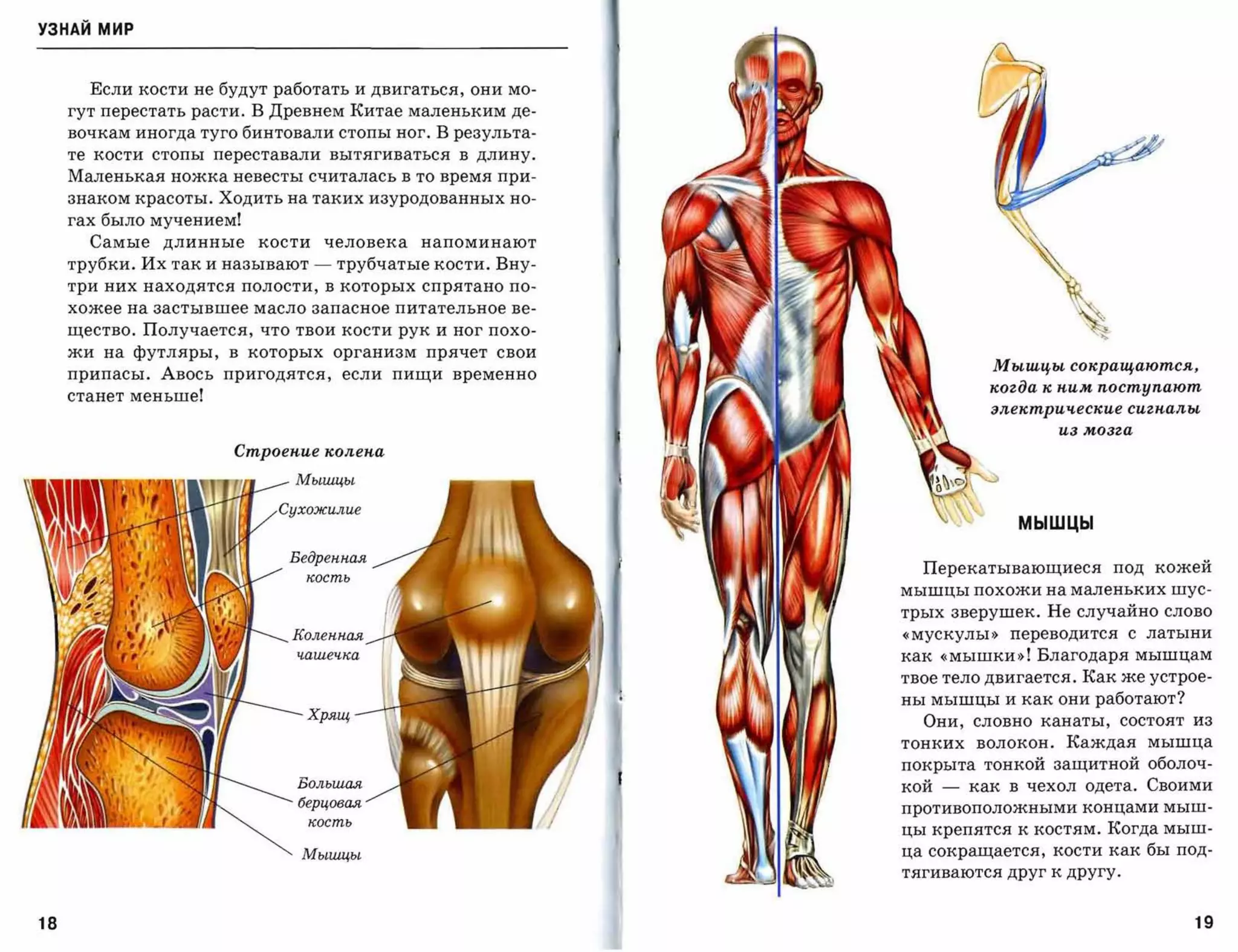 УЗНАЙ мир



          Если кости не будут работать и двигаться, они мо­
     гут перестать расти. В Древнем :Китае маленьким де­
     вочкам иногда туго бинтовали стопы ног. В результа­
     те   кости   стопы   переставали вытягиваться      в длину.

     Маленькая ножка невесты считалась в то время при­
     знаком красоты. Ходить на таких изуродованных но­
     гах было мучением!
          Самые    длинные    кости       человека   напоминают
     трубки. Их так и называют        -    трубчатые кости. Вну­
     три них находятся полости, в которых спрятано по­

     хожее на застывшее масло запасное питательное ве­

     щество. Получается, что твои кости рук и ног похо­
     жи на футляры, в которых организм прячет свои
                                                                               Мышцы сокращаются,
     припасы. Авось пригодятся, если пищи временно
                                                                               когда к пим поступают
     станет меньше!
                                                                               электрические сигпалы

                                                                                        из мозга

                            Строеnие колеnа

                                  Мышцы



                                                                                  мышцы

                                 Бедренная
                                                                     Перекатывающиеся        под кожей
                                   кость
                                                                   мышцы похожи на маленьких шус­

                                                                   трых зверушек. Не случайно слово
                                 Коленная                          «мускулы»     переводится   с   латыни

                                  чашеч-ка                         как «мышки»! Благодаря мышцам
                                                                   твое тело двигается. :Как же устрое­
                                                                   ны мышцы и как они работают?
                                   Хрящ
                                                                     Они, словно канаты, состоят из
                                                                   тонких    волокон.   :Каждая    мышца
                                                                   покрыта тонкой защитной оболоч­
                                  Большая                          кой   -   как в чехол одета. Своими
                                  берцовая
                                                                   противоположными концами мыш­
                                   кость
                                                                   цы крепятся к костям. :Когда мыш­
                                  Мышцы                            ца сокращается, кости как бы под­
                                                                   т ягиваются друг к другу.




18                                                                                                     19
 