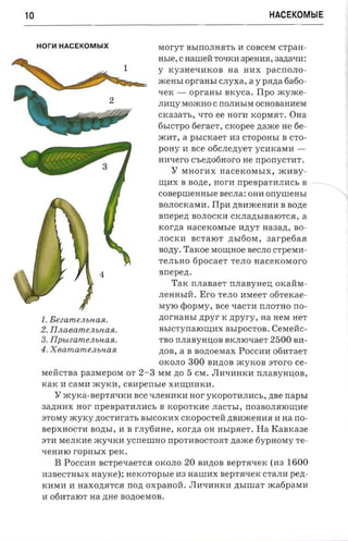 10                                                                            HACEKOMblE


     Honl HACEKOMblX                   MoryT BbIIIOJIHR:Tb H COBceM CTpa H ­
                                       nsre , C nameii TOqKH 3peHHH, aazra-nr :
                         1             y    KY3He'{HKoB aa HHX pacno.no ­
                  ~?~itJ~1I=t:         .lKeHbI   opran sr crryxa, a      y   pa na 6a6o­
        ....:;~.~-                     '{eK -     opraasr nxyca.          I lp o .lKY.IKe-

                                       JIH IJ;y MO.IKHO C rrOJIHbIM OCHOBaHHeM

                                       CKa3aTb, 'ITO ee         nor-a   Ko pMRT. OH a

                                       6bICTpO 6eraeT,          crcopee ,n;a.IKe   He 6e ­

                                       .lKHT, a      p srcx a er H 3 CTO pOHbI     B CTO ­ 

                                       pony      H   s ee   06CJIe,n;yeT yCHKaMH ­

                                       HHqerO C'he,n;o6Horo He           nponycr-ar,

                                            Y   MHorHX         nacexorasrx ,     .lKH BY-
                                       I.IJ;HX B Bo,n;e, HorH rrpeBpaTHJIHCb B - - -__
                                       coaepureinn.re Be CJI a: OHH orrynrem.r
                                       BOJIOCKaMH. ITP H ,n;BH.lKeHHH B              sone
                                       snepen        B OJI OCK H CKJIa,n;bIBaIOTcR, a
                                       xorna      aacexorasre      H,n;yT n a a a n , B O­
                                       JIOCKH BCTaIOT .n; bI 6 0 M , aarpefiaa
                                       sozry.Tax oe MOI.IJ;HOe BeCJIO crpexra ­
                                       TeJIb HO fipocae r TeJIO  aacexoxoro
                       4               s nepen .
                                            T a K n .n aa a e r rr JI a B y H eIJ; oKallM ­
                                       JIeHHb Ill.     Ero    TeJIO HMeeT 06TeKae ­
                                       MyIO C Op M y , nee qaCTH nJIOTHO no-
                                            p
     1. Beeam enunan.                  nornausr ztpyr K          npyry, na HeM HeT
     2. n x oe amen unasi.             BbIcTyrraIOI.IJ;HX BbIpOCTOB .          Cexienc-
     3. Tlpeieameiu.n an .             TBO rrJI a B yHIJ;OB BKJI lO'I a e T    2500 B H-
     4 . Xearnamenunasi                ,n;OB, a B sozroevrax P OCCH H 06HTaeT
                                      OKOJIO 300 B H ,n;OB .lKyKOB aroro ce ­
      MellcTBa paa srepow OT      2-3 M M zro 5 CM . JIHqH HKH nJIaByHIJ;OB,
      KaK H caMH .lKyKH,       csnpensre XHI.IJ;HHKH .
         Y .lKyKa-BepTRqKH see 'IJIeHHKH nor yKOpOTHJIHCb, zrse napsr
      3a,D;HHX n o r npeuparn.nacs B Ko pOTKHe JIaCTbI, rr03BOJIRIOI.IJ;He
      3TOMy .lKyKy ,n;OCTHraT b BbICOKHX cxopocreir ,n;BH.lKeHHH H na rro ­
      BepXHOCTH BO,n;bI, H B r JI y 6HH e , x o rn a OH HbIpReT. Ha RaBKa3e
      3TH MeJIKHe .lKyqKH ycrreunro npOTH BOCTOHT .n;a.IKe 6ypHOMY Te ­
      qeHHIO   rop u srx   perc.
         B   P OCCH H BC TpeqaeTCR OKOJIO    20 BH,n;OB seprrr-rex ( H 3 16 00
      H3BeCTH bI X   n ay x e): nexoropsre H3 HaWHX seprsrsex CTaJIH pert­
      KHMH H H a xo,n;R T CR n o n o xpa aori . JIH'I H HKH       zrsrur ar   .lKa6paMH
      H 06HTaIOT na nne a o n o e xr oa .
 