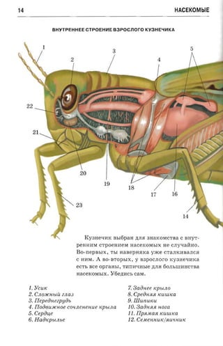 14                                                                                    HACEKOMblE


                  BHYTPEHHEECTPOEH~EB3POCnOrOKY3HE~~KA




     22




                                                19
                                                                         17




                                     K Y3H eQ H K BbI6p a H ,ll;JUf 3 HaK OMCTBa C BHyT­
                                  p e H H HM CT pOe HI1eM H a ceKOMbI X H e CJIyQ aHH O .
                                  BO -IIepBbI X, TbI H aB epHRK a y xce CTaJIKI1 B aJICR
                                  c HI1M.   A B O -BTOP bI X, Y B 3p OCJIOro KY3H e tI I1Ka
                                  ecrr, see  opraasr, TI1II I1qHbl e ,ll;JIR 6 0 JI hlll I1H CT B a
                                  n a cexosna x . Y6e,ll;H Cb care .


     1. YCUK                                                 7. S aonee   IC bLJl O
                                                                            P
     2 . CJl OJIC Hb LU ZJl a 3                             8 . Cpeon sui KUUL Ka
     3. Tlepeoneepuiu.                                      9 .lliunuKu
     4 . JIoo6U JlCHO e co unene n ue         «pecna        10. 3aOHJl.fl noza
     5 . Cepoue                                             11. JIpJl.MaJl KUULlca
     6. Haincpu .nee                                        12.Ce.M eHHuK/ JlU'lHUK
 