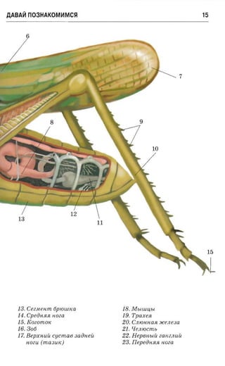 AABA~n03HAKOM~MC~                                         15




                                                      7




                                              10




                                                           15

                                                               L
  13. Ceemenm. 6PlOWIW           18. MbLWLI,bL
  14 . Cpeiiusuc «o ea           19. Tpaxen
  15. Eo eomo«                   20. Cntonnasi »cenesa
  16.306                         21. Hemocmu
  17. Bepxnuii cucmae saiinei:   22. Hepen.uii ZaNZJLUU
      «oeu (masu«)               23. JIepeaHHH NOW
 