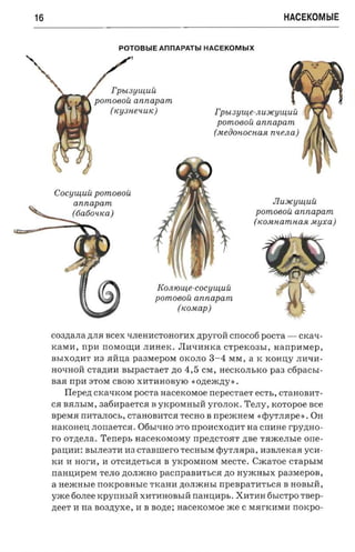 16                                                                            HACEKOMblE


                           POTOBblE AnnAPATbl HACEKOMblX




                         rpbl3YU~UU
                  pOm080U annapam
                     (Ky3He'lUK)                           Tpu .sinuenu.nqnuui:
                                                            pOm080U a nnapam
                                                           (.MeOOHOCHa.R nuena]




     COCYU~UU pOm080U
            a nnapam                                                       Jluscuiu ui:
           (tiatio-uca}                                                pOm080U annapam
                                                                      (KO.MHamHa.R .Myxa)




                                      Eoiuouie-coc uuiuti
                                      pomoeoii annapam
                                          (KO.Map)


     C03,l1.aJIa ,lI.JI5IBCeX tIJIeHIICTOHOrIIX .n;pyroH crroco6 pOCTa -          CKa tI­
     KaMI1, npn rrOMO~H JIHHeIC JIIItIIIHKa CTpeK03bI, aanpmeep ,
     BbIXO,ll.l1T H3 5IHlI,a paarsepore OKOJIO            3-4   MM, a K KOHlI,y JIHtIH ­
     HOtIHOH craziaa       a srpacr ae r   ,lI.O   4,5   CM, HeCKOJIhKO pas    cfipacsr­
     Ba5I npII ::lTOM CBOIO XII TIIHOBYIO « o.n;eiK,lI.y » .
         Ilepen CKalJKOM pOCTa nacexonoe nepec'raer ec-n., CTaHOBHT­
     C5I B5IJIbIM, 3a6IIpaeTC5I B yKpOMHbIH yrOJIOK. TeJIy, xoropoe nee
     BpeM5I rrHTaJIOCh, CTaHOBHTC5I Te CH O B rrpeacnesr «cPYTJI5Ipe ». OH
     HaKOHeI.J; JIOrraeTC5I . 06bPIHO ::lTO n p o n o x o mrr na cnnne rpymro­
     r o OT,lI.eJIa. 'I'en e p s nacercoreosry npe.n;CT05IT zrse T5IiKeJIble one­
     pa n na : BbIJI e 3 TII 1I3 craa urero TeCHbIM <pyTJI5Ipa, H3BJIeKa5I yCI1 ­
     KH II HorII, H OTCII.n;eTbC5I B yKpOMIIOM MeCTe .                Cacaroe crapsrre
     n a aua p e v TeJIO ,lI.OJIiKHO pacnpaam-sca no HYiKHbIX paaxrepon ,
     a H e iKH hl e   rrorcpoaasre   TKaHII .n;OJIiKHbI npeBpaTIITbC5I B HOBbIH,
     YiKe 60JIee KpynHhIH XHTIIHOBbIH namraps. XIITHH 6hICTPO raep­
     neer II na aoazryxe , H B sone : nacexojaoe xce C M5IrKHMH noxpo­
 