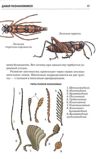 AABA~ n03HAKOM~MCSl                                                                          17




                                                           JIU'iUHKa cap a nu u



            JIU'iUHIW
  cmpeK03bl -KOpOMblCJW




   BaMH 6e 33aW;I1THo . B OT no-reray npa JIHHhl<e eMy rpetiyerc a yx ­
   POMHhlH yrOJIOK .
       Pa3Bl1TH e rne CTHHorHX npOHCXO,ll;HT             xepea cepmo nocrrezro­
   BaTeJIhHhlX JIHHeK.          H acex orasre nO,ll;pa3,ll;eJISIlOTCSI na zrae r pyrr­
   rrsr -    C n OJI H hlM H   H e n OJI H hlM npenpamemrera.


                               nmbl YCIiIKOB HACEKOMblX
                                                                   1. Illem un oeuiin u ii
                                                                   2. Hum eeuincuii
                 2                                                 3. B YJW808Ua Hblu
                                                                   4. Iluiuocaniui:
                                                                   5. Fp eoenn am uu
                                                                   6. Konewcamuii
                                                                   7. Ilnocmusocaniuii
                                                                   8. Konetocamo­
                                                                      6YJW808UaHblu
                                                                   9. B y .na 8 0 8 u a H bl u­
                                                                   uiem unoeuihcuii
            1
 