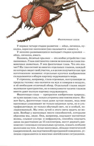 t:PacemO'lHbLe ZJW3a


   Y nepnsrx tIeThlpe CTa,n:YIH pa3BHTH.fl -       .flHU;O, JIHtIYIHKa, xy­
KOJIKa, B3pOCJIOe   nacexosroe     (OHO naasraaerca «HMaro »).
   Y   HenOJIHO pa3BHBaIOIJJ;HXC.fl   asrnarraer cranna KyKOJIKH           ­
.flHU;O, JIHtIYIHKa, HMaro.
   Haxonen, decsiniuii npU3HaK - 3TO ocofioe yCTpOHCTBO rJIa3
HaceKOMhIX.  I'naaa IIIeCTYIHOrHX COBceM He nOXOJKH na r.naaa n03­
BOHOtIHhIX JKHBOTHhIX. Y HHX rpace-ronnsre rnaaa. qTO 3TO 3Ha­
tIHT? Hx rJIa3 COCTOHT H3 MHorHX OT,n:eJIhHhIX rJIa3KOB, KaJK,n:hIH
H3 KOTOphIX BH,n:HT CBOH YtIaCTOK, a B u;eJIOM nOJIYtIaeTC.fl KaK       npa
H3rOTOBJIeHYIH M03aHKH: OT,n:eJIhHhle KyCOtIKH H306paJKeHH.fl
CKJIa,n:hIBaIOTC.fl B 06IJJ;YIO KapTHHy oKpyJKaIOIJJ;erO MHpa.
   Y   CTpeK03hI, HaIIpHMep, r.naaa       or-posrasre.   BhlcTynaIOIJJ;He aa
npezte.nsr rOJIOBhI: OHa OXOTHTC.fl aa MYX H IWMapOB B aoazryxe ,
YI eH He06xo,n:HM OTJIHtIHhIH 0630p. OT,n:eJIhHhIH rJIa30K BH,n:YIT
MaJIeHhKOe npocrpancrao, HO B conorcymrocr a ThIC.fltIH r JIa3KOB
BMeCTe ,n:aIOT rrOJIHyIO KapTYIHy oKpYJKaIOIJJ;ero.
   <PaceTOtIHhIe r-naaa -     npexpacnoe YI306peTeHHe            npnpozn,r ,
He xyxce HaIIIHX rJIa3, TOJIhKO     ycrpoerrsr   OHYI COBceM arra-re. Mo­
JKeT 6bITh, rpace rova sre r-naaa zraxce JIytIIIIe HallIHX, Be,n:b HMH
nacexoxn.re YJIaBJIHBaIOT He TOJIbKO BH,n:HMble JIytIYI, HO H yJIh­
rpadiaoneronsre: He TOJIbKO 06bltIHhIH CBeT, HO H OC06bIH, no­
JI.flpH30BaHHhIH. MbI 3TH X JIytIeH YI aroro CBeTa BH,n:eTb He MO­
JKeM. Boo6IJJ;e y   aacercosrsrx   MHoro cnocotiaocrea, KOTOpbIMH
06,n:eJIeHhI MhI, JIIO.n:YI. OHYI, narrparaep, OIJJ;yIJJ;aIOT MarHYITHhle
BOJIHhI, CJIhlIIIaT YJIhTpa - YI YIHeppa3ByKH,     cnocotiasr    OIJJ;yIJJ;aTh
aarrax na paCCTO.flHHH no     15   KHJIOMeTpOB, MoryT ,n:epJKaTb pan­
HOBCCHe C IIOMOIJJ;bIO CrreU;HaJIhHhIX oprarroa, ocaaa'rs OC06hIMH
BOJIOCKaMH aa TeJIe.   A eIJJ;e aacercorasie,    ofinazraa reHeTHtIeCKOH
(3aKpenJIeHHOH, HaCJIe,n:cTBeHHoH) rrpor-parajaoil noaeneuaa, yc­
neumo CnpaBJI.flIOTC.fl co MHorHMH JKHTeHCKHMH CYITyaU;H.flMYI.
 