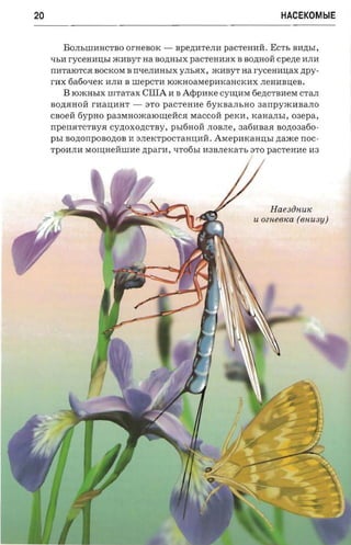 20                                                                           HACEKOMblE


         B OJI b IIIIIH CT B O OrHeBOK -   Bp e.n;IIT e JIII paCTeHIIH . E CT b BII.n;bI,
     'lblI ryceHIIIJ;bI .iKIIByT aa BO.n;Hb[X paCTeHIISX B BO.n;HOH cpene IIJIII
     rrlITaJOTCS BOCKOM B rr'le JI IIH b I X yJIb SX , .iKIIByT   na ryceHII IJ;aX .n;py­
     PIIX 6a6o'leK IIJIII B IIIe p CT II lO.iKHOaMepIIKaHCKIIX JIeH IIB IJ;eB.
        B lO.iKHbIX IIITaTaX    ClflA II B A rppmce CY~IIM 6e.n;CTBlIeM CTaJI
     B O,n;S H OH r lIaIJ;IIHT - a TO pacreune 6yKBaJIbHO 3arrpY.iKIIBaJIO
     CBoeH 6ypHO p a3MH O.iKa lO ~ e H CS M a CCOH peKII, KaHaJI b I, oaepa,
     rrpen a -rcr nva cy,n;OXO,n;CTBy, pbI6HOH JIOBJIe, aafinnaa sozrosaoo­
     PbI s onorrpoa onon II 3JIeKTpOCTaHIJ;IIH. AMepIIKaHIJ;bI naxce noc­
     TPOIIJIII MO~ HeHllllIe ztparn , 'lTo6bI 1I3BJIeKaTb aTO pac-re nne H3




                                                                          Haesiinuic
                                                                     U OZHe6ICa (6H U3Y)
 