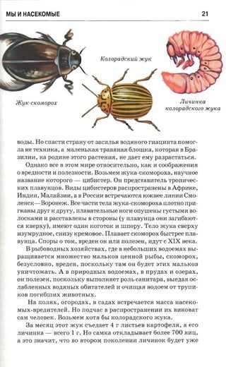 Mbl ~ HACEKOMblE                                                         21




                                 KOJlopaaCIWU JlCyJ<




  IKy J<-C J<O;IWpOX                                           Jluuuntca
                                                         J<OJlOpaaCICOZO JlCYlCa




   BO.n;bI. Ho crracrn crpany OT3aCMJIb5I Bo.n;5IHOrO rHau.MHTa nOMor­
   JIa He TeXHHKa, a MaJIeHbKa5I TpaB5IHa5I6JIOlllKa, KOTOpa5I B Bpa­
   3HJII1H, aa poztrrae aroro pacreana, He naer exry paapacra-rsca.
       O.n;HaKO see B 3TOM MMpe OTHOCI1TeJIbHO, KaK M coofipaxcenna
   ° Bpe.n;HOCTM H nOJIe3HOCTM. B03bMeM »cyxa-cxosropoxa, nay-moe
   Ha3BaHMe xoroporo - u.M6MCTep. OH npe.n;CTaBI1TeJIb rponaxec­
   KMX nJIaByHu.OB. BI1,n;bI u.116HCTepOB pacnpocrpaaensr B Arppmce,
   MH.n;HH, MaJIall3HM, a B POCCHM acrpevarorca roxcaee JIHHHHCMO­
   JIeHCK-BopOHelK. Bee qaCTH TeJIaxcvxa-cxoesopoxa nJIOTHO npn­
   rnaasr zrpyr K npyry, nnaaare.nsnsre nora orrynrema rYCTbIMM BO­
   JIOCKaMI1 H paCCTaBJIeHbI B CTOpOHbI (y rurasynna OHH 3arH6alOT­
   ca xsepxy), I1MelOT O,n;I1H KorOTOK H wnopy. TeJIo xcyrca cnepxy
   H3yMpy.n;Hoe, CHl13Y xperaosoe. IIJIaBaeT CKOMOpOX 6bICTpee rtna­
   syana. Cnopsr 0 TOM, npenen OH HJIM nOJIe3eH, M.n;YT C XIX sexa.
       B PbI6oBO.n;HbiX xoaaacrnax, rne B He60JIbWHX nonoewrax BbI­
   paru.I1BaeTC5I MHomeCTBO MaJIbKOB u.eHHoll pbI6bI, CKOMOpOX,
   6e3yCJIOBHO, speztea , nOCKOJIbKY TaM OH 6y.n;eT 3Tl1X MaJIbKOB
   YHMqTOmaTb. A B npaponusrx nczroesrax , B npyzrax H osepax ,
   OHnOJIe3eH, nOCKOJlbKY asmomraer POJIbcamrrapa, asiezraa oc­
   JIa6JIeHHbIX BO.n;5IHbIX 06l1TaTeJIeM H onnrnaa sonoera OTTpynH­
   KOB nOrl16WMX mI1BOTHbIX.
        Ha nOJI5IX, oropozrax, B cazrax BCTpeqaeTC5I Macca uacexo­
   Mblx-Bpe.n;HTeJIeM. Ho nozrsac B pacnpocrpaaeaan I1X BI1HOBaT
   cars qeJIOBeK. B03bMeM XOT5I 6bI KOJIOpa.n;CKoro xcyrca.
       3a MeC5Iu. 3TOT lKyK c-sezraer 4 r JIHCTbeB KapTo<peJI5I, aero
   JIMql1HKa - acero 1 r. Ho caxnca OTKJIBAbIBaeT 60JIee 700 5IMU.,
   a 3TO 3Haq11T, qTO BO BTOpOM llOKOJIeHHI1 JIHqHHOK 6y.n;eT yxce
 