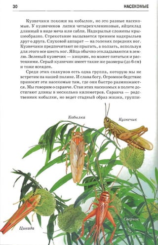 30                                                                    HACEKOMblE


        KY3HetIHKH rrOXOmH na K06hIJIOK, HO 3TO               paaasre   HaCeKO­
     Mhle.   Y   Ky3HetIHKOB JIarrKH tIeThlpeXtIJIeHHKOBhle, .HHIIeKJIa,L(
     ,L(JIHHHhIH B BH,L(e MetIa HJIH Ca6JIH. Ha,L(KphIJIh.H CJIOJKeHhI     xpsr­
     We06pa3HO. CTpeKOTaHHe BbI3bIBaeTC.H TpeHHeM Ha,L(KphIJIheB
     zrpyr 0   zrpyra , CJIyXOBOH annapar ­     aa rOJIeH.HX nepezmnx HOI'.
     KY3HetIHKH npezmovararor He rrpsu-a'rs, a rrOJI3aTb, HCrrOJIh3y.H
     ,L(JI.H aroro see urecrr, HOI' . 5IHIIa 06hltIHO OTKJIa,D;hIBaIOTC.H B 3eM­
     JIIO. 3eJIeHhIH Ky3HetIHK ­     XHIIIHHK, HO MomeT rrHTaThC.H H pac­
     TeHH.HMH.     Cepsrii Ky3HetIHK   HMeeT TaKHe me       paasrepsr (,L(O 6 CM)
     H Tome BCe.H,L(eH .
        Cpe,L(H 3TH X cxaxyaoa eCTh O,L(Ha rpyrrrra, KOTOpyIO MbI He
     BCTpeTHM na nanren rrOJI.HHe.     H   CJIaBa 6ory .   Orposmoe 6e,L(CTBHe
     rrpHHOC.HT 3TH    nacexosrsre   TaM, rne OHH 6bICTPO pa3MHomaIOT ­
     C.H. MbI rOBopHM 0 capaaxe . CTaH3THX HaceKOMbIX B rro.ne-re ,L(O­
     CTHraIOT ,L(JIHHbI B HeCKOJIbKO KHJIOMeTpOB .          Capaaxa ­     PO,L(C­
     TBeHHHK Ko6bIJIKH, HO Be,L(eT CTa,D;HbIH 06pa3 mH3HH, rpynrra­




                                   Ko6blJtlW
 