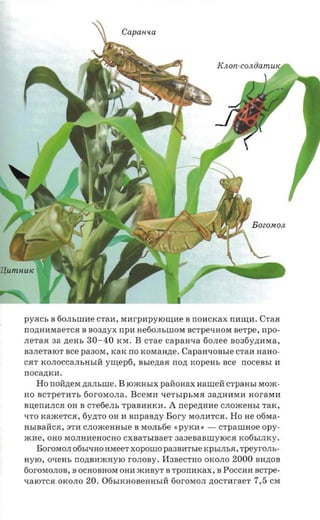 Capauua




pyacs B 60JIhIlIHe CTaH, MHrpHpYIO~HeB lIOHCKax lIH~H. CTaH
lIo,n:HHMaeTCH B sosnyx npn He50JIhIlIOM BCTpeqHOM nerpe, npo­
JIeTaH aa ,n:eHh   30-40     KM. B crae capaaxa 60JIee B035y,n:HMa,
B3JIeTaIOT see pa30M, KaK lIO KOMaH.n;e.        Capaavonsre CTaH HaHO­
CHT KOJIOCCaJIhHhIW yrnepfi,      nsreztasr   non xopem, nee noceasr H
nocaznca.
   Ho lIoH,n:eM zransnre .   B IOmHhlX paiionax nameii CTpaHhI Mom­
HO BCTpeTHTh 60rOMOJIa. BceMH qeThlphMH 3a,n:HHMH HoraMH
Bu;elIHJICH OH B cTe6eJIh TpaBHHKH.       A    nepezrane CJIOmeHhI TaK,
qTO KameTCH, 6y,n:TO OH H nnpaszry Bory MOJIHTCH. Ho He o5Ma­
HhIBaWCH, 3TH CJIOmeHHhle B MOJIh6e           «pyxa » -   CTpaUIHoe opy­
mHe, OHO MOJIHHeHOCHO CXBaThIBaeT 3a3eBaBIlIYIOCH Ko6hIJIKy.
   BOrOMOJI 06hlqHO HMeeT xoponro paasm-ue KPhIJIhH, rpeyro.ns ­
HyIO, OqeHh lIo,n:BHmHyIO rOJIOBy. I13BecTHO OKOJIO          2000   BH,n:OB
60rOMOJIOB, B OCHOBHOM OHH mHByT B TpOlIHKax, B POCCI1I1 BCTpe­
qaIOTCH OKOJIO     20.   06hIKHoBeHHhlw 60rOMOJI ,n:OCTHraeT        7,5   CM
 