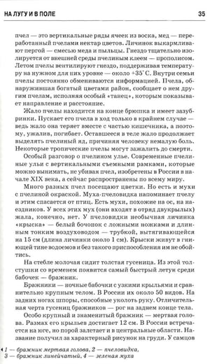 HA llyry ~ B nona                                                                                35


        n'ieJI -      0'1'0 BepTliKaJIhHhl e PH,lJ;hl HqeeK M3 BOCK a, Me,lJ; -         nepe­
        pa6 0TaHHhlll nqeJIaMM aexrap IJ;BeTOB. JIM'iliHOK BhIKapMJIMBa­
        IO T neprori -      CMeCbIO Me,lJ;a li nbIJIhIJ;bI. rHe3,lJ;0 TIIJ;aTeJIbHO nao ­
        nnpverca 0'1' BHeuIHell cpezrsr rr'ieJIMHhIM K JleeM -                 npOrrOJIliCOM.
        JIeToM rr'i e JIbI BeHTliJIMpYIOT rHe3,lJ;0, nonnepxomaa reraneparv ­
                                                                       0
        p y aa Hy)KHOM ,lJ;JIH HliX ypoaae -           OKOJIO+ 3 5 C. Bayrpa ceMhli
        nqeJIbI nOCTOHHHO 06MeIIMBalOTCH                IfH<p0pMaIJ;liell. Ilne.na, 06­
        Hapy)KMBUJaH 60raThIll IJ;BeTaMM paitou, coofirnaer 0 HeM ,lJ;py­
        rIiM rr-re.nara, liCrrOJIHHH OC06hIll «TaHeIJ; '>, KOTOpbIM                norcaasrsa­
        er nanp aaneane li paCCTOHHlie.
             maJIO n'ieJIhl HaXO,lJ;IiTCH na KOHI~e fiprorrrrca Ii IiMeeT 3a3y6­
        paruca.       Ilvcxaer ero rrve.na B    XO,lJ; TOJIbKO B KpallHeM crryuae ­
        Be,lJ;b )KaJIO OHa r e p a e r BMec're C 'iaCTbIO KIillieqHliKa, a noaro ­
        M Y, y)KaJII1B,     rror-nfiae-r. OCTaBweeCH      B TeJIe )KaJ!O npono.nacaer
        BbI,lJ;eJIHTb rr'ieJIliHblll H,lJ;, npIi'iliHHH 'ieJIOBeKY HeMaJIyIO 60JIh.
        He xoropsie        rporra-recxae    nxensr     MoryT 3~aJIIiTh,lJ;0 CMepTI1.
               OC06bIll paaronop 0 rrqeJIIiHOM YJIhe.            Cospersemn.ie         nxerra­
        asre     yJIbIi C BepTIiKaJIhHblMli CbeMHbIMli paMKaMIi,                    rcoropsre
        MO)KHO BhIHliMaTh, He y 6 IiBa H rrsen, naotipereasr B POCCIiI1 B aa ­
        xane     XIX sexa, a CellqaC pacnpocrpaaensi no scersy MliP Y.
             Macr-o pa3HhIX nqeJI noceuraror IJ;BeTKli. Ho ec'rs li MyXli
        C rrqeJIliHOll orcpacrcoii. Myxa-n-renoaamca narrcsnraaer rrse.ny
        li o T liM cnacaerca 0'1' rrmn . ECTh MyXli, noxoxcae na OC, aa aa ­
        e3,lJ;HliKOB. "Y scex arnx MYX (oaa BXO,lJ;HT B OTpH,lJ; ,lJ;BYKPhlJIbIX)
        :>I<aJIa, KOHeqHO, HeT.         Y   rrqeJIOBli,lJ;Kli He06hl'iHaH JIli'iliHKa
        «KphICKa,> -         6eJIhlll 60qOHOK C JIO)KHhIMli HO)KKaMIi li ,lJ;JIHH ­
        HblM TOHKliM B03,lJ;yxOBO,lJ;OM -              Tpy6KOll, BhITHrHBaIO~ellCH
        aa     15   CM (,lJ;JIliHa JIli'iHHKH OKOJIO   1 CM).   KPhI CKli )KHByT B rHli ­
        IO~ell TliHe BO,lJ;OeMOB li 6e3 raxoro npacrrocotinenna liM He 060ll­
        TliCh .
               Ha cTe6JIe MOJIOqaH CH,lJ;HT TOJICTaH r-ycennna.                113 aTOll   'l'OJI­
        c r y uncu co speraenesr nOHBliTCH caMhII1 6hICTphlll JIeTyH cpenn
        6a60qeK -         6pa)KHliK.
               Bpaxcmnc a -      HOqHhle 6a60'lKli C Y3KliMH KPhIJIhHMIi Ii cpas­
        UHTeJIhHO KpynuhIM TeJIOM.             B POCCHH        nx OKOJIO      50   Bli,lJ;OB. Ha
        3a,lJ;HIiX nor-ax    umopsr , cnocotinsre yKOJIOTb PYKY.               OTJIIiqliTeJIh­
        HaH xepra rycemm 6pa)KHliKOB -                  por na 3a,lJ;HeM KOHIJ;e TeJIa.
               Oc060 KpynHbIll H 3HaMeHIiThIll 6pa)KHIiK -                   MepTBaH rOJIO­
        sa .   Paaxrax     ero KphIJIheB ,lJ;OCTIiraeT    12    CM .   B   POCCIiIi acrpe-ra ­
        eTCH na to re, HO nopoii aaneraer li B          uea'rpanaasre 06JIaCTIi.            Ha­
        asaaae nOJIyqIiJI aa       xaparcrepnsrn pHCyHOK aa rpyznr . Y caMIJ;OB
4   1 - 6paJ/CHUIC u epmeasi ean oea, 2 - nu enoeuiitca,
    3 - 6paJ/CHulC n une ioi am u iu, 4 - 3e.nefiaR sujxa
 