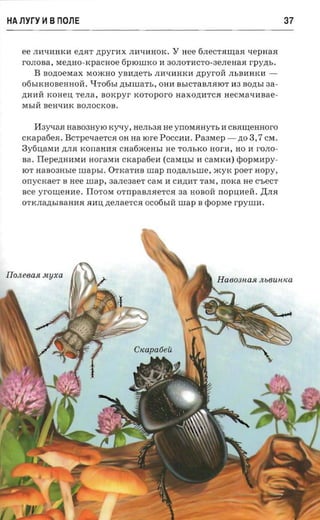 HA Ilyry 11 B nons                                                                               37


    ee JIHtIIiHKH ertar npyrnx JIIi tIHHOK .          Y ne e   6JleCT .HI.u;a.H x e p n aa
    rOJIOBa , Me,n:HO-KpaCHoe 6PlOWKO H 30JIOTHCTO -3eJIeHa.H r p y zrs.
        B sozroeraax MOJKHO yBIi,n: eTb JIIitIHHKIi zrpyrori JIbBHHKH ­
    06bIKHO BeHHO:H . QTo6hI zrsnuarr., OHIi BhICTaBJI.HlOT H3 B O.n;bI aa­
    ,n: IiH K OH e.u; T eJIa, soxpyr xorop o ro Haxo,n:HTC.H HeCMatIHBae­
      H
    M hI:H BeHtIHK BOJIOCK OB .


        I13yqaJI HaB03HYlO rcy-ry, H CJI b 3.H H e y110M.HHyTh H CB.HII.J;eHHOrO
    cxapatiea . BCTpCtIaeTC.H OH n a tore P OCCH Ii. Pa3MCp -               ,n: o   3 , 7 CM .
    3 y 6 .u;aMH ,n:JI.H KOl1aH H.H cHa6meHhI He TOJIbKO nor-a, H O H rOJIO­
    s a. IIepe,n:HHMH nor'axrn crcapafien         (carausr H     ca MKH) ¢ OP M H P Y ­
    10'1' HaB03Hble   rnapsr . OTKaTHB       map lIO,n:aJI b W C , myK poer HOPY,
    orrycicaer B nee map, 3aJIC3aeT ca sr H CH,ll;HT TaM , lIOKa H e C'beCT
    s e e y r OII.J; e H H e . IIOTOM OT l1 paBJI.He'I'C.H aa HOBO I1110p.u;IieH • .nJI.H
    OTKJIMbIBaHH.H .HH .u; ,n:eJIaeTC.H OC06bIH urap B ¢ o p M e r pyunr .




Ilon eeast sujxa
 