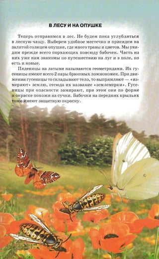 B J1ECY 1o1 HA OnYWKE

   'I'e rreps OTnpaBI1MCH B .nec . He 6y,n;eM n o x a yrJIy6JIH TbCH
B necnyio -raury . BbI6epeM yzrofiaoe MeCTetIKO 11 npI1CH,n;eM na
3aJII1TOH COJIHIl,eM onynnce , rne MHoro rpansr 11 Il,BeTOB. MbI yBI1 ­
,n;I1M rr pexczre acero n o p x a lOII.J;I1X noacrony 6a6otIeK . q a c Tb 113
HI1X yJKe HaM 3HaKOMbI no nYTellIeCTBI1lO aa .nyr 11 B n OJIe, no
ecrr, 11 HOBbIe .
   I1H,n:eHI1Il,bI na JIaTbIH I1 Ha3bIBalOTCH reO MeTpI1,n;aMI1. I1x ry­
CeHI1Il,bI I1MeIOT s cer o   2 napsi 6PlOllIHbiX JlOJKHOHOJKeK. I1PI1 ,n;BI1­
JKeHI111 r ycenansr TO CKJla,LJ;bIBalOT TeJlO, TOBbmpHMJlHlOT -         «113­
M epHlOT '> 3eMJllO , OTClO,n;a I1X Ha3BaHI1e «3eMJleMep K I1» .      Tyee­
HI1Il,bI npu onaCHOCTI1 3aMI1palOT, npn aTOM OHI1 n o rpoprae
11 OKpaCKe nOXOJKI1 a a CytIKI1 . Ba6olfKI1 aa n ep ezra ax KPbIJlbHX
TOJKe I1MelOT 3aW;I1THYlO o rcpacrcy.
 