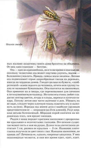 OCUHoe enesiio




HhIX IKaJIaMIi 3aI.I1,IiTHIiIJ, csoero ,n:OMa 6pOC.HTC.H aa 06Ii.n;"llIiKa.
OT HIiX O,n:HO cnacexne - 6erCTBo.
    Oca - O.n;HO Ii3 rcpacaaeinuax, HOB TOIKe BpeM.H Ii onacasrx aa­
ceKOMhIX: "lleJIIOCT.HMIi oca MOIKeT OI.I1,YTIiMO yxycirr», IKaJIOM ­
60JIe3HeHHO YIKaJIIiTh. Tlpasna, CaMlJ,hI IKaJIa JIIiIlleHhI. JIecHa.H
oca nonneunrsaer cepsre urapoofipaaasre rneana aa ztepenr.ax ,
naorzra aa -repztarcax ,n:OMOB. I'aeaao cne.nano Ii3 6yMarIi, «Ii306­
peTeHHOM » ocasra aanorrro no qeJIOBeKa, orvero BCIO rpyrrrry ra­
KIiX OC Ha3hIBalOT 6YMaIKHhIMIi. OChI OXOT.HTC.H aa HaceKOMhIX.
OHIi rrpIiHOC.HT IiX B rnearro, rne rrepeacensmaror ,n:JI.H JIIiqIiHOK
B ner'xoycaaaaaesryro xanrany. Ho caMIi OChI oxeus JII06.HTCJIa­
,n:OCTIi: nervrap lJ,BeTOB,Hro,n:hI Ii n.nozna, aapense Ii KYCOqKIi ca­
xapa. IIoToMy JIeTOM OHIi qaCTO 3aJIeTalOT B ,n:OM. Y6IiBaTh IiX
He nazro, c.nezryer xepea rrJIOTHylO TKaHh CXBaTIiTh ocy Ii BhIKIi­
HyTh aa OKHO. Hapeznca MhI IiMeeM ,n:eJIO C HaIi60JIee rcpynusne
npencraaarenera OC - nrepunrera (no 3 CM.n;JIIiHOli). YKYC urep­
IllHH secsraa 60JIe3HeHHhlli. Illepuran nopoii OXOT.HTCH na Me­
,n:OHOCHbIX nve,n, qeM npenrrr nacexasr.
    PH,n:OM C HaMIi nopxae-r icpacnnoe aacexoraoe C npoapa-msr­
MIi KPhIJIhHMIi Ii 30JIOTIiCThIMIi rJIa3KaMIi. 8TO aexcnoe cynrec­
TBOMomeT ceCTh K HaM na pyrcaa. ,D;JIIiHa TeJIa 3JIaTOrJIa3KIi zto­
CTIiraeT 1 CM, paaraax ee KphIJIheB - 3 CM. Ha3BaHIie 3JIaTO­
rJIa3Ka no.nyxnrra 33 IJ,BeT CBOIiX rJI33. I13.HIlJ,HOe nacexoraoe, He
npasna JIIi? JIIiqIiHKIi ee, ozraaxo, caupensie XIiI.I1,HIiKIi. Y HIiX
cepnonmrasre "lleJIIOCTIi, Ii OHIi ace BpeM.H e,n:.HT, ezta-r, enar.
 