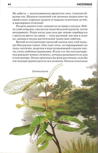 44                                                                          HACEKOMblE


     I1x   ,n;06bItIa -   MaJIOIIo,n;BliJRHble Bpe,n;HTeJIH   rreca ,   rJI aBHbIM 06­
     pa30M TJIH.       Illxypxn C'be,n;eHHoH TJIH JIHtIHHKH       3aKpeIIJIflIOT na
     caoef CIIliHe: xopouraa aaumra OT JRapKHX COJIHetIHbIX JIytIeH,
     li MaCKHpOBKa OTJIHtIHafl!
           Pa3 pexs 3aIIIJIa 0 TJIflX, IIOHmeM HX na TpaBe y OIIyIIIKli. HaH­
     TH TJIeH nerpyzmo, OHH acerna CH,n;.HT 60JIbiliOH rpyIIIIoH, IIOtITH
     Herro,n;BHJRHO .     Peznco   xorna ozraa HJIH zrae JIeHHBO nepefiepyrca
     C MeCTa aa MeCTO: HX IIHma -            COKli paCTeHHH, BOT OHH H IIbIOT
     HX, BOH3liB B COCy,n;bI paCTHTeJIbHOH TKaHH CBOH X060TKH.
           Becrroii    aa OTJIOJReHHbIX rrpOIIIJIOH o cem.ro flHU; TJIeH BbIXO­
     ,n;flT 6eCKpbIJIble caMKH. OHH IIbIOT COKH, HO nepeaapasaror HX
     JIHilib tIaCTHtIHO, BbI,n;eJI.Hfl B BH,n;e HCrrpaJRHeHHH CJIa,n;KHe KaII­
     JIH, CTOJIb JII06HMble MypaBbflMH.        I1 erne TJIH    6e30IIJIo,n;OTBope­
     IIH.H pOJR,n;aIOT JRHBbIX JIHtIHHOK,     rco'ropsre   paaaasarorca n a .HliU;
     B TeJIe MaTepli. IIJIOXO IIPliIIIJIOCb 6bI scera pac-ren aara, eCJIH 6bI
     ara cocynraa apMH.H yue.nerra s ea u;eJIHKOM. OceHbIO               orzrensm.re


                            3Jlam02JLa 3Ka




                TJlU
 