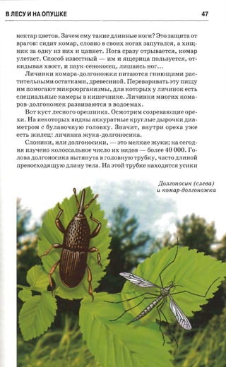 BJlECY ~ HA OnYWKE                                                                         47


   nercrap U;BeTOB. 3aQeM eMy TaKl1e ,ll;JIl1HHhle HOrl1? 8TO 3aIIJ;l1Ta OT
   spares: Cl1,ll;l1T KOMap, CJIOBHO B CBOl1X nor-ax 3anyTaJIC.H, a XI1IIJ;­
   Hl1K aa oznry 113 Hl1X 11 uanaer.             Hora    cpaay OTphIBaeTC.H, KOMap
   yneraer. Cnoco6 113BeCTHhIH -                 11M 11 arnepnua nOJIh3yeTC.H, OT­
   xnzrsmaa xnocr, 11 nayrc-ceaoxoceu, JIl111Ia.HCh aor- ...
       JIl1QI1HKl1 KOMapa-,ll;OJIrOHO.IKKl1 nl1TaIOTC.H rHl1IOIIJ;l1Ml1 pac­
   T111'eJIhHhIMl1 OCTaTKaMl1, npesecaaoa.                Ilepeaapaaa-rs STY nl1IIJ;Y
   11M nOMoraIOT Ml1KpOOpraH113MhI, ,ll;JI.H KOTOphIX Y JIl1Ql1HOK ec'rs
   cnennansnsre xasrepsr B Kl111IeQHl1Ke.                 JIl1'-ll1HKl1 MHOrl1X KOMa­
   pOB-,ll;OJIrOHO.IKeK p a3Bl1BaIOTC.H B aozioeraax ,
       BOT KyCT JIeCHOrO openmmca. OCMOTPI1M c03peBaIOIIJ;l1e ope­
   Xl1. Ha   nercoropsrx Bl1,ll;HhI axrcyparusre rcpyr.n sre ,ll;bIPOQKl1 zraa­
   MeTpoM C 6YJIaBOQHYIO rOJIOBKy. 3HaQl1T, BHYTpl1 opexa Y.IKe
   ecrr, .lKl1JIeu;: JIl1Ql1HKa .lK y K a-,ll;OJI r OH OCl1 K a .
       CJIOHI1KI1, I1JII1 ,ll;OJI r OH OCl1 K I1 , -   ST O MeJIKl1e .lKYKI1; aa cerozt­
   H.H nay-reao KOJIOCCaJIhHOe Ql1CJIO l1X Bl1,ll;OB -              60JIee   40 000. To­
   JIOBa ,ll;OJIrOHOCl1Ka BhIT.HHyTa B rOJIOBHyIO Tpy6Ky, QaCTO ,ll;JIl1HOH
   npeBOCXO,ll;.HIIJ;YIO ,ll;JII1HY TeJIa. Ha STOH Tpy6Ke HaXO,ll;.HTC.H YCl1Kl1



                                                                        /{OJl20HOCUIC ( cneea )
                                                                       U ICOMap-aOJl ZOHOJIClCa
 