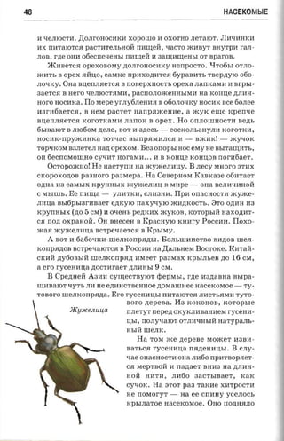 48                                                                             HACEKOMblE


     H 'leJIlOCTH . .I!:OJIrOHOCHKH XOpOllIO H OXOTHO JIeTalOT. JIH'lHHKH
     HX rrHTalOTCR paCTHTeJIhHOH rrmneii, 'laCTO iKHByT BHyTpH ran­
     JIOB,  r-ne OHH otiecneneasr rrHru;eH H aaunrrueasr OT sparon .
        JKHBeTcR     opexonovty )J.OJIrOHocHKy HerrpOCTO. QTo6hI OTJIO­
     iKHTh B ope X RHlI,O, casnce rrpHXO)J.HTCR 6ypaBHTh TBep)J.ylO 060­
     JIO'lKY. OHa BlI,errJIReTCR B rrOBepXHOCTh opexa JIarrKaMH H nrp sr­
     3aeTCR B Hero 'leJIlOCTRMH, paCrrOJIOiKeHHhIMH aa KOHlI,e )J.JIHH­
     aoro HOCIiKa. ITo Mepe yrJIy6JIeHIiR B 060JIO'lKy HOCIiK ace 60JIee
     Ii3rIi6aeTCR, B HeM pacrer narrpaacearre, a iKyK eure rcperme
     BlI,errJIReTCR KorOTKaMH JIarrOK B opex. Ho OrrJIOllIHOCTH                   sezn,
     6hIBalOT B JI1060M )J.eJIe, BOT Ii 3)J.eCh -      COCKOJIh3HyJIH KorOTKH,
     HocHK-rrpyiKHHKa TOT'IaC BhIIIpRMHJICR H -                    BiKIiK! -    iKy'lOK
     TOp'IKOM B3JIeTeJI Ha)J.   opexosr . Be3 onopsi HOC eMy He nsrranm-rs,
     OH 6ecrrOMoru;HO CY'lHT     norasia ...      H B KOHlI,e KOHlI,OB     rror-afiae:r.
        Ocropoacaol He nacryn a na iKymeJIHlI,y. B .necy MHoro STHX
     CKOpOXO)J.OB paanoro paaraepa , Ha Ceaepnora RaBKa3e 06IiTaeT
     O)J.Ha H3   carasrx rcpynrrsrx   iKYiKeJIIilI, B MHpe -        OHa BeJIIi'lHHOH
     C MhIllIh. Ee   nnrna -    YJIIiTKIi, CJIH3HH . ITPH orraCHOCTIi iKYiKe ­
                                  naxy-ryio iKIi)J.KOCTh. 8TO O)J.HH Ii3
     JIHlI,a BhI6phI3rHBaeT e)J.KYlO
     xpymrsrx (no 5 CM) H O'IeHh pe)J.KHX »cyxos, KOTOphIH HaXO)J.HT­
     CR non oxpaaoii. OH snecea B Kpacnyro KHHry POCCIiH. IToxo­
     iKaR iKYiKeJIIilI,a BCTpeqaeTCR B KphIMy.
        A BOT H 6a60'lKIi-llIeJIKOrrpR)J.hI. BOJIhllIHHCTBO BIi)J.OB              nre,n­
     KorrpR)J.OB BCTpe'lalOTCR B POCCHIi   na .I!:aJIhHeM BOCTOKe. KHTaH­
     CKIiH )J.y60BhIH llIeJIKOrrpR)J. IiMeeT paascax KphIJIheB )J.O 16 CM,
     aero rycerrana )J.OCTHraeT )J.JIHHhI 9 CM.
        B Cpe)J.HeH A3IiIi cyurecrnvror epepMhI, r)J.e H3)J.aBHa asrpa ­
     nraaaror qyTh JIIi He e)J.IiHCTBeHHoe )J.OMallIHee nacercoraoe - TY­
     TOBoro urezrxonpana . Ero r-ycenmn.r rrIiTalOTCR JIHCThRMIi TyTO­
                                  soro zrepena . H3 KOKOHOB, xoropsre
                )f(YJlCeJluu,a    rr.neryr nepez; OKyKJIIiBaHHeM rycena­
                                      lI,hI,   no.nyvaior   OTJIIi'lHhIH   narypans­
                                      HhIH llIeJIK.
                                          Ha TOM me   nepene MOiKeT H3BIi­
                                      BaThCR    rycemrua nazreamn,r . B CJIy­
                                      'lae orraCHOCTH OHa JIH60 nparaopaer­
                                      CR MepTBOH H nazraer BHH3 na )J.JIHH ­
                                      HOH HHTH, JIH60 aacr-sraae-r , KaK
                                      Cy'lOK. Ha STOT        paa   TaKIie XIiTpOCTH
                                      He rroMoryT -         Ha ee crrHHy yceJIOCh
                                      KphIJIaTOe     nacexoxroe.       OHO rrO)J.HRJIO
 