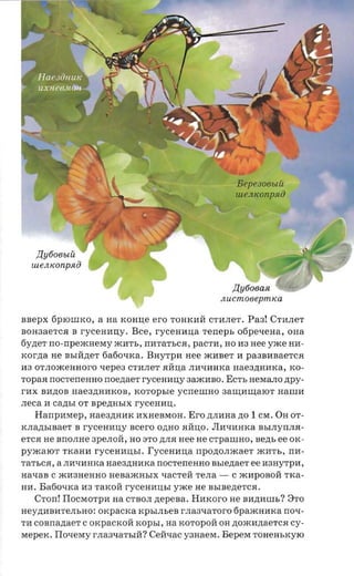 snepx      6plOllIKO, a na KOHlI,e ero TOHKlIM CTlIJIeT. Pa3! CTIIJIeT
BOH3aeTCR B      r-ycen any, Bce, r-ycennna reneps 06peLJ:eHa, OHa
6y~eT no -rrpexcneray jKlITb, nlITaTbCR, paCTII, HO lI3 Hee Y jKe HlI­
x or n a   He BbIM.n;eT 6a60LJ:Ka. BHYTplInee jKIIBeT II paaanaaerca
lI3 OTJIOjKeHHOrO   xepea CTlIJIeT m1:lI,a JIlILJ:lIHKa Hae3.n;HIIKa, KO­
TopaR nOCTeneHHO noezraer ryceaarry 3ajKIIBO. ECTb HeMaJIO zrpy­
r-nx BII.n;OB Hae3.n;HlIKoB, xo -ropsre ycneumo 3a~lIII.J,alOT naum
.neca II canst OT apermsrx r-yceuau .
   Hanpnxrep, Hae3.n;HlIK lIXHeBMOH. Ero .n;JIIIH a .n;o 1 CM. OH OT­
K JIa.n;bIBaeT B ryc eunuy scero O.n;HO RMlI,O . JIIILJ:IIHKa BhIJIynJIR­
eTCR He BnOJIHe 3 p e JI OM , HO 3 T O ~JIR nee He CTpallIHO, Be.n;b ee OK­
p yxcaro'r TKaHlI    ryceaansr .   I'ycemma npozto.nacaer jKIITb, nII­
TaThCR, a JIlILJ:lIHKa Hae3.n;HIIKa nOCTeneHHO      nsrenaer ee lI3HyTpII,
HaLJ:aB C jKII3HeHHO HeBajKHbIX LJ:aCTeM TeJIa -           C jKlIp OB OM TKa­
HlI. B a60LJ:Ka lI3 TaKOM   rvcemnrsr    YjKe He BhIBe.n;eTCR.
    Crorr!   IIoCMOTplI na CTBOJI nepena.     Hnxoro      He BlI.n;I1IIlh? 8TO
Hey.n;lIBIITeJIbHO : OKpaCKa KpbIJIheB rJIa3LJ:aTOrO 6pajKHlIKa nOLJ:­
TII c osnaaaer C OKpaCKOM KOpbI, na KOTOPOM OH .n;OjKlI.n; aeTCR cy­
MepeK . IIoLJ:eMy rJIa3LJ:aThIM? CeMLJ:aC Y 3 H a e M.   Bepera TOHeHbKYlO
 