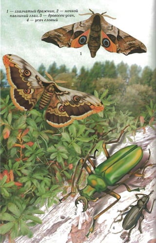 1 - enaswanuaii 6paJICHUK, 2 - HO'lHOU
  na6JlUHUU ZJla3, 3 - Bpoeocex-ucax, - -.....-;:
          4 - yca'l enoeuu




                                         1
 