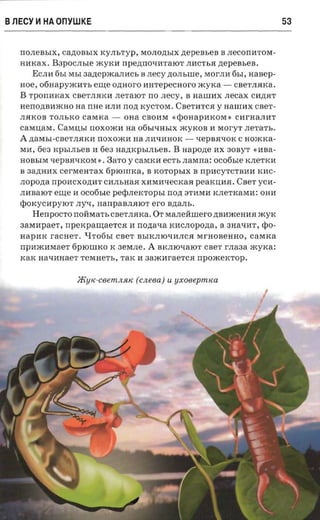 BJlECY ~ HA OnYWKE                                                                  53


   rrOJIeBbIX,   caztoasrx   KyJIbTyp, MOJIO,n;bIX    zrepensea   B JleCOrrHTOM ­
   HHKax. B3pOCJIble mYKH         npeztno-rararor JIHCTbH nepeasea,
       ECJIH 6bI MbI 3a,n;epJKaJIHCb B necy ,n;OJIbIIIe, MOrJIH 6hI, aanep ­
   Hoe, 06HapyJKH1'b    erne onnoro aarepecaoro JKyKa - CBeTJIHKa.
   B   rponmcax                         .necy, B HaIIIHX .necax CH,n;HT
                   CBeTJIHKH JIeTaIOT rr o
   Herro,n;BH)KHO   na nne HJIH nozt    KyCTOM. CBeTHTCH y HaUIHX CBeT­
   JIHKOB TOJIbKO     cavnca -     OHa CBOHM «q)OHapHKOM >} CHrHaJIHT
   CaMII,aM. CaMII,bI IlOXOJKH     aa 06bltIHbIX      JKyKOB H MoryT JIe1'aTb.
   A   ,n;aMbI-CBeTJIHKH rrOXOJKH na JIHtIHHOK -          tIepBHtIOK C   noxcrca­
   MH, 6e3 KpbIJIbeB H 6e3       nazncpsr.m.ea.   B   napozte   HX 30ByT «HBa­
   HOBbIM tIepBHtIKOM > •
                      }       Bare y   caMKH ecrr, naxna: ocofisre KJIeTKH
   B 3a,n;HHX cerMeHTax 6plOIIIKa, B       KOTOpbIX B rrpncyrcraaa KHC­
   nopona rrpoacxozrar CHJIbHaH XHMHtIeCKaJi peaKII,HH. CBeT yCH­
   JIHBalOT eute H OC06bIC pe<pJIeI{TOPbI non 3THMH KJIeTKaMH : OHH
   <pOKYCHpyIOT JIytI, nanpaanaror ero nztans .
      Henpocro rroMMaTb CBeTJIHKa . 01' MaJIeMilierO ,n;BHmeHHH JKyK
   3aMHpaeT, npcxparnaerca H noztava KHCJIOpo,n;a, a 3HatIWr, rpo­
   HapHK racner. QT06bI CBCT BbIKJIlOtIHJICH MrHOBeHHO, cawnca
   rrpHJKHMaeT 6PlOiliKO K 3eMJIe . A BKJIlOtIalOT CBeT rnaaa »cyrca:
   KaK HatIHHaeT TeMHeTb, TaK H aaxcar-aerca npoxcercrop.


                    )KyK-ceemJl.HK (cneea.) U yxoeepmKa
 