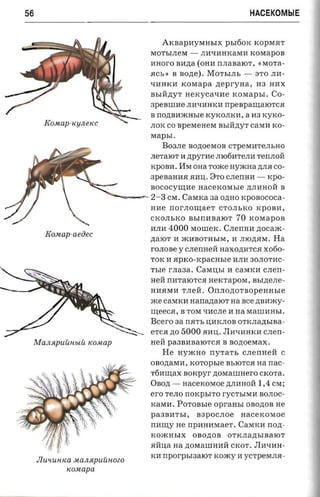 56                                                                        HACEKOMblE


                                             AKBapHYMHbIX pbI60K KOpM.HT
                                       MOTbIJIeM -       JIHqHHKaMH KOMapOB
                                       HHOrO BH.n;a (OHH nJIaBaIOT, ('MOTa­
                                       .HCb') B    sone).   MOTbIJIb -     STO JIH­
                                       qHHKH KOMapa zrepr-yna , H3 HHX
                                       BbIH.n;YT rrercvcaxae KOMapbI. CO­
                                       3peBIIIHe JIHqHHKH npespamarorca
                                       B   nozmaaorsre KyKOJIKH,       a H3 KyKO­
                                       JIOK co aperaeaesr BbIH.n;YT caMH KO-
                                       MapbI.
                                             B03JIe nonoeeron CTpeMHTeJIbHO
                                       JIeTaIOT H ztpyrae JII06HTeJIH TenJIOH
                                       KpOBH. :vIM OHa Tome uyxcna .n;JI.H CO­
                                       3peBaHH.H .HHIJ;. 8TO CJIenHH -         KPO­
                                       sococvurae       nacercovrsre     .n;JIHHOll B
                                  ~-   2-3 CM.      CaMKa aa O.n;HO icpoaococa­
                                       HHe nor.noutae'r CTOJIbKO KpOBH,
                                       CKOJIbKO BbInHBaIOT 70 KOMapOB
                                       HJIH 4000 MOIIIeK. CJIenHH ztocaac­
       Kouap-aeoec
                                       .n;aIOT H .:>RHBOTHbIM, H JIIO.n;.HM. Ha
                                       rOJIOBe y CJIenHeH Haxo.n;HTC.H x060­
                                       TOK H      aprco -rcpacusre HJIH 30JIOTHC­
                                       r   sre   r.naaa. CaMIJ,bI H caMKH CJIen­
                                       Hell nHTaIOTC.H HeKTapOM,          asrzrerre ­
                                       HH.HMH TJIell.       Onnonor aopean sre
                                       me caMKH aanazraior na see .n;BH.:>RY­
                                       ureeca, B TOM tIHCJIe H na MaIIIHHbI.
                                       Bcero aa rrrrrs IJ,MKJIOB OTKJIa.n;bIBa­
                                       eTc.H.n;05000RMIJ,.nHtIHHKMCJIen­
 MaJlJlpUUHblU «ouap                   Hell pa3BHBaIOTCR B nonoewrax.
                                             He HymHo nyra'n, crrermeri C
                                       OBo.n;aMH, xoropsre BbIOTC.H na nac­
                                       T6HIllax noxpyr .n;OMaIIIHero CKOTa.
                                       OBO.n; -     nacercosroe .n;JIHHOH   1,4 CM;
                                       ero TeJIO nOKpbITO rycTbIMH BOJIOC ­
                                       KaMH. POTOBbIe        opraasr     OBO.n;OB He
                                       pa3BHTbI,        B3pOCJIOe    nacexosroe
                                       nmuy He npHHHMaeT . CaMKH non ­
                                       xoxcnsrx        OBO.n;OB   OTKJIa.n;bIBaIOT
                                       RllIJ,a na .n;OMaIIIHHH CKOT. nHqHH­
                                       KH    nporpsraaror KO.:>Ry H yCTpeMJI.H ­
     JIU'lUHlCa .lt a JlJlp UU HOZO
               «ouapa
 