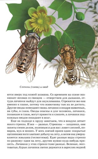 Cnenen» (cneea)      U   oeoii

IOTCR nnepx nozt KomeH X03Rl1Ha. Co BpeMeHeM ua crrane B03­
Hl1KaeT meJIBaK co CBl1W;OM -           OTBepCTl1eM ,lJ,JIR ,lJ,bIXaHl1R, OT­
Ty,lJ,a JIl1ql1HKl1 BbIH,lJ,YT ,lJ,JIR OKyKJIHBaHHR. CTpeMRTCR me OHl1
l1MeHHO K crmne, no-rosry qTO ml1BOTHOMY TaM l1X He ,lJ,OCTaTb.
.upyrl1e OBO,lJ,bI nOMew;aIOT CBOHX JIl1qHHOK B H03,lJ,Pl1 ml1BOTHbIX,
na ry6bI, B r-nasa. OBO,lJ,bI    orraorrsr   11 ,lJ,JI.fI qeJIOBeKa, JIHQHHKl1,
nonaaume B r.naaa, MoryT npl1BeCTH K CJIenOTe, a JIl1Ql1HKH non­
KomHbIX OBO,lJ,OB nonazrator B M03r.
   Erne   na nO,lJ,XO,lJ,e K npyzry 3aMeQaeM, QTO B noazryxe JIeTaeT
MHoro CTpeK03.    H   nee -     pasusre.     CTpeK03bI -     XHW;HHKH, OHl1
3aHRTbI CBOHM ,lJ,eJIOM, nOJIe3HbIM 11,lJ,JIR Hac: JIOBRT CJIenHeM, KO­
MapOB, MYX H MOllieK.         Y scex   JIOBQHM npnera O,lJ,l1H:    noxpsn-sre
w;eTHHKaMl1 HOrl1 XBaTaIOT ,lJ,06bIQy aa JIeTy, a 3aTeM OHa YMepw;­
BJIReTCR mBaJIaMl1 (QeJIIOCTRMl1). E,lJ,RT         paausre    Bl1,lJ,bI CTpeK03
no-pa3HOMY: O,lJ,HH na JIeTy, ,lJ,pyrHM nyxcao KY,lJ,a-HH6Y,lJ,b npn­
cec-n.. JIl1QHHKH y 3Tl1X CTpeK03 Tome           paaasre. Be.nensre,      xcerr­
TOBaTble,   fiypsre JIHQl1HKH JIIOTOK nepxcarca B          3apOCJI.fIX BO,lJ,HOH
 