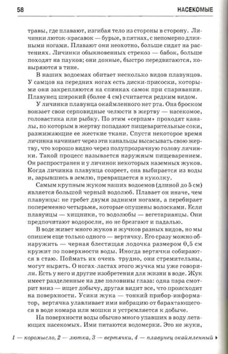 58                                                                         HACEKOMblE


       rpasr,r, rne rrJIaBaIOT, nar-nfiaa TeJIO na     CTOpOHhI B CTOpOHy.      Jln­
       qilHKil JIIOTOK-KpaCaBOK -         fiypsre, B rr5ITHaX,   C aenoraepno ~JIilH­
       HhIMil rroraxn«. ITJIaBaIOT OHH HeOXOTHO, 60JIhille CH~5IT aa pac­
       TeHH5IX. JIWIHHKH 06hIKHOBeHHhIX CTpeK03 -                   6a60K, fio.rn.nre
       rrOXO~5IT n a nayxon: OHH      nonnsre,      6hICTpO nepe~BHraIOTC5I, KO­
       BhIp5IIOTC5I B THHe.
          B   HaIIIHX BO~OeMaX 06HTaeT HeCKOJIhKO Bil~OB nJIaByHIl,OB.
       Y CaMIl,OB na rrepezmax HOraX ecrr, ~ilCKH-rrpHCOCKH, KOTOphI­
       MH OHH 3aKperrJI5IIOTC5I na CnHHKaX caMOK npn cnapa aan aa .
       ITJIaBYHeIl, IIIHpOKHll (60JIee      4   CM) C1HITaeTC5I pe,n;KHM BH~OM.
          Y JIillIHHKH n.naaynna OKallMJIeHHOrO HeT               pra , OHa 6pOCKOM
       BOH3aeT CBOH cepnonarnnae qeJIIOCTH B xceprny -                  nacexosroe,
       rOJIOBaCTHKa HJIH pstfixy. ITo 3THM           «cepnaxr » rrpOXO~5IT    xana­
       JIhI, rro KOTOphIM B »cep'rny nonanaror        rranreeapnrensusre COKH,
       paaacuacaronrae ee .lKeCTKHe TKaHH . CnYCT5I nerco'ropoe BpeM5I
       JIlIlIHHKa aa-nraae'r qepe3 3TH KaHaJIhIl,hI      asrcacsraart, CBOIO   »cep­
       TBy, liTO xopouro     BH~HO   -repes no.nynpoapasnyro rOJIOBy JIHqHH ­
       KH. 'I'axoii rrpouecc Ha3hIBaeTC5I HapY.lKHhIM nmnenapennera .
       OH pacnpocrpaaen H y JIHqHHOK HeKOTophIX Ha3eMHhIX .lKyKOB.
       Kor-na   JIHlIHHKa n naaynua C03peeT, OHa BhI6HpaeTC5I H3 BO~hI
       H, 3aphIBIIIHCh B 3eMJIIO, rrpespauiaercs B KyKOJIKy .
          CaMhIM rcpynnsna .lKyKOM HaIIIHX Bo~oeMOB (~JIHHOH no                5 CM)
       5IBJI.ffeTC.ff 60JIhillOll lIepHhIH BO~OJII06. ITJIaBaeT OH mra-re, lIeM
       nJIaByHIl,hI: He rpefier ~BYM5I 3a~HHMH nor-asm , a nepetinpaer
       nonepewenno qeThIphM.ff,           xoropsre onyurensr BOJIOCKaMH. ECJIH
       rrJIaByHIl,hI -    XHrn;HHKH, TO BO~OJII06hI -        BereTapHaHIl,hI. OHH
       npezmo-rararor BO~OPOCJIH, HO He 6pe3raIOT H naztam.ro.
          B none .lKHBeT MHoro .lKyKOB H .lKY'IKOB pa3HhIX BH~OB, HO               MhI
       onaurex ente TOJIhKO omroro -            BepT.ffqKy. Ero cpaay MO.lKHO 06­
       HapY.lKHTh -        xepnaa 6JIeCT.ffrn;a.ff JIO~OlIKa paasrepore      0,5   CM
       Kpy.lKHT no rrOBepXHOCTH BO~hI.            Hnor-na   BepT.fflIKH c06HpaIOT­
       C5I B CTaIO . ITollMaTh HX oxern,          TPY~HO, OHH CTpeMHTeJIhHhI,
       MoryT    nsrpsrrs . 0   HOraX-JIaCTaX aroro xcy-nca MhI yxce roaopa ­
       JIH. ECTh Y Hero H npyrne H306peTeHH.ff ~JI.ff JKH3HH B sozte . myK
       HMeeT    paane.nemrsre n a    nne nOJIOBlIHhI rnaaa:        O~Ha   napa CMOT­
       pHT BHH3 -        nurer ~06hIlIY, npyraa BH~HT nee, qTO npOHCXO~HT
       na rrOBepXHOCTH . YCHKH .lKyKa -             TOHKHH       npafiop-rrarpopraa­
       TOP, sepr.axxa y JIaBJIHBaeT HMH BH6paIl,HIO OT 6apaX TaIOrn;ero­
       ca B sene rcosrapa ilJIH MOIIIKH H yCTpeMJI5IeTC.ff K ~06bIqe .
          Ha nOBepXHOCTH BO,n;hI 06hIIIHO MHoro ynaaumx B BO~y JIeTa­
       IOrn;HX HaceKOMhIX. I1MH nHTaIOTC.ff BO~OMepKH. 8TO He .lKyKH,


1-    JWpOMbICJlO, 2 -     JlJOmKa, 3 -    eepmsoucu, 4 -    n.nae uueu OKa[OlJleJlJlbIU ~
 