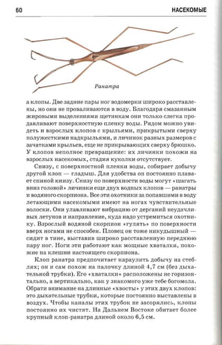 60                                                                     HACEKOMblE




                                    PaHampa


     a KJIOrrhI. ABe aazraae   napsr aor BO,D;OMepKH lIlHpOKO paCCTaBJIe­
     HhI, HO OHH He rrpOBaJIHBaIOTC$I B BO,D;y.      Bnaronapa CMa3aHHhIM
     JKHPOBhIMH BhI.n;eJIeHH$IMH :r.u;eTHHKaM OHH TOJIhKO CJIerKa npo­
     ,D;aBJIHBaIOT   nonepxaocrayro rr.nenxy BO,D;hI.     P$I,D;OM MOJKHO yBH­
     ,D;CTh H B3POCJIhIX KJIOrrOB C KPhIJIh$IMH, rrpHKphIThIMH csepxy
     rrOJIyJKeCTKHMH Ha,D;KpbIJIb$IMH, H JIHqHHOK pa3HhIX paasrcpoa C
     3aqaTKaMH KPhIJIhCB, erne HC         npmcpsraarourax csepxy 6pIOlIlKO.
     Y   KJIOrrOB HerrOJIHOe npe apamemre: HX JIHqHHKH rrOXOJKH aa
     B3POCJIhIX HaceKOMhIX, CTa,ll;H$I KyKOJIKH OTCyTcTByeT .
         CHH3Y, C rrOBepXHOCTHOH rrJIeHKH BO,D;hI, cofinpaer ,D;06hI'IY
     ,D;pyroH KJIOrr -    rJI8.,lJ;hIlIl . AJI$I y,D;06CTBa OH rrOCTO$IHHO n.nasa­
     er crrHHOH KHH3Y . CHH3Y rro rrOBepXHOCTH BO,D;bI MoryT           «urararr,
     BHH3 rOJIOBOH» JIHqHHKH erne ,D;ByX BO,D;HhIX KJIOrrOB -          panarpsr
     H BO,D;$IHOro cxoprnrona.    Bee 3TH OXOTHHKH aa nonastnaran B BO,D;y
     JIeTaIO:r.u;HMH HaceKOMhIMH HMeIOT aa aor ax qYBCTBHTeJIhHhle
     BOJIOCKH. OHH YJIaBJIHBaIOT BH6paII,HIO OT ,D;epraHHH Hey,D;aqJIH­
     BhIX JIeTyHoB H nanpaanenae, Ky,D;a Ha,D;O yCTpeMHThC$I OXOTHH­
     KY. B3POCJIhIH BO,D;$IHOH cxoprmoa «rYJI$ITh » rro ncsepxaocra
     saepx noraxra He cnocotiea. IIJIoBeI.l, OH TOJKe HHKY,D;hIlIlHhIH ­
     CH,D;HT B THHe, BhICTaBHB lIlHpOKO paCCTaBJIeHHyIO rrepe,D;HIOIO
     rrapy nor.   Her-a   3TH pa60TaIOT KaK MO:r.u;Hhie XBaTaJIKH, rroxo­
     JKHe na KJIelIlHH nacroatuero         cxoprrnona,
         Knorr panarpa rrpezmo-ra'raer xapayna-rr, ,D;06hlqy na cree­
     JI$IX; OH H casr rrOXOJK aa rraJIOl.JKY ,D;JIHHOH     4,7   CM (6e3   zrsrxa­
     TeJIhHOH Tpy6KH) .     Ero   «XBaTaJIKH » pacrrOJIOJKeHhI He ropH30H­
     TaJIbHO, a BepTHI<aJIhHO, I<aK y 3HaIWMoro yxce Te6e 60rOMOJIa.
     06paTH BHHMaHHe aa ,D;JIHHHhle «XBOCThI» y 3TH X ,D;ByX KJIOrrOB:
     3TO   znrxarem.mae Tpy6KH,          xoropsre rrOCTO$IHHO BhICTaBJIeHhI B
     B03,D;yX. lITo6hI KaHaJIhI 3TH X Tpy60K He 3aCOp$IJIHCh, KJIOrrbI
     rrOCTO$IHHO HX l.JHCT$IT.     1Ia   AaJIhHeM   Bocroxe 06HTaeT        60JIee
     KpyrrHhIH xnon-paaarpa ,D;JIHHOH OKOJIO         6,5 CM.
 