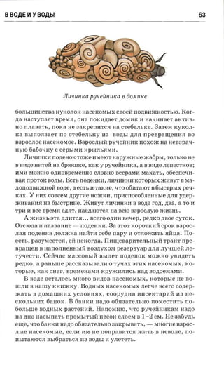 BBOAE ~ YBOAbl                                                                              63




                           JIUlfUH IW PYlfeUHUIW 6      dosuuc e

  60JIbllIl1HCTBa KyKOJIOK HaceKOMbIX CBOeI1: no,n;Bl1mHOCTbIO.                    Kor­
  n a aacrynaer BpeMH, OHa noxazraer ,n;OMl1K 11 na-nnraet aKTl1B­
   HO   nnanars ,     noxa He 3aKpenl1TCH aa          creoe.nsrce.     3aTeM KyKOJI­
   xa BblnOJI3aeT no crefie.m.x y 113 BO,n;bI ,n;JIH rrpeapanrea aa BO
   B3pOCJIOe aacercoraoe. B3POCJIbIH py'ieI1:HI1K noxoac aa nenapax ­
   H yIO 6a60'iKy C       cepsrraa   KPbIJIbHMl1.
        JIWIl1HKl1 nozreuox Tome l1MeIOT napyxcnsre xcafipsr, TOJIbKO He
   B Bl1,n;e Hl1TeH na 6pIOIlIKe, KaK y pyqeHHl1Ka, a B BI1,n;e JIeneCTKOB;
   l1Ml1 MomHO o,n;HOBpeMeHHO CJIOBHO               seeparan     MaxaTb, ooecne-ra­
   BaH npOTOK nozrsr. ECTb nozremca, JIl1ql1HKl1 KOTOpbIX ml1ByT B Ma­
  JIOno,n;BI1mHOH nozte, a ecrr, 11raxae, 'ITO 06I1TaIOT B 6bICTPbIX pen­
   xax, Y      Hl1X COBceM npyrne HOmKI1 , npI1crrOC06JIeHHble ,n;JIH yztep­
  mI1BaHI1H aa 6bICTpI1He. JRI1ByT JIWIl1HKI1 B              sone ron, zrsa, a      TO I1
  Tpl1 I1     see BpeMH ezrar, Hae,n;aIOTCH aa BCIO B3pOCJIyIO m113Hb.
        A    mI13Hb :3Ta ,n;JII1TCR •.•   scero O,n;I1H sexep,   pezrxo   zrsoe CyTOK •
   OTcIO,n;a 11 Ha3BaHI1e -        nonenxn. 3a nOT KOPOTKI1H CpOK B3POC­
  JI a H nozrernca ,n;OJImHa HaHTI1 ce6e rrapy 11 OTJIOmI1Tb HH:u;a. TIo­
  ecru,      paayraeerca, eH nercorna. III1r:u;eBapI1TeJIbHbIH TpaKT rrpe­
  nparuen B HanOJIHeHHbIH B03,n;yXOM                peaepsyap ,n;JIH JIy'IllieH JIe­
  TyqeCTI1. CeHqaC MaccoBbIH BbIJIeT rrozterrox MomHO yBI1,n;eTb
   peznco , a    pausure      paCCKa3bIBaJII1 0 TyqaX :3Tl1X HaceKOMbIX, KO­
  Topble, KaK caer ,          speraenaraa     Kpyml1JII1Cb nan        sonoeraaraa.
        B none OCTaJIOCb MHoro BI1,n;OB HaceKOMbIX,                   xo'ropsre   He BO­
  IlIJIl1 B aamy KHl1mKy. BO,n;HbIX HaceKOMbIX rrer-re                   scero conep­
  maTb B ,n;OMaIlIHI1X y CJIOBI1HX, coopymm I1HCeKTapl1H 113 He­
  CKOJIbKl1X 6aHOK. B 6aH K I1 nazio 06H3aTeJIbHO nOMeCTl1Tb no­
  fio.m.ure BO,n;HbIX paCTeHl1H. Harr o M H IO , 'ITO pY'IeHHI1KaM nazro
  na ,n;HO HaCbIITaTb npOMhITbIH neCOK CJIOeM B                  1- 2 CM.   H e 3a6y,n;h
  erne, 'ITO 6 a H Kl1 nano 06H3aTeJIbH O         aarcp srs a-n., -    MHOrl1e B3POC­
  JI b l e   nacercorasre ,   eCJIl1 11M He nOHp aBl1TCH ml1 T b B HeBOJIe, no­
  nbITaIOTCH BbI6paTbCH 113 BO,n;bI 11 y n e r e -n. .
 