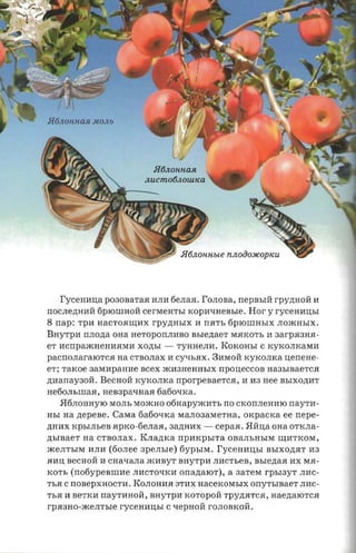 I'ycennna p030BaTaR HJIH 6eJIaR. rOJIOBa,    rrepssra rpY,D;HOH H
rrOCJIe,D;HIiH 6pIOIIIHOH CerMeHThI     xopaxaeasre. Hor y ryceaansr
8   rrap: TpH HaCTORll.J;HX rpyrrmax H rrRTh 6PIOIIIHhIX JIOmHhlX.
BHyTpH rrJIO,D;a OHa HeTOpOrrJIHBO BhIe,D;aeT MRKOTh H 3arpR3HR­
er acnpaacnenaaraa XO,D;bI -          TyHHeJIH. ROKOHhI C KyKOJIKaMH
pacnonararorca aa CTBOJIaX H CytIhRX. 3HMOH KyKOJIKa             uerrene­
er: TaKoe 3 aMHpaHHe scex mH3HeHHbIX nponeccos Ha3hIBaeTCR
,D;Harray30iL BeCHOH KyKOJIKa npor-penae-rca , H H3 nee BhIXO.n;HT
He6oJIbIIIaR, HeB3patIHaR 6a6otIKa.
     5I6JIOHHYIO MOJIb MomHO o6HapymHTh no CKOrrJIeHHIO nayrn­
HhI aa zrepene.   Casta   6a6otIKa MaJI03aMeTHa, OKpaCKa ee nepe­
,D;HHX KphIJIheB RpKO-6eJIaR, 3a,D;HHX -        cepaa. 5IHua OHa OTKJIa­
,D;hIBaeT na CTBOJIax. RJIa,D;Ka rrparcpst-ra OBaJIhHhIM ll.J;HTKOM ,
meJIThIM HJIH (fio.nee    ape.nsre)   6yphIM.   I'yceaausr   BhIXO,D;RT H3
RHU BecHoH H CHatIaJIa mHByT BHyTpH JIHCTheB, BhIC,D;aR HX MR­
KOTh (notiypennme JIHCTOtIKH Orra,D;aIOT), a 3aTeM           rpsrayr   JIHC­
ThR C rrOBepXHOCTH. ROJIOHHR STHX         nacexosrsrx onyrsraaer JIHC­
ThR H BeTKH rrayTHHoH, BHyTpH KOTOpOH Tpy,D;RTCR, Hae,D;aIOTCR
rpaano-xcezn-sre rycennrrsr     C tIepHOH rOJIOBKoH.
 