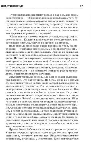 BCAAY ~ OrOPOAE                                                                              67


       rYCCHllI.J; bIrranenmrsr llMClOT TOJIbKO 5 rrap HOI', a aa caMOM
  KOHI.J;e   fiptounca - 4 6plOIllHble JIOJR H OH OJR K ll . I108TOMy 8Tll r-y­
  CeHllI.J;bI nOJI3alOT OC06b1M 06pa30M : Bb1TRHyT TeJIO, 3aI.J;enRTCR
  rpy,n;Hb1Mll     aor-asra,    Bb1COKO rro,n;HllMYT     cepeznnry     TeJIa ,   nozrra­
  rnaaa aannue JIOJRHOHOJRKll K nor-ax, 3aTeM CHOBa Bb1TRHyT
  TeJIO • • • 8Tll rycemmsr n opaxca ior II JIllCTbH, II I.J;BeTKll rinonc ­
  BbIX nepeases, onyrsraaa nx nay'rrraoii .
       .H6JIOHHaR TJIR MaJIO OTJIWraeTCH 01' TJIeH , C KOTO PbIMll MbI
  yJRe 3HaKOMbI. KOJIOHIIll TJIeH CH,n;HT              aa    rrOJReJITeBIllllX,     nox ­
  pacaesnnrx        JIHCTbRX , 06bltIHO     aa    Hll:fKHeH   nx   CTopOHe •
      .H6JIOHHaH JIllCT06JIOIllKa OtIeHb rrOXOJRa         na TJIeH. JIllCTO­
  6JIOiliKH -      xpsrnar-sre HaCCKOMb1C, y HllX npoapavn sre xpsr ­
  JIb1IIIKll, a   CaMll OHll 6JIe,n;HO -3eJIeHb1e . 06b1tIHO aa nepese 81'0
  aacercoraoe CH.n;llT cnOKOHHO,           rrpOKOJIOB X060TKOM n OBe p X H OCT b
  JIllCTa . Ho CTOllT ee       norpesoaorn.,      KaK OHa zrenaer       crpexwrens­
  HbIH rrpbIJROK (OTClO.n;a II Ha3BaHHe) . JIlltIllHKll JIllCT06JIOIllCK
  TOJRe nnrarorca COKaMll H6JIOHll; JIllCTbH 01' 81'01'0 CBepTbIBalOT­
  CH. C nepesa, rne Haxo,n;RTCR JmtIllHKll, rrOCTOHHHO xanaror HH­
  rapnsre xane.nsrcn - llX Ha3b1BalOT Me,n; BRHOH pOCOH ; 81'0 n po­
  ,n;YKTb1 JRll3He,n;CRTeJIbHOCTll JIlltIllHOK .
        3arJIHHCM r erreps aa or-open . Han HllM nopxaror 6CJIOCHeJR­
  asre 6a60tIKll. 81'0 KarrYCTHll I.J;bI. H a 6eJIOM rpone ax KPb1JIbCB
  cnepezm nn zura TeM HaH KaHMa , HllJRe KOTOPOH pac rrOJIOJReHO rr o
  zrsa TeMHb1X KpyrJI b IX rrarna. Tper s e rr R T H O naxomrrca aa CTbI­
  KC nepeznrero II aazmero Kp bIJIbeB , OHO KaK 6b1 CMa3aHO . 81'0
  casnca. Y CaMI.J;OB T eM H a H KaHMa ec'rt. , a ria r en HeT . Ka rrycrna­
  I.J;bI asrcacsraaror HCKTap na I.J;BeTKOB CBOll M X060 TKO M II oropo ­
  ,n;y He BpC,n;RT. Baro 06 ax rrO TOMCTBe 8 1'01'0 He exaxcenrs . .H HI.J;a
  Ka rrYCTHllI.J; Kperr H TCH HllJR HllM TOP I.J;OM          aa   JIllCTe   rcarrycr-sr II
  CHatIaJIa llMelOT HpKO -JReJIT b 1H I.J;BeT , a n OT OM CTaHOBRTCR              cepsr­
  Mll. CepOBaTO-3eJIe Hble          r-yce armsr BHatIaJIe Cll,n;RT      Ky'IHO , pazra­
  Mll, a rr OT OM paC rrOJI3alOTCH. Ha TeJIe            n ozrpoc nmx r-ycennn XO­
  POIllO 3aMeTHbI          a pxne   JReJITb1e   rr OJI OCb 1, n p ezry n p excna rom a e
  rrrmr, 'ITO oan Hec'be,n;06HbI. I10 8 T OM y rycenmrsr 6e3 onacrcn zte­
  pJRaTCR II aa sepxneii, II na HllJRHerr croporrax JIllCTbeB . Cepsrx
  KyKOJIOK KarrYCTHllI.J; MOJRHO yBll,n;eT b aa aafiopax, crenax zro­
  MOB, CT BOJIaX zre peusea.
      ApyraH 6eJIaR 6a60tIKa ua HaIII llX oroponax -                         perraarra.
  Y   nee na nepezraux KPbIJI bRX TOJRe rr o nna TeMHbIX xpyrJIb1X
  nHTHb1IllKa, HO TeMHorr KaeMKll HeT . .Hi1I.J;a OHa OTKJIa.n;bIBaeT
  n o o zran o -nc e , a   r-yceaausr y   nee   ae.neasre.   AHe M 8Tll     c-senofinsre
 